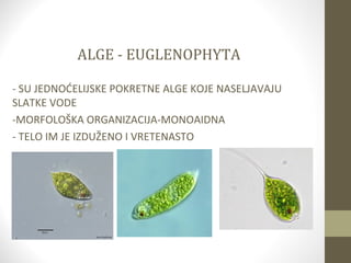 Alge Euglenophyta 