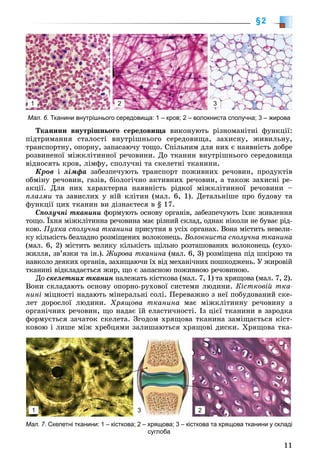 11
§2
Òêàíèíè âíóòðіøíüîãî ñåðåäîâèùà âèêîíóþòü ðіçíîìàíіòíі ôóíêöії:
ïіäòðèìàííÿ ñòàëîñòі âíóòðіøíüîãî ñåðåäîâèùà, çàõèñíó, æèâèëüíó,
òðàíñïîðòíó, îïîðíó, çàïàñàþ÷ó òîùî. Ñïіëüíèì äëÿ íèõ є íàÿâíіñòü äîáðå
ðîçâèíåíîї ìіæêëіòèííîї ðå÷îâèíè. Äî òêàíèí âíóòðіøíüîãî ñåðåäîâèùà
âіäíîñÿòü êðîâ, ëіìôó, ñïîëó÷íі òà ñêåëåòíі òêàíèíè.
Êðîâ і ëіìôà çàáåçïå÷óþòü òðàíñïîðò ïîæèâíèõ ðå÷îâèí, ïðîäóêòіâ
îáìіíó ðå÷îâèí, ãàçіâ, áіîëîãі÷íî àêòèâíèõ ðå÷îâèí, à òàêîæ çàõèñíі ðå-
àêöії. Äëÿ íèõ õàðàêòåðíà íàÿâíіñòü ðіäêîї ìіæêëіòèííîї ðå÷îâèíè –
ïëàçìè òà çàâèñëèõ ó íіé êëіòèí (ìàë. 6, 1). Äåòàëüíіøå ïðî áóäîâó òà
ôóíêöії öèõ òêàíèí âè äіçíàєòåñÿ â § 17.
Ñïîëó÷íі òêàíèíè ôîðìóþòü îñíîâó îðãàíіâ, çàáåçïå÷óþòü їõíє æèâëåííÿ
òîùî. Їõíÿ ìіæêëіòèííà ðå÷îâèíà ìàє ðіçíèé ñêëàä, îäíàê íіêîëè íå áóâàє ðіä-
êîþ. Ïóõêà ñïîëó÷íà òêàíèíà ïðèñóòíÿ â óñіõ îðãàíàõ. Âîíà ìіñòèòü íåâåëè-
êó êіëüêіñòü áåçëàäíî ðîçìіùåíèõ âîëîêîíåöü. Âîëîêíèñòà ñïîëó÷íà òêàíèíà
(ìàë. 6, 2) ìіñòèòü âåëèêó êіëüêіñòü ùіëüíî ðîçòàøîâàíèõ âîëîêîíåöü (ñóõî-
æèëëÿ, çâ’ÿçêè òà іí.). Æèðîâà òêàíèíà (ìàë. 6, 3) ðîçìіùåíà ïіä øêіðîþ òà
íàâêîëî äåÿêèõ îðãàíіâ, çàõèùàþ÷è їõ âіä ìåõàíі÷íèõ ïîøêîäæåíü. Ó æèðîâіé
òêàíèíі âіäêëàäàєòüñÿ æèð, ùî є çàïàñíîþ ïîæèâíîþ ðå÷îâèíîþ.
Äî ñêåëåòíèõ òêàíèí íàëåæàòü êіñòêîâà (ìàë. 7, 1) òà õðÿùîâà (ìàë. 7, 2).
Âîíè ñêëàäàþòü îñíîâó îïîðíî-ðóõîâîї ñèñòåìè ëþäèíè. Êіñòêîâіé òêà-
íèíі ìіöíîñòі íàäàþòü ìіíåðàëüíі ñîëі. Ïåðåâàæíî ç íåї ïîáóäîâàíèé ñêå-
ëåò äîðîñëîї ëþäèíè. Õðÿùîâà òêàíèíà ìàє ìіæêëіòèííó ðå÷îâèíó ç
îðãàíі÷íèõ ðå÷îâèí, ùî íàäàє їé åëàñòè÷íîñòі. Іç öієї òêàíèíè â çàðîäêà
ôîðìóєòüñÿ çà÷àòîê ñêåëåòà. Çãîäîì õðÿùîâà òêàíèíà çàìіùàєòüñÿ êіñò-
êîâîþ і ëèøå ìіæ õðåáöÿìè çàëèøàþòüñÿ õðÿùîâі äèñêè. Õðÿùîâà òêà-
Мал. 6. Тканини внутрішнього середовища: 1 – кров; 2 – волокниста сполучна; 3 – жирова
1 2 3
Мал. 7. Скелетні тканини: 1 – кісткова; 2 – хрящова; 3 – кісткова та хрящова тканини у складі
суглоба
1 3 2
 