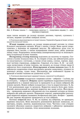 12
ВСТУП
íèíà òàêîæ âõîäèòü äî ñêëàäó âóøíèõ ðàêîâèí, ãîðòàíі, ñóõîæèëü і
çâ’ÿçîê, âêðèâàє ñóãëîáîâі ïîâåðõíі êіñòîê.
4. Ðîçãëÿíüòå ìіêðîïðåïàðàòè ì’ÿçîâîї òêàíèíè. Ïîðіâíÿéòå áóäîâó ì’ÿçîâîї, åïіòåëі-
àëüíîї òà ñïîëó÷íîї òêàíèí.
Ì’ÿçîâі òêàíèíè âõîäÿòü äî ñêëàäó îïîðíî-ðóõîâîї ñèñòåìè òà ñòіíîê
áіëüøîñòі âíóòðіøíіõ îðãàíіâ. Ì’ÿçè є òàêîæ ó øêіðі. Âîíè çäàòíі ñêîðî-
÷óâàòèñü ó âіäïîâіäü íà íåðâîâèé іìïóëüñ. Öå çàáåçïå÷óє ðóõè òіëà òà
îêðåìèõ éîãî ÷àñòèí, à òàêîæ ïіäòðèìàííÿ ïåâíîї ïîçè, çìіíó äіàìåòðà
çіíèöі òîùî. Ðîçðіçíÿþòü ïîñìóãîâàíó (ïîïåðå÷íîñìóãàñòó) òà íåïîñìóãî-
âàíó (ãëàäåíüêó) ì’ÿçîâі òêàíèíè.
Ïîñìóãîâàíó ì’ÿçîâó òêàíèíó ïîäіëÿþòü íà ñêåëåòíó òà ñåðöåâó. Ñêå-
ëåòíà ì’ÿçîâà òêàíèíà (ìàë. 8, 1) óòâîðþє ì’ÿçè, ùî çàáåçïå÷óþòü ðóõè
òà ñïîëó÷àþòüñÿ ç êіñòêàìè, à òàêîæ ì’ÿçè ÿçèêà, ãëîòêè, ãîðòàíі, âåðõ-
íüîї ÷àñòèíè ñòðàâîõîäó, äіàôðàãìè. Ñåðöåâèé ì’ÿç (ìàë. 8, 2) – öå îñîá-
ëèâà ïîñìóãîâàíà ì’ÿçîâà òêàíèíà, ùî âõîäèòü äî ñêëàäó ñòіíêè ñåðöÿ é
çàáåçïå÷óє éîãî ñêîðî÷åííÿ. Íåïîñìóãîâàíà ì’ÿçîâà òêàíèíà (ìàë. 8, 3)
çàáåçïå÷óє ñêîðî÷åííÿ ñòіíîê âíóòðіøíіõ îðãàíіâ: êèøå÷íèêó, ñå÷îâîãî òà
æîâ÷íîãî ìіõóðà, ñóäèí òîùî. Äîêëàäíіøå ïðî îñîáëèâîñòі áóäîâè òà
ôóíêöіé ì’ÿçîâîї òêàíèíè âè äіçíàєòåñÿ â § 31.
5. Ðîçãëÿíüòå ìіêðîïðåïàðàò íåðâîâîї òêàíèíè, çàçíà÷òå її îñîáëèâîñòі.
Íåðâîâà òêàíèíà ñêëàäàєòüñÿ ç íåðâîâèõ êëіòèí – íåéðîíіâ – і êëіòèí, ùî
їõ îòî÷óþòü, – íåéðîãëії. Íåéðîíè çäàòíі ñïðèéìàòè ïîäðàçíèêè (ñèãíàëè),
ïåðåðîáëÿòè їõ ó íåðâîâі іìïóëüñè òà ïðîâîäèòè їõ äî іíøèõ íåéðîíіâ àáî
ïåâíèõ îðãàíіâ. Êîæåí íåéðîí ñêëàäàєòüñÿ ç òіëà òà âіäðîñòêіâ (ìàë. 9, À).
Ó òіëі ðîçòàøîâàíå ÿäðî òà îðãàíåëè. Âіäðîñòêè ìîæóòü áóòè äâîõ òèïіâ.
Äîâãèé, ðîçãàëóæåíèé íà âåðõіâöі âіäðîñòîê ìàє íàçâó àêñîí. Éîãî ôóíê-
öіÿ – ïðîâåäåííÿ íåðâîâîãî çáóäæåííÿ âіä òіëà íåðâîâîї êëіòèíè äî іíøèõ
íåéðîíіâ àáî ðîáî÷èõ îðãàíіâ. Ïåðåâàæíî êîðîòêі, äåðåâîïîäіáíî ðîçãàëó-
æåíі âіäðîñòêè íåéðîíà íàçèâàþòü äåíäðèòàìè (âіä ãðåö. äåíäðîí – äåðåâî).
Ïî íèõ íåðâîâå çáóäæåííÿ ïðîâîäèòüñÿ äî òіëà íåéðîíà.
Êëіòèíè íåéðîãëії (ìàë. 9, Á), íà âіäìіíó âіä íåéðîíіâ, íå ïðîâîäÿòü
íåðâîâèõ іìïóëüñіâ. Âîíè âèêîíóþòü ðіçíîìàíіòíі ôóíêöії: æèâèëüíó, ñå-
êðåòîðíó, îïîðíó, çàõèñíó, âіäíîâëþâàëüíó òîùî. ×àñòèíà ç íèõ óòâîðþє
іçîëþþ÷і îáîëîíêè íàâêîëî âіäðîñòêіâ íåéðîíіâ і çàáåçïå÷óє ïðîâåäåííÿ
íåðâîâèõ іìïóëüñіâ ïåâíèìè, ÷іòêî âèçíà÷åíèìè øëÿõàìè.
Мал. 8. М’язова тканина: 1 – посмугована скелетна; 2 – посмугована серцева; 3 – непо-
смугована (гладенька)
1 2 3
 