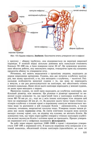 121
§24
ó ïðîòîêó – çáèðíó òðóáî÷êó, ÿêà âіäêðèâàєòüñÿ íà âåðõіâöі íèðêîâîї
ïіðàìіäè. Ó êîæíіé íèðöі çàãàëüíà äîâæèíà âñіõ êàíàëüöіâ ñòàíîâèòü
áëèçüêî 70–100 êì, à їõíÿ ïîâåðõíÿ ñÿãàє 25 ì2. Öå çóìîâëåíî âåëè÷åç-
íèì îáñÿãîì ðîáîòè, ÿêó âèêîíóþòü íèðêè, î÷èùóþ÷è êðîâ âіä êіíöåâèõ
ïðîäóêòіâ îáìіíó òà óòâîðþþ÷è ñå÷ó.
Ðå÷îâèíè, ÿêі ìàþòü âèäàëÿòèñÿ ç îðãàíіçìó ëþäèíè, íàäõîäÿòü äî
íèðêè íèðêîâèìè àðòåðіÿìè. Ñóäèíà, ÿêà äàє ïî÷àòîê êëóáî÷êó êàïіëÿ-
ðіâ, ìàє íàçâó ïðèíîñíîї, à òà, ÿêà âèõîäèòü ç êëóáî÷êà, – âèíîñíîї. Óíі-
êàëüíîþ îñîáëèâіñòþ âèíîñíîї ñóäèíè є òå, ùî âîíà íå ïåðåõîäèòü
ó âåíóëè, à ùå ðàç ðîçãàëóæóєòüñÿ íà êàïіëÿðè, ÿêі îáïëіòàþòü ñòіíêè
ñå÷îâîãî êàíàëüöÿ. Ëèøå ïіñëÿ öüîãî êàïіëÿðè ïåðåõîäÿòü ó âåíîçíі ñóäèíè,
ïî ÿêèõ êðîâ âèõîäèòü ç íèðêè.
Ïðèíîñíà ñóäèíà, ïî ÿêіé êðîâ íàäõîäèòü äî êëóáî÷êà êàïіëÿðіâ, ìàє
áіëüøèé äіàìåòð, íіæ âèíîñíà. Öÿ ðіçíèöÿ â äіàìåòðі ïðèíîñíîї òà âè-
íîñíîї ñóäèí çóìîâëþє òå, ùî êðîâ’ÿíèé òèñê ó êàïіëÿðàõ êëóáî÷êà äî-
ñÿãàє 60–70 ìì ðò. ñò., òîäі ÿê ó âñіõ іíøèõ êàïіëÿðàõ òіëà ëþäèíè öåé
òèñê íå ïåðåâèùóє 22 ìì ðò. ñò. Çà ðàõóíîê öüîãî òèñêó ÷åðåç ñòіíêè êà-
ïіëÿðіâ êëóáî÷êà ç ïëàçìè êðîâі â ïîðîæíèíó êàïñóëè âèòèñêàєòüñÿ ÷àñ-
òèíà âîäè òà ðîç÷èíåíі â íіé ñêëàäîâі áіëêіâ – àìіíîêèñëîòè, à òàêîæ
ãëþêîçà, ñå÷îâèíà, íåîðãàíі÷íі ñïîëóêè òîùî. Óòâîðåíà òàêèì ÷èíîì ðі-
äèíà ìàє íàçâó ïåðâèííà ñå÷à. Çà ñâîїì õіìі÷íèì ñêëàäîì âîíà öіëêîì
íàãàäóє ïëàçìó êðîâі, àëå, íà âіäìіíó âіä ïëàçìè, íå ìіñòèòü áіëêіâ. Öå
çóìîâëåíî òèì, ùî ÷åðåç ïîðè (äðіáíі îòâîðè) ó ñòіíêàõ êàïіëÿðіâ êëóáî÷-
êіâ âåëèêі ìîëåêóëè áіëêіâ і êëіòèíè êðîâі íå ïðîõîäÿòü. Ïðîöåñ óòâîðåí-
íÿ ïåðâèííîї ñå÷і ó íåôðîíàõ íàçèâàþòü ôіëüòðàöієþ.
Çà äîáó ÷åðåç íèðêè ïðîòіêàє 1500–1800 ë êðîâі і âіäïîâіäíî óòâîðþ-
єòüñÿ 150–180 ë ïåðâèííîї ñå÷і. Ç êàïñóëè ïåðâèííà ñå÷à ïîòðàïëÿє â ñå-
÷îâèé êàíàëåöü, îáïëåòåíèé ñіòêîþ êàïіëÿðіâ (ïðèãàäàéòå, öå ñàìå òі
Мал. 103. Будова нефрону. Завдання. Простежте етапи утворення сечі в нефроні
нирка
ниркова піраміда
капсула нефррону
петля неефрону
трубочказбирна т
ові канальцісечо
капілярний клуубочок
нефрони
 