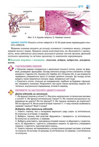 13
§13
ЦІКАВО ЗНАТИ! Кількість клітин нейроглії в 10–50 разів може перевищувати кіль-
кість нейронів.
Íåðâîâà òêàíèíà âõîäèòü äî ñêëàäó ãîëîâíîãî і ñïèííîãî ìîçêó, óòâîðþє
íåðâîâі âóçëè і íåðâè. Çàâäÿêè òàêèì âëàñòèâîñòÿì, ÿê çáóäëèâіñòü і ïðîâіä-
íіñòü, âîíà çàáåçïå÷óє ðåãóëÿöіþ äіÿëüíîñòі ðіçíèõ ñèñòåì îðãàíіâ, ôóíêöіé
öіëіñíîãî îðãàíіçìó òà çâ’ÿçîê îðãàíіçìó іç çîâíіøíіì ñåðåäîâèùåì.
Êëþ÷îâі òåðìіíè і ïîíÿòòÿ: ëіçîñîìè, íåéðîí, íåéðîãëіÿ, äåíäðèòè,
àêñîí.
УЗАГАЛЬНИМО ЗНАННЯ
Організм людини складається з величезної кількості клітин, різних за фор-
мою, розмірами і функціями. Основу хімічного складу клітин становлять чотири
елементи: Гідроген (Н), Оксиген (О), Карбон (С) і Нітроген (N). Із цих елементів
переважно утворюються прості й складні органічні сполуки. До складу клітин
входять також неорганічні сполуки: вода, мінеральні солі тощо.
Сукупність клітин, спільних за походженням, подібних за будовою і функція-
ми, називають тканиною. Розрізняють такі групи тканин організму людини: епі-
теліальні, внутрішнього середовища, м’язові й нервову.
ПЕРЕВІРТЕ ТА ЗАСТОСУЙТЕ ЗДОБУТІ ЗНАННЯ
Дайте відповідь на запитання
1. Які функції лізосом у клітині? 2. Яка роль неорганічних та органічних речовин
у клітині? 3. Які функції епітеліальних тканин? 4. Які тканини внутрішнього се-
редовища ви знаєте? Які їхні функції? 5. Які тканини належать до скелетних?
Які їхні функції? 6. Які ви знаєте м’язові тканини? 7. У чому полягає особливість
нервової тканини? Який її склад?
Виберіть одну правильну відповідь
1. Укажіть тканину, яка є складовою верхнього шару шкіри: а) епітеліальна;
б) сполучна; в) м’язова; г) нервова.
2. Виберіть тканину, якій властиві збудливість і провідність: а) епітеліальна;
б) сполучна; в) скелетна; г) нервова.
3. Виберіть властивість, притаманну м’язовій тканині: а) збудливість і скоротли-
вість; б) збудливість і здатність утворювати секрети; в) здатність утворювати
гормони; г) здатність транспортувати кисень.
4. Укажіть тканини, які переважають у складі опорно-рухової системи: а) м’язові
та сполучні; б) кісткова та хрящова; в) епітеліальна та нервова; г) епітеліальна
та сполучна.
Мал. 9. А. Будова нейрона. Б. Нервова тканина
дендрити
А
тіло
ядро
нейрон
клітини
нейроглії
аксон
цитоплазма
Б
 