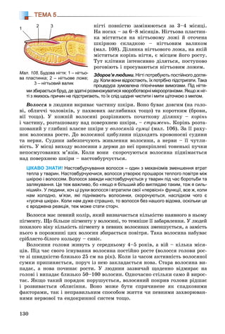 130
ТЕМА 5
íіãòі ïîâíіñòþ çàìіíþþòüñÿ çà 3–4 ìіñÿöі.
Íà íîãàõ – çà 6–8 ìіñÿöіâ. Íіãòüîâà ïëàñòèí-
êà ìіñòèòüñÿ íà íіãòüîâîìó ëîæі é îòî÷åíà
øêіðíîþ ñêëàäêîþ – íіãòüîâèì âàëèêîì
(ìàë. 108). Äіëÿíêà íіãòüîâîãî ëîæà, íà ÿêіé
ìіñòèòüñÿ êîðіíü íіãòÿ, є ìіñöåì éîãî ðîñòó.
Òóò êëіòèíè іíòåíñèâíî äіëÿòüñÿ, ïîñòóïîâî
ðîãîâіþòü і ïðîñóâàþòüñÿ íіãòüîâèì ëîæåì.
Здоров’я людини. Нігті потребують постійного догля-
ду. Коли вони відростають, їх потрібно підстригати. Така
процедура зумовлена гігієнічними вимогами. Під нігтя-
ми збирається бруд, де здатні розмножуватися хвороботворні мікроорганізми. Якщо ж ніг-
ті з якихось причин не підстригають, то їх слід щодня чистити і мити щіточкою з милом.
Âîëîññÿ â ëþäèíè âêðèâàє ÷àñòèíó øêіðè. Âîíî áóâàє äîâãèì (íà ãîëî-
âі, îáëè÷÷і ÷îëîâіêіâ, ó ïàõâîâèõ çàãëèáèíàõ òîùî) òà êîðîòêèì (áðîâè,
âії òîùî). Ó êîæíіé âîëîñèíі ðîçðіçíÿþòü ïî÷àòêîâó äіëÿíêó – êîðіíü
і ÷àñòèíó, ðîçòàøîâàíó íàä ïîâåðõíåþ øêіðè, – ñòðèæåíü. Êîðіíü ðîçòà-
øîâàíèé ó ãëèáèíі âëàñíå øêіðè ó âîëîñÿíіé ñóìöі (ìàë. 106). Çà її ðàõó-
íîê âîëîñèíà ðîñòå. Äî âîëîñÿíîї öèáóëèíè ïіäõîäÿòü êðîâîíîñíі ñóäèíè
òà íåðâè. Ñóäèíè çàáåçïå÷óþòü æèâëåííÿ âîëîñèíè, à íåðâè – її ÷óòëè-
âіñòü. Ó ìіñöі âèõîäó âîëîñèíè ç äåðìè äî íåї ïðèêðіïëåíі òîíåíüêі ïó÷êè
íåïîñìóãîâàíèõ ì’ÿçіâ. Êîëè âîíè ñêîðî÷óþòüñÿ âîëîñèíà ïіäíіìàєòüñÿ
íàä ïîâåðõíåþ øêіðè – íàñòîâáóð÷óєòüñÿ.
ЦІКАВО ЗНАТИ! Настовбурчування волосся – один з механізмів зменшення втрат
тепла у тварин. Настовбурчуючися, волосся утворює прошарок теплого повітря між
шкірою і волоссям. Волосся завжди настовбурчується у тварин під час боротьби та
залякування. Це теж важливо, бо «якщо я більший або виглядаю таким, тож я силь-
ніший». У людини, хоч ці рухи волосся і втратили свої «первісні» функції, все ж, коли
нам холодно, м’язи, які піднімають волосинки, скорочуються, наслідком чого є
«гусяча шкіра». Коли нам дуже страшно, то волосся без нашого відома, оскільки це
є вроджена реакція, теж може стати сторч.
Âîëîññÿ ìàє ïåâíèé êîëіð, ÿêèé âèçíà÷àєòüñÿ êіëüêіñòþ íàÿâíîãî â íüîìó
ïіãìåíòó. Ùî áіëüøå ïіãìåíòó ó âîëîñèíі, òî òåìíіøå її çàáàðâëåííÿ. Ó ëþäåé
ïîõèëîãî âіêó êіëüêіñòü ïіãìåíòó â ïåâíèõ âîëîñèíàõ çìåíøóєòüñÿ, à çàìіñòü
íüîãî â ïîðîæíèíі öèõ âîëîñèí çáèðàєòüñÿ ïîâіòðÿ. Òàêà âîëîñèíà íàáóâàє
ñðіáëÿñòî-áіëîãî êîëüîðó – ñèâіє.
Âîëîñèíè ãîëîâè æèâóòü ó ñåðåäíüîìó 4–5 ðîêіâ, à âіé – êіëüêà ìіñÿ-
öіâ. Ïіä ÷àñ ñâîãî іñíóâàííÿ âîëîñèíà ïîñòіéíî ðîñòå (âîëîññÿ ãîëîâè ðîñ-
òå çі øâèäêіñòþ áëèçüêî 25 ñì íà ðіê). Êîëè іç ÷àñîì àêòèâíіñòü âîëîñÿíîї
ñóìêè ïðèïèíÿєòüñÿ, ïîðó÷ іç íåþ çàêëàäàєòüñÿ íîâà. Ñòàðà âîëîñèíà âè-
ïàäàє, à íîâà ïî÷èíàє ðîñòè. Ó ëþäèíè çàçâè÷àé ùîäåííî âіäìèðàє íà
ãîëîâі і âèïàäàє áëèçüêî 50–100 âîëîñèí. Îäíî÷àñíî ñòіëüêè ñàìî é âèðîñ-
òàє. ßêùî òàêèé ïîðÿäîê ïîðóøóєòüñÿ, âîëîñÿíèé ïîêðèâ ãîëîâè ðіäøàє
і ðîçâèâàєòüñÿ îáëèñіííÿ. Âîíî ìîæå áóòè ñïðè÷èíåíå ÿê ñïàäêîâèìè
ôàêòîðàìè, òàê і íåïðàâèëüíèì ñïîñîáîì æèòòÿ ÷è ïåâíèìè çàõâîðþâàí-
íÿìè íåðâîâîї òà åíäîêðèííîї ñèñòåì òîùî.
Мал. 108М 108. Будова нігтя: 1 – нігтьо-Б і 1 і
ва пластинка; 2 – нігтьове ложе;
3 – нігтьовий валик
11
2 3
 