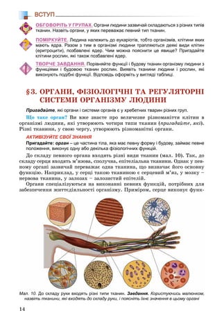 14
ВСТУП
ОБГОВОРІТЬ У ГРУПАХ. Органи людини зазвичай складаються з різних типів
тканин. Назвіть органи, у яких переважає певний тип тканин.
ПОМІРКУЙТЕ. Людина належить до еукаріотів, тобто організмів, клітини яких
мають ядра. Разом з тим в організмі людини трапляються деякі види клітин
(еритроцити), позбавлені ядер. Чим можна пояснити це явище? Пригадайте
клітини рослин, які також позбавлені ядер.
ТВОРЧЕ ЗАВДАННЯ. Порівняйте функції і будову тканин організму людини з
функціями і будовою тканин рослин. Виявіть тканини людини і рослин, які
виконують подібні функції. Відповідь оформіть у вигляді таблиці.
§3. ÎÐÃÀÍÈ, ÔІÇІÎËÎÃІ×ÍІ ÒÀ ÐÅÃÓËßÒÎÐÍІ
ÑÈÑÒÅÌÈ ÎÐÃÀÍІÇÌÓ ËÞÄÈÍÈ
Пригадайте, які органи і системи органів є у хребетних тварин різних груп.
Ùî òàêå îðãàí? Âè âæå çíàєòå ïðî âåëè÷åçíå ðіçíîìàíіòòÿ êëіòèí â
îðãàíіçìі ëþäèíè, ÿêі óòâîðþþòü ÷îòèðè òèïè òêàíèí (ïðèãàäàéòå, ÿêі).
Ðіçíі òêàíèíè, ó ñâîþ ÷åðãó, óòâîðþþòü ðіçíîìàíіòíі îðãàíè.
АКТИВІЗУЙТЕ СВОЇ ЗНАННЯ
Пригадайте: орган – це частина тіла, яка має певну форму і будову, займає певне
положення, виконує одну або декілька фізіологічних функцій.
Äî ñêëàäó ïåâíîãî îðãàíà âõîäÿòü ðіçíі âèäè òêàíèí (ìàë. 10). Òàê, äî
ñêëàäó ñåðöÿ âõîäÿòü ì’ÿçîâà, ñïîëó÷íà, åïіòåëіàëüíà òêàíèíè. Îäíàê ó ïåâ-
íîìó îðãàíі çàçâè÷àé ïåðåâàæàє îäíà òêàíèíà, ùî âèçíà÷àє éîãî îñíîâíó
ôóíêöіþ. Íàïðèêëàä, ó ñåðöі òàêîþ òêàíèíîþ є ñåðöåâèé ì’ÿç, ó ìîçêó –
íåðâîâà òêàíèíà, ó çàëîçàõ – çàëîçèñòèé åïіòåëіé.
Îðãàíè ñïåöіàëіçóþòüñÿ íà âèêîíàííі ïåâíèõ ôóíêöіé, ïîòðіáíèõ äëÿ
çàáåçïå÷åííÿ æèòòєäіÿëüíîñòі îðãàíіçìó. Ïðèìіðîì, ñåðöå âèêîíóє ôóíê-
Мал. 10. До складу руки входять різні типи тканин. Завдання. Користуючись малюнком,
назвіть тканини, які входять до складу руки, і поясніть їхнє значення в цьому органі
 