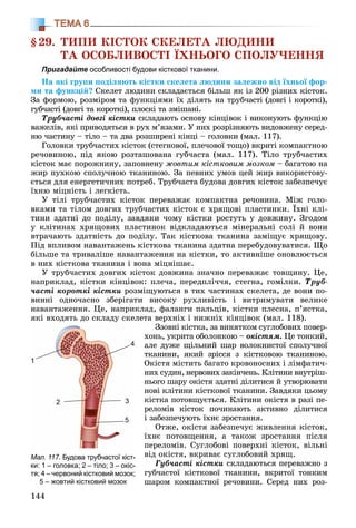 144
ТЕМА 6
§29. ÒÈÏÈ ÊІÑÒÎÊ ÑÊÅËÅÒÀ ËÞÄÈÍÈ
ÒÀ ÎÑÎÁËÈÂÎÑÒІ ЇÕÍÜÎÃÎ ÑÏÎËÓ×ÅÍÍß
Пригадайте особливості будови кісткової тканини.
Íà ÿêі ãðóïè ïîäіëÿþòü êіñòêè ñêåëåòà ëþäèíè çàëåæíî âіä їõíüîї ôîð-
ìè òà ôóíêöіé? Ñêåëåò ëþäèíè ñêëàäàєòüñÿ áіëüø ÿê іç 200 ðіçíèõ êіñòîê.
Çà ôîðìîþ, ðîçìіðîì òà ôóíêöіÿìè їõ äіëÿòü íà òðóá÷àñòі (äîâãі і êîðîòêі),
ãóá÷àñòі (äîâãі òà êîðîòêі), ïëîñêі òà çìіøàíі.
Òðóá÷àñòі äîâãі êіñòêè ñêëàäàþòü îñíîâó êіíöіâîê і âèêîíóþòü ôóíêöіþ
âàæåëіâ, ÿêі ïðèâîäÿòüñÿ â ðóõ ì’ÿçàìè. Ó íèõ ðîçðіçíÿþòü âèäîâæåíó ñåðåä-
íþ ÷àñòèíó – òіëî – òà äâà ðîçøèðåíі êіíöі – ãîëîâêè (ìàë. 117).
Ãîëîâêè òðóá÷àñòèõ êіñòîê (ñòåãíîâîї, ïëå÷îâîї òîùî) âêðèòі êîìïàêòíîþ
ðå÷îâèíîþ, ïіä ÿêîþ ðîçòàøîâàíà ãóá÷àñòà (ìàë. 117). Òіëî òðóá÷àñòèõ
êіñòîê ìàє ïîðîæíèíó, çàïîâíåíó æîâòèì êіñòêîâèì ìîçêîì – áàãàòîþ íà
æèð ïóõêîþ ñïîëó÷íîþ òêàíèíîþ. Çà ïåâíèõ óìîâ öåé æèð âèêîðèñòîâó-
єòüñÿ äëÿ åíåðãåòè÷íèõ ïîòðåá. Òðóá÷àñòà áóäîâà äîâãèõ êіñòîê çàáåçïå÷óє
їõíþ ìіöíіñòü і ëåãêіñòü.
Ó òіëі òðóá÷àñòèõ êіñòîê ïåðåâàæàє êîìïàêòíà ðå÷îâèíà. Ìіæ ãîëî-
âêàìè òà òіëîì äîâãèõ òðóá÷àñòèõ êіñòîê є õðÿùîâі ïëàñòèíêè. Їõíі êëі-
òèíè çäàòíі äî ïîäіëó, çàâäÿêè ÷îìó êіñòêè ðîñòóòü ó äîâæèíó. Çãîäîì
ó êëіòèíàõ õðÿùîâèõ ïëàñòèíîê âіäêëàäàþòüñÿ ìіíåðàëüíі ñîëі é âîíè
âòðà÷àþòü çäàòíіñòü äî ïîäіëó. Òàê êіñòêîâà òêàíèíà çàìіùóє õðÿùîâó.
Ïіä âïëèâîì íàâàíòàæåíü êіñòêîâà òêàíèíà çäàòíà ïåðåáóäîâóâàòèñÿ. Ùî
áіëüøå òà òðèâàëіøå íàâàíòàæåííÿ íà êіñòêè, òî àêòèâíіøå îíîâëþєòüñÿ
â íèõ êіñòêîâà òêàíèíà і âîíà ìіöíіøàє.
Ó òðóá÷àñòèõ äîâãèõ êіñòîê äîâæèíà çíà÷íî ïåðåâàæàє òîâùèíó. Öå,
íàïðèêëàä, êіñòêè êіíöіâîê: ïëå÷à, ïåðåäïëі÷÷ÿ, ñòåãíà, ãîìіëêè. Òðóá-
÷àñòі êîðîòêі êіñòêè ðîçìіùóþòüñÿ â òèõ ÷àñòèíàõ ñêåëåòà, äå âîíè ïî-
âèííі îäíî÷àñíî çáåðіãàòè âèñîêó ðóõëèâіñòü і âèòðèìóâàòè âåëèêå
íàâàíòàæåííÿ. Öå, íàïðèêëàä, ôàëàíãè ïàëüöіâ, êіñòêè ïëåñíà, ï’ÿñòêà,
ÿêі âõîäÿòü äî ñêëàäó ñêåëåòà âåðõíіõ і íèæíіõ êіíöіâîê (ìàë. 118).
Ççîâíі êіñòêà, çà âèíÿòêîì ñóãëîáîâèõ ïîâåð-
õîíü, óêðèòà îáîëîíêîþ – îêіñòÿì. Öå òîíêèé,
àëå äóæå ùіëüíèé øàð âîëîêíèñòîї ñïîëó÷íîї
òêàíèíè, ÿêèé çðіññÿ ç êіñòêîâîþ òêàíèíîþ.
Îêіñòÿ ìіñòèòü áàãàòî êðîâîíîñíèõ і ëіìôàòè÷-
íèõ ñóäèí, íåðâîâèõ çàêіí÷åíü. Êëіòèíè âíóòðіø-
íüîãî øàðó îêіñòÿ çäàòíі äіëèòèñÿ é óòâîðþâàòè
íîâі êëіòèíè êіñòêîâîї òêàíèíè. Çàâäÿêè öüîìó
êіñòêà ïîòîâùóєòüñÿ. Êëіòèíè îêіñòÿ â ðàçі ïå-
ðåëîìіâ êіñòîê ïî÷èíàþòü àêòèâíî äіëèòèñÿ
і çàáåçïå÷óþòü їõíє çðîñòàííÿ.
Îòæå, îêіñòÿ çàáåçïå÷óє æèâëåííÿ êіñòîê,
їõíє ïîòîâùåííÿ, à òàêîæ çðîñòàííÿ ïіñëÿ
ïåðåëîìіâ. Ñóãëîáîâі ïîâåðõíі êіñòîê, âіëüíі
âіä îêіñòÿ, âêðèâàє ñóãëîáîâèé õðÿù.
Ãóá÷àñòі êіñòêè ñêëàäàþòüñÿ ïåðåâàæíî ç
ãóá÷àñòîї êіñòêîâîї òêàíèíè, âêðèòîї òîíêèì
øàðîì êîìïàêòíîї ðå÷îâèíè. Ñåðåä íèõ ðîç-
Мал. 117. Будова трубчастої кіст-
ки: 1 – головка; 2 – тіло; 3 – окіс-
тя; 4 – червоний кістковий мозок;
5 – жовтий кістковий мозок
1
2
4
3
5
 