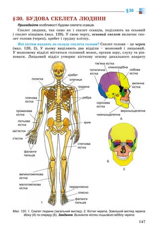 147
§30
§30. ÁÓÄÎÂÀ ÑÊÅËÅÒÀ ËÞÄÈÍÈ
Пригадайте особливості будови скелета ссавців.
Ñêåëåò ëþäèíè, òàê ñàìî ÿê і ñêåëåò ññàâöіâ, ïîäіëÿþòü íà îñüîâèé
і ñêåëåò êіíöіâîê (ìàë. 120). Ó ñâîþ ÷åðãó, îñüîâèé ñêåëåò âêëþ÷àє ñêå-
ëåò ãîëîâè (÷åðåï), õðåáåò і ãðóäíó êëіòêó.
ßêі êіñòêè âõîäÿòü äî ñêëàäó ñêåëåòà ãîëîâè? Ñêåëåò ãîëîâè – öå ÷åðåï
(ìàë. 120, 2). Ó íüîìó âèäіëÿþòü äâà âіääіëè – ìîçêîâèé і ëèöüîâèé.
Ó ìîçêîâîìó âіääіëі ìіñòÿòüñÿ ãîëîâíèé ìîçîê, îðãàíè çîðó, ñëóõó òà ðіâ-
íîâàãè. Ëèöüîâèé âіääіë óòâîðþє êіñòêîâó îñíîâó äèõàëüíîãî àïàðàòó
Мал. 120. 1. Скелет людини (загальний вигляд). 2. Кістки черепа. Зовнішній вигляд черепа
збоку (А) та спереду (Б). Завдання. Визначте кістки лицьового відділу черепа
тім’яна кістка
клиноподібна
лобова
кісткак
А
ББ
2
верхньощелепна
нижньощелепна
вилична
кістка
сскронева
ккістка
потилична
кісткахребет
1
цяключиц
зап’ястокк
п’ясток
рудинагр
леснопередпл
леснопл
лангифал
льцівпал
ффаланги
ппальців
ребра
криж
тегноваст
сткакіс
велиикогомілкова
кісткка
ліктьоова
кісткаа
променева
кістка
плечова
кістка
лопатка
малоогомілкова
кісткка
 