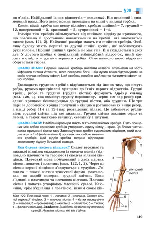 149
§30
íÿ ì’ÿçіâ. Íàéáіëüøèé іç öèõ âіäðîñòêіâ – îñòèñòèé. Âіí íåïàðíèé і ñïðÿ-
ìîâàíèé íàçàä. Éîãî ëåãêî ìîæíà ïðîìàöàòè íà ñïèíі ó âèãëÿäі ãîðáêà.
Êîæåí âіääіë õðåáòà ìàє ïåâíó êіëüêіñòü õðåáöіâ: øèéíèé – 7, ãðóäíèé –
12, ïîïåðåêîâèé – 5, êðèæîâèé – 5, êóïðèêîâèé – 1–4.
Ðîçìіðè òіëà õðåáöіâ çáіëüøóþòüñÿ âіä øèéíîãî âіääіëó äî êðèæîâîãî,
ùî ïîâ’ÿçàíî çі çðîñòàííÿì íàâàíòàæåííÿ íà õðåáöі, ÿêі çíàõîäÿòüñÿ
íèæ÷å (ìàë. 121, 2). Íàéìåíøі ðîçìіðè ìàþòü ñіì øèéíèõ õðåáöіâ. Îñîá-
ëèâó áóäîâó ìàþòü ïåðøèé òà äðóãèé øèéíі õðåáöі, ÿêі çàáåçïå÷óþòü
ðóõè ãîëîâè. Ïåðøèé øèéíèé õðåáåöü íå ìàє òіëà. Âіí ñêëàäàєòüñÿ ç äâîõ
äóã. Ó äðóãîãî õðåáöÿ є ñïåöіàëüíèé çóáîïîäіáíèé âіäðîñòîê, ÿêèé âõî-
äèòü â îòâіð ìіæ äóãàìè ïåðøîãî õðåáöÿ. Ñàìå íàâêîëî öüîãî âіäðîñòêà
îáåðòàєòüñÿ ãîëîâà.
ЦІКАВО ЗНАТИ! Перший шийний хребець анатоми назвали атлантом на честьм
міфічного титана Атланта, якого покарали боги, і він мусив вічно підтримувати на
своїх плечах небесну сферу. Цей хребець подібно до Атланта підтримує сферу на-
шої голови.
Äâàíàäöÿòü ãðóäíèõ õðåáöіâ âіäðіçíÿþòüñÿ âіä іíøèõ òèì, ùî íåñóòü
ðåáðà, ðóõîìî ïðèêðіïëåíі õðÿùàìè äî їõíіõ ïàðíèõ âіäðîñòêіâ. Ãðóäíі
õðåáöі, ðåáðà òà ãðóäèíà (ãðóäíà êіñòêà) ôîðìóþòü ãðóäíó êëіòêó
(ìàë. 120, 1), ÿêà îáìåæóє ãðóäíó ïîðîæíèíó. Ïåðøі ñіì ïàð ðåáåð ïðè-
єäíàíі õðÿùàìè áåçïîñåðåäíüî äî ãðóäíîї êіñòêè, àáî ãðóäèíè. Ùå òðè
ïàðè çà äîïîìîãîþ õðÿùà ñïîëó÷åíі ç êіíöÿìè ðîçòàøîâàíèõ âèùå ðåáåð,
à êіíöі ðåáåð 11-ї òà 12-ї ïàð ðîçòàøîâàíі âіëüíî. Öå çàáåçïå÷óє ðóõëè-
âіñòü ãðóäíîї êëіòêè ïіä ÷àñ äèõàííÿ. Ãðóäíà êëіòêà çàõèùàє ñåðöå òà
ëåãåíі, à òàêîæ ÷àñòêîâî ïå÷іíêó, ñåëåçіíêó і øëóíîê.
ЦІКАВО ЗНАТИ! Найбільші розміри мають п’ять поперекових хребців. П’ять зроще-
них між собою крижових хребців утворюють єдину кістку – криж. До бічних частин
крижа приєднані кістки тазу. Завершується хребет куприковим відділом, який скла-
дається з 1–5 (найчастіше 4) зрослих між собою невели-
ких хребців. Цей відділ хребта людини відповідає
хвостовому відділу більшості ссавців.
ßêà áóäîâà ñêåëåòà êіíöіâîê? Ñêåëåò âåðõíüîї òà
íèæíüîї êіíöіâîê ñêëàäàєòüñÿ іç ñêåëåòà ïîÿñіâ (âіä-
ïîâіäíî ïëå÷îâîãî òà òàçîâîãî) і ñêåëåòà âіëüíîї êіí-
öіâêè. Ïëå÷îâèé ïîÿñ ïîáóäîâàíèé ç äâîõ ïàðíèõ
êіñòîê: ëîïàòîê і êëþ÷èöü (ìàë. 122, 1, 2). ×åðåç öі
êіñòêè âåðõíі êіíöіâêè ç’єäíóþòüñÿ ç òóëóáîì. Ëî-
ïàòêè – ïëîñêі êіñòêè òðèêóòíîї ôîðìè, ðîçòàøî-
âàíі íà çàäíіé ïîâåðõíі ãðóäíîї êëіòêè. Âîíè
ç’єäíàíі ç êëþ÷èöåþ òà ïëå÷îâîþ êіñòêîþ. Ïëå÷îâà
êіñòêà і ëîïàòêà óòâîðþþòü ïëå÷îâèé ñóãëîá. Êëþ-
÷èöÿ, êðіì ç’єäíàííÿ ç ëîïàòêîþ, іíøèì ñâîїì êіí-
Мал. 122. Плечовий пояс: 1 – лопатка; 2 – ключиця. Скелет віль-
ної верхньої кінцівки: 3 – плечова кістка; 4 – кістки передпліччя
(а – ліктьова, б – променева); 5 – кисть (а – зап’ясток; б – п’ясток;
в – фаланги пальців). Завдання. Знайдіть на малюнку плечовий
суглоб. Назвіть кістки, які він з’єднує
4
1
а
а
б
в
б
2
3
444
5
ліктьовий
суглоб
 