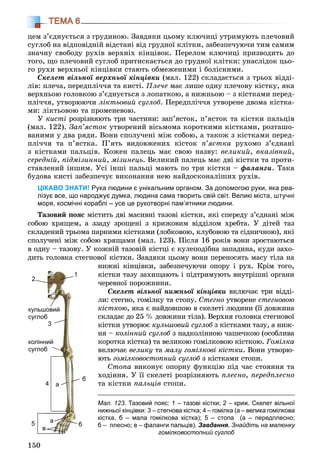 150
ТЕМА 6
öåì ç’єäíóєòüñÿ ç ãðóäèíîþ. Çàâäÿêè öüîìó êëþ÷èöі óòðèìóþòü ïëå÷îâèé
ñóãëîá íà âіäïîâіäíіé âіäñòàíі âіä ãðóäíîї êëіòêè, çàáåçïå÷óþ÷è òèì ñàìèì
çíà÷íó ñâîáîäó ðóõіâ âåðõíіõ êіíöіâîê. Ïåðåëîì êëþ÷èöі ïðèçâîäèòü äî
òîãî, ùî ïëå÷îâèé ñóãëîá ïðèòèñêàєòüñÿ äî ãðóäíîї êëіòêè: óíàñëіäîê öüî-
ãî ðóõè âåðõíüîї êіíöіâêè ñòàþòü îáìåæåíèìè і áîëіñíèìè.
Ñêåëåò âіëüíîї âåðõíüîї êіíöіâêè (ìàë. 122) ñêëàäàєòüñÿ ç òðüîõ âіääі-
ëіâ: ïëå÷à, ïåðåäïëі÷÷ÿ òà êèñòі. Ïëå÷å ìàє ëèøå îäíó ïëå÷îâó êіñòêó, ÿêà
âåðõíüîþ ãîëîâêîþ ç’єäíóєòüñÿ ç ëîïàòêîþ, à íèæíüîþ – ç êіñòêàìè ïåðåä-
ïëі÷÷ÿ, óòâîðþþ÷è ëіêòüîâèé ñóãëîá. Ïåðåäïëі÷÷ÿ óòâîðåíå äâîìà êіñòêà-
ìè: ëіêòüîâîþ òà ïðîìåíåâîþ.
Ó êèñòі ðîçðіçíÿþòü òðè ÷àñòèíè: çàï’ÿñòîê, ï’ÿñòîê òà êіñòêè ïàëüöіâ
(ìàë. 122). Çàï’ÿñòîê óòâîðåíèé âіñüìîìà êîðîòêèìè êіñòêàìè, ðîçòàøî-
âàíèìè ó äâà ðÿäè. Âîíè ñïîëó÷åíі ìіæ ñîáîþ, à òàêîæ ç êіñòêàìè ïåðåä-
ïëі÷÷ÿ òà ï’ÿñòêà. Ï’ÿòü âèäîâæåíèõ êіñòîê ï’ÿñòêà ðóõîìî ç’єäíàíі
ç êіñòêàìè ïàëüöіâ. Êîæåí ïàëåöü ìàє ñâîþ íàçâó: âåëèêèé, âêàçіâíèé,
ñåðåäíіé, ïіäìіçèííèé, ìіçèíåöü. Âåëèêèé ïàëåöü ìàє äâі êіñòêè òà ïðîòè-
ñòàâëåíèé іíøèì. Óñі іíøі ïàëüöі ìàþòü ïî òðè êіñòêè – ôàëàíãè. Òàêà
áóäîâà êèñòі çàáåçïå÷óє âèêîíàííÿ íåþ íàéäîñêîíàëіøèõ ðóõіâ.
ЦІКАВО ЗНАТИ! Рука людини є унікальним органом. За допомогою руки, яка реа-
лізує все, що народжує думка, людина сама творить свій світ. Великі міста, штучні
моря, космічні кораблі – усе це рукотворні пам’ятники людини.
Òàçîâèé ïîÿñ ìіñòèòü äâі ìàñèâíі òàçîâі êіñòêè, ÿêі ñïåðåäó ç’єäíàíі ìіæ
ñîáîþ õðÿùåì, à ççàäó çðîùåíі ç êðèæîâèì âіääіëîì õðåáòà. Ó äіòåé òàç
ñêëàäåíèé òðüîìà ïàðíèìè êіñòêàìè (ëîáêîâîþ, êëóáîâîþ òà ñіäíè÷íîþ), ÿêі
ñïîëó÷åíі ìіæ ñîáîþ õðÿùàìè (ìàë. 123). Ïіñëÿ 16 ðîêіâ âîíè çðîñòàþòüñÿ
â îäíó – òàçîâó. Ó êîæíіé òàçîâіé êіñòöі є êóëåïîäіáíà çàïàäèíà, êóäè çàõî-
äèòü ãîëîâêà ñòåãíîâîї êіñòêè. Çàâäÿêè öüîìó âîíè ïåðåíîñÿòü ìàñó òіëà íà
íèæíі êіíöіâêè, çàáåçïå÷óþ÷è îïîðó і ðóõ. Êðіì òîãî,
êіñòêè òàçó çàõèùàþòü і ïіäòðèìóþòü âíóòðіøíі îðãàíè
÷åðåâíîї ïîðîæíèíè.
Ñêåëåò âіëüíîї íèæíüîї êіíöіâêè âêëþ÷àє òðè âіääі-
ëè: ñòåãíî, ãîìіëêó òà ñòîïó. Ñòåãíî óòâîðåíå ñòåãíîâîþ
êіñòêîþ, ÿêà є íàéäîâøîþ â ñêåëåòі ëþäèíè (її äîâæèíà
ñêëàäàє äî 25 % äîâæèíè òіëà). Âåðõíÿ ãîëîâêà ñòåãíîâîї
êіñòêè óòâîðþє êóëüøîâèé ñóãëîá ç êіñòêàìè òàçó, à íèæ-á
íÿ – êîëіííèé ñóãëîá ç íàäêîëіííîþ ÷àøå÷êîþ (îñîáëèâàá
êîðîòêà êіñòêà) òà âåëèêîþ ãîìіëêîâîþ êіñòêîþ. Ãîìіëêà
âêëþ÷àє âåëèêó òà ìàëó ãîìіëêîâі êіñòêè. Âîíè óòâîðþ-
þòü ãîìіëêîâîñòîïíèé ñóãëîá ç êіñòêàìè ñòîïè.á
Ñòîïà âèêîíóє îïîðíó ôóíêöіþ ïіä ÷àñ ñòîÿííÿ òà
õîäіííÿ. Ó її ñêåëåòі ðîçðіçíÿþòü ïëåñíî, ïåðåäïëåñíî
òà êіñòêè ïàëüöіâ ñòîïè.
2
1
3
4
5
а
б
а
бб
вв
коліннний
суглобб
кульшшовий
суглобб
Мал. 123. Тазовий пояс: 1 – тазові кістки; 2 – криж. Скелет вільної
нижньої кінцівки: 3 – стегнова кістка; 4 – гомілка (а – велика гомілкова
кістка, б – мала гомілкова кістка); 5 – стопа (а – передплесно;
б – плесно; в – фаланги пальців). Завдання. Знайдіть на малюнку
гомілковостопний суглоб
 