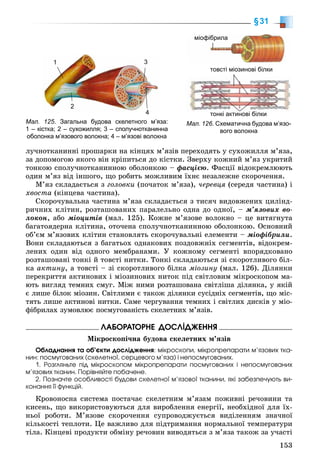 153
§31
ëó÷íîòêàíèííі ïðîøàðêè íà êіíöÿõ ì’ÿçіâ ïåðåõîäÿòü ó ñóõîæèëëÿ ì’ÿçà,
çà äîïîìîãîþ ÿêîãî âіí êðіïèòüñÿ äî êіñòêè. Çâåðõó êîæíèé ì’ÿç óêðèòèé
òîíêîþ ñïîëó÷íîòêàíèííîþ îáîëîíêîþ – ôàñöієþ. Ôàñöії âіäîêðåìëþþòü
îäèí ì’ÿç âіä іíøîãî, ùî ðîáèòü ìîæëèâèì їõíє íåçàëåæíå ñêîðî÷åííÿ.
Ì’ÿç ñêëàäàєòüñÿ ç ãîëîâêè (ïî÷àòîê ì’ÿçà), ÷åðåâöÿ (ñåðåäÿ ÷àñòèíà) і
õâîñòà (êіíöåâà ÷àñòèíà).
Ñêîðî÷óâàëüíà ÷àñòèíà ì’ÿçà ñêëàäàєòüñÿ ç òèñÿ÷ âèäîâæåíèõ öèëіíä-
ðè÷íèõ êëіòèí, ðîçòàøîâàíèõ ïàðàëåëüíî îäíà äî îäíîї, – ì’ÿçîâèõ âî-
ëîêîí, àáî ìіîöèòіâ (ìàë. 125). Êîæíå ì’ÿçîâå âîëîêíî – öå âèòÿãíóòà
áàãàòîÿäåðíà êëіòèíà, îòî÷åíà ñïîëó÷íîòêàíèííîþ îáîëîíêîþ. Îñíîâíèé
îá’єì ì’ÿçîâèõ êëіòèí ñòàíîâëÿòü ñêîðî÷óâàëüíі åëåìåíòè – ìіîôіáðèëè.
Âîíè ñêëàäàþòüñÿ ç áàãàòüîõ îäíàêîâèõ ïîçäîâæíіõ ñåãìåíòіâ, âіäîêðåì-
ëåíèõ îäèí âіä îäíîãî ìåìáðàíàìè. Ó êîæíîìó ñåãìåíòі âïîðÿäêîâàíî
ðîçòàøîâàíі òîíêі é òîâñòі íèòêè. Òîíêі ñêëàäàþòüñÿ çі ñêîðîòëèâîãî áіë-
êà àêòèíó, à òîâñòі – çі ñêîðîòëèâîãî áіëêà ìіîçèíó (ìàë. 126). Äіëÿíêè
ïåðåêðèòòÿ àêòèíîâèõ і ìіîçèíîâèõ íèòîê ïіä ñâіòëîâèì ìіêðîñêîïîì ìà-
þòü âèãëÿä òåìíèõ ñìóã. Ìіæ íèìè ðîçòàøîâàíà ñâіòëіøà äіëÿíêà, ó ÿêіé
є ëèøå áіëîê ìіîçèí. Ñâіòëèìè є òàêîæ äіëÿíêè ñóñіäíіõ ñåãìåíòіâ, ùî ìіñ-
òÿòü ëèøå àêòèíîâі íèòêè. Ñàìå ÷åðãóâàííÿ òåìíèõ і ñâіòëèõ äèñêіâ ó ìіî-
ôіáðèëàõ çóìîâëþє ïîñìóãîâàíіñòü ñêåëåòíèõ ì’ÿçіâ.
ËÀÁÎÐÀÒÎÐÍÅ ÄÎÑËІÄÆÅÍÍß
Ìіêðîñêîïі÷íà áóäîâà ñêåëåòíèõ ì’ÿçіâ
Îáëàäíàííÿ òà îá’єêòè äîñëіäæåííÿ: ìіêðîñêîïè, ìіêðîïðåïàðàòè ì’ÿçîâèõ òêà-
íèí: ïîñìóãîâàíèõ (ñêåëåòíîї, ñåðöåâîãî ì’ÿçà) і íåïîñìóãîâàíèõ.
1. Ðîçãëÿíüòå ïіä ìіêðîñêîïîì ìіêðîïðåïàðàòè ïîñìóãîâàíèõ і íåïîñìóãîâàíèõ
ì’ÿçîâèõ òêàíèí. Ïîðіâíÿéòå ïîáà÷åíå.
2. Ïîçíà÷òå îñîáëèâîñòі áóäîâè ñêåëåòíîї ì’ÿçîâîї òêàíèíè, ÿêі çàáåçïå÷óþòü âè-
êîíàííÿ її ôóíêöіé.
Êðîâîíîñíà ñèñòåìà ïîñòà÷àє ñêåëåòíèì ì’ÿçàì ïîæèâíі ðå÷îâèíè òà
êèñåíü, ùî âèêîðèñòîâóþòüñÿ äëÿ âèðîáëåííÿ åíåðãії, íåîáõіäíîї äëÿ їõ-
íüîї ðîáîòè. Ì’ÿçîâå ñêîðî÷åííÿ ñóïðîâîäæóєòüñÿ âèäіëåííÿì çíà÷íîї
êіëüêîñòі òåïëîòè. Öå âàæëèâî äëÿ ïіäòðèìàííÿ íîðìàëüíîї òåìïåðàòóðè
òіëà. Êіíöåâі ïðîäóêòè îáìіíó ðå÷îâèí âèâîäÿòüñÿ ç ì’ÿçà òàêîæ çà ó÷àñòі
Мал. 125. Загальна будова скелетного м’яза:
1 – кістка; 2 – сухожилля; 3 – сполучнотканинна
оболонка м’язового волокна; 4 – м’язові волокна
1
44
3
2
Мал. 126. Схематична будова м’язо-
вого волокна
міофібрила
товсті міозинові білки
тонкі актинові білкитонкі актинові білки
 