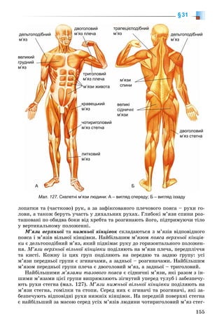 155
§31
ëîïàòêè òà (÷àñòêîâî) ðóê, à çà çàôіêñîâàíîãî ïëå÷îâîãî ïîÿñà – ðóõè ãî-
ëîâè, à òàêîæ áåðóòü ó÷àñòü ó äèõàëüíèõ ðóõàõ. Ãëèáîêі ì’ÿçè ñïèíè ðîç-
òàøîâàíі ïî îáèäâà áîêè âіä õðåáòà òà ðîçãèíàþòü éîãî, ïіäòðèìóþ÷è òіëî
ó âåðòèêàëüíîìó ïîëîæåííі.
Ì’ÿçè âåðõíüîї òàї íèæíüîї êіíöіâîê ñêëàäàþòüñÿ ç ì’ÿçіâ âіäïîâіäíîãî
ïîÿñà і ì’ÿçіâ âіëüíîї êіíöіâêè. Íàéáіëüøèì ì’ÿçîì ïîÿñà âåðõíüîї êіíöіâ-
êè є äåëüòîïîäіáíèé ì’ÿç, ÿêèé ïіäíіìàє ðóêó äî ãîðèçîíòàëüíîãî ïîëîæåí-
íÿ. Ì’ÿçè âåðõíüîї âіëüíîї êіíöіâêè ïîäіëÿþòü íà ì’ÿçè ïëå÷à, ïåðåäïëі÷÷ÿ
òà êèñòі. Êîæíó іç öèõ ãðóï ïîäіëÿþòü íà ïåðåäíþ òà çàäíþ ãðóïó: óñі
ì’ÿçè ïåðåäíüîї ãðóïè є çãèíà÷àìè, à çàäíüîї – ðîçãèíà÷àìè. Íàéáіëüøèì
ì’ÿçîì ïåðåäíüîї ãðóïè ïëå÷à є äâîãîëîâèé ì’ÿç, à çàäíüîї – òðèãîëîâèé.
Íàéáіëüøèìè ì’ÿçàìè òàçîâîãî ïîÿñà є ñіäíè÷íі ì’ÿçè, ÿêі ðàçîì ç іí-
øèìè ì’ÿçàìè öієї ãðóïè âèïðÿìëÿþòü çіãíóòèé óïåðåä òóëóá і çàáåçïå÷ó-
þòü ðóõè ñòåãíà (ìàë. 127). Ì’ÿçè íèæíüîї âіëüíîї êіíöіâêè ïîäіëÿþòü íà
ì’ÿçè ñòåãíà, ãîìіëêè òà ñòîïè. Ñåðåä íèõ є çãèíà÷і òà ðîçãèíà÷і, ÿêі çà-
áåçïå÷óþòü âіäïîâіäíі ðóõè íèæíіõ êіíöіâîê. Íà ïåðåäíіé ïîâåðõíі ñòåãíà
є íàéáіëüøèé çà ìàñîþ ñåðåä óñіõ ì’ÿçіâ ëþäèíè ÷îòèðèãîëîâèé ì’ÿç ñòåã-
Мал. 127. Скелетні м’язи людини: А – вигляд спереду; Б – вигляд іззаду
делльтоподібний
м’яяз
йдельтоподібни
м’яз
трапецієподібний
м’яз
двоголовий
м’яз плеча
ийдвоголови
ам’яз стегн
м’язи живота
м’язи
спини
кравецький
м’яз
литковий
м’яз
триголовий
м’яз плеча
чотириголовий
м’яз стегна
великі
сідничні
м’язи
велликий
груудний
м’яяз
А Б
 