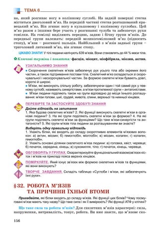 156
ТЕМА 6
íà, ÿêèé ðîçãèíàє íîãó â êîëіííîìó ñóãëîáі. Íà çàäíіé ïîâåðõíі ñòåãíà
ìіñòèòüñÿ äâîãîëîâèé ì’ÿç. Íà ïåðåäíіé ÷àñòèíі ñòåãíà ðîçòàøîâàíèé êðà-
âåöüêèé ì’ÿç. Âіí çãèíàє íîãó â êóëüøîâîìó і êîëіííîìó ñóãëîáàõ. Öåé
ì’ÿç ðàçîì ç іíøèìè áåðå ó÷àñòü ó ðîçãèíàííі òóëóáà òà çàáåçïå÷óє ðóõè
ãîìіëêè. Íà ãîìіëöі âèäіëÿþòü ïåðåäíþ, çàäíþ і áі÷íó ãðóïè ì’ÿçіâ. Äî
ïåðåäíüîї ãðóïè íàëåæàòü: ïåðåäíіé âåëèêîãîìіëêîâèé ì’ÿç (ïіäíîñèòü
ñòîïó), ì’ÿçè – ðîçãèíà÷і ïàëüöіâ. Íàéáіëüøèé ç ì’ÿçіâ çàäíüîї ãðóïè –
òðèãîëîâèé ëèòêîâèé ì’ÿç, âіí çãèíàє ñòîïó.
ЦІКАВО ЗНАТИ! У тілі людини налічують 639 м’язів. Вони становлять до 44 % маси тіла.
Êëþ÷îâі òåðìіíè і ïîíÿòòÿ: ôàñöіÿ, ìіîöèò, ìіîôіáðèëà, ìіîçèí, àêòèí.
УЗАГАЛЬНИМО ЗНАННЯ
Скорочення скелетних м’язів забезпечує рух усього тіла або окремих його
частин, а також підтримання постави тіла. Скелетний м’яз складається зі скоро-
чувальної і нескорочувальної частин. За формою скелетні м’язи бувають довгі,
короткі й широкі.
М’язи, які виконують спільну роботу, забезпечуючи один і той самий рух у пев-
ному суглобі, називають синергістами, а м’язи протилежної групи – антагоністами.
М’язи людини поділяють також на групи відповідно до місця їхнього розташу-
вання: м’язи голови, шиї, грудей, живота, спини, верхньої та нижньої кінцівок.
ПЕРЕВІРТЕ ТА ЗАСТОСУЙТЕ ЗДОБУТІ ЗНАННЯ
Дайте відповідь на запитання
1. Яка будова скелетних м’язів? 2. Які функції виконують скелетні м’язи в орга-
нізмі людини? 3. На які групи поділяють скелетні м’язи за формою? 4. На які
групи поділяють скелетні м’язи за функціями? Що таке м’язи-синергісти та ан-
тагоністи? 5. Які групи м’язів тіла людини за розташуванням ви знаєте?
Виберіть одну правильну відповідь
1. Укажіть білки, які входять до складу скоротливих елементів м’язових воло-
кон: а) актин, міозин; б) гемоглобін, міоглобін; в) міозин, колаген; г) колаген,
гемоглобін.
2. Укажіть основні ділянки скелетного м’яза людини: а) головка, хвіст, черевце;
б) початок, середина, кінець; в) сухожилля, тіло; г) початок, кінець, черевце.
ОБГОВОРІТЬ У ГРУПАХ. Охарактеризуйте функціональний взаємозв’язок кіс-
ток і м’язів на прикладі пояса верхніх кінцівок.
ПОМІРКУЙТЕ. Який існує зв’язок між формою скелетних м’язів та функціями,
які вони виконують?
ТВОРЧЕ ЗАВДАННЯ. Складіть таблицю «Суглоби і м’язи, які забезпечують
їхні рухи».
§32. ÐÎÁÎÒÀ Ì’ßÇІÂ
ÒÀ ÏÐÈ×ÈÍÈ ЇÕÍÜÎЇ ÂÒÎÌÈ
Пригадайте, які білки входять до складу м’язів. Які функції цих білків? Чому посму-
говані м’язи мають таку назву? Що таке сила і як її вимірюють? Які функції АТФ у клітині?
Ùî òàêå ñèëà òà ðîáîòà ì’ÿçіâ? Äëÿ ñêåëåòíèõ ì’ÿçіâ õàðàêòåðíі: ñèëà,
íàïðóæåííÿ, âèòðèâàëіñòü, òîíóñ, ðîáîòà. Âè âæå çíàєòå, ùî ì’ÿçîâå ñêî-
 