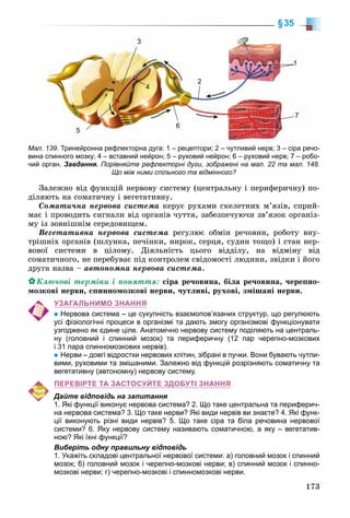 173
§35
Çàëåæíî âіä ôóíêöіé íåðâîâó ñèñòåìó (öåíòðàëüíó і ïåðèôåðè÷íó) ïî-
äіëÿþòü íà ñîìàòè÷íó і âåãåòàòèâíó.
Ñîìàòè÷íà íåðâîâà ñèñòåìà êåðóє ðóõàìè ñêåëåòíèõ ì’ÿçіâ, ñïðèé-
ìàє і ïðîâîäèòü ñèãíàëè âіä îðãàíіâ ÷óòòÿ, çàáåçïå÷óþ÷è çâ’ÿçîê îðãàíіç-
ìó іç çîâíіøíіì ñåðåäîâèùåì.
Âåãåòàòèâíà íåðâîâà ñèñòåìà ðåãóëþє îáìіí ðå÷îâèí, ðîáîòó âíó-
òðіøíіõ îðãàíіâ (øëóíêà, ïå÷іíêè, íèðîê, ñåðöÿ, ñóäèí òîùî) і ñòàí íåð-
âîâîї ñèñòåìè â öіëîìó. Äіÿëüíіñòü öüîãî âіääіëó, íà âіäìіíó âіä
ñîìàòè÷íîãî, íå ïåðåáóâàє ïіä êîíòðîëåì ñâіäîìîñòі ëþäèíè, çâіäêè і éîãî
äðóãà íàçâà – àâòîíîìíà íåðâîâà ñèñòåìà.
Êëþ÷îâі òåðìіíè і ïîíÿòòÿ: ñіðà ðå÷îâèíà, áіëà ðå÷îâèíà, ÷åðåïíî-
ìîçêîâі íåðâè, ñïèííîìîçêîâі íåðâè, ÷óòëèâі, ðóõîâі, çìіøàíі íåðâè.
УЗАГАЛЬНИМО ЗНАННЯ
Нервова система – це сукупність взаємопов’язаних структур, що регулюють
усі фізіологічні процеси в організмі та дають змогу організмові функціонувати
узгоджено як єдине ціле. Анатомічно нервову систему поділяють на централь-
ну (головний і спинний мозок) та периферичну (12 пар черепно-мозкових
і 31 пара спинномозкових нервів).
Нерви – довгі відростки нервових клітин, зібрані в пучки. Вони бувають чутли-
вими, руховими та змішаними. Залежно від функцій розрізняють соматичну та
вегетативну (автономну) нервову систему.
ПЕРЕВІРТЕ ТА ЗАСТОСУЙТЕ ЗДОБУТІ ЗНАННЯ
Дайте відповідь на запитання
1. Які функції виконує нервова система? 2. Що таке центральна та периферич-
на нервова система? 3. Що таке нерви? Які види нервів ви знаєте? 4. Які функ-
ції виконують різні види нервів? 5. Що таке сіра та біла речовина нервової
системи? 6. Яку нервову систему називають соматичною, а яку – вегетатив-
ною? Які їхні функції?
Виберіть одну правильну відповідь
1. Укажіть складові центральної нервової системи: а) головний мозок і спинний
мозок; б) головний мозок і черепно-мозкові нерви; в) спинний мозок і спинно-
мозкові нерви; г) черепно-мозкові і спинномозкові нерви.
Мал. 139. Тринейронна рефлекторна дуга: 1 – рецептори; 2 – чутливий нерв; 3 – сіра речо-
вина спинного мозку; 4 – вставний нейрон; 5 – руховий нейрон; 6 – руховий нерв; 7 – робо-
чий орган. Завдання. Порівняйте рефлекторні дуги, зображені на мал. 22 та мал. 148.
Що між ними спільного та відмінного?
1
7
6
2
4
3
5
 