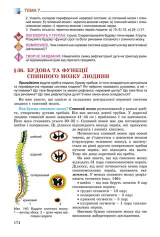 174
ТЕМА 7
2. Укажіть складові периферичної нервової системи: а) головний мозок і спин-
ний мозок; б) головний мозок і черепно-мозкові нерви; в) спинний мозок і спин-
номозкові нерви; г) черепно-мозкові і спинномозкові нерви.
3. Укажіть кількість черепно-мозкових нервів людини: а) 10; б) 12; в) 24; г) 31.
ОБГОВОРІТЬ У ГРУПАХ. І група. Схарактеризуйте будову і типи нервів. ІІ група.
Розкрийте будову і функції сірої та білої речовини головного і спинного мозку.
ПОМІРКУЙТЕ. Чим соматична нервова система відрізняється від вегетативної
(автономної)?
ТВОРЧЕ ЗАВДАННЯ. Намалюйте схему рефлекторної дуги на прикладі реак-
ції відсмикування руки від гарячого предмета.
§36. ÁÓÄÎÂÀ ÒÀ ÔÓÍÊÖІЇ
ÑÏÈÍÍÎÃÎ ÌÎÇÊÓ ËÞÄÈÍÈ
Пригадайте відділи хребта людини, будову хребців.е Із чого складаються центральна
та периферична нервова система людини? Які нейрони називають руховими, а які –
чутливими? Що таке безумовні та умовні рефлекси, нервовий центр? Що таке біла та
сіра речовина? Що таке рефлекторна дуга? З яких ланок вона складається?
Âè âæå çíàєòå, ùî îäíієþ çі ñêëàäîâèõ öåíòðàëüíîї íåðâîâîї ñèñòåìè
ëþäèíè є ñïèííèé ìîçîê.
ßêà áóäîâà ñïèííîãî ìîçêó? Ñïèííèé ìîçîê ðîçòàøîâàíèé ó êàíàëі õðåá-
òà, óòâîðåíîìó äóãàìè õðåáöіâ. Âіí ìàє âèãëÿä äîâãîї òðóáêè. Ó äîðîñëîї
ëþäèíè ñïèííèé ìîçîê çàâäîâæêè 41–45 ñì і ïðèáëèçíî 1 ñì çàâòîâøêè.
Éîãî ìàñà ñòàíîâèòü óñüîãî 30–32 ã. Ñïèííèé ìîçîê ìàє äâà ïîòîâùåííÿ:
øèéíå і ïîïåðåêîâå. Öі äіëÿíêè âіäïîâіäàþòü âèõîäó íåðâіâ, ÿêі ïðÿìóþòü
äî âåðõíіõ і íèæíіõ êіíöіâîê.
Ïî÷èíàєòüñÿ ñïèííèé ìîçîê ïðè îñíîâі
÷åðåïà, äå ç’єäíóєòüñÿ ç äîâãàñòèì ìîçêîì
(ñòðóêòóðîþ ãîëîâíîãî ìîçêó), à çàêіí÷ó-
єòüñÿ íà ðіâíі äðóãîãî ïîïåðåêîâîãî õðåáöÿ
ïó÷êîì íåðâіâ, ÿêі âіäõîäÿòü âіä íüîãî.
Òîìó âіí äåùî êîðîòøèé âіä õðåáòà.
Âè âæå çíàєòå, ùî âіä ñïèííîãî ìîçêó
âіäõîäèòü 31 ïàðà ñïèííîìîçêîâèõ íåðâіâ.
Äіëÿíêó, âіä ÿêîї ïî÷èíàєòüñÿ ïåâíà ïàðà
ñïèííîìîçêîâèõ íåðâіâ, íàçèâàþòü ñåã-
ìåíòîì. Ó ìåæàõ ñïèííîãî ìîçêó ðîçðіç-
íþþòü ñåãìåíòè (ìàë. 140):
• øèéíі – âіä íèõ áåðóòü ïî÷àòîê 8 ïàð
ñïèííîìîçêîâèõ íåðâіâ;
• ãðóäíі ñåãìåíòè – 12 ïàð;
• ïîïåðåêîâі ñåãìåíòè – 5 ïàð;
• êðèæîâі ñåãìåíòè – 5 ïàð;
• êóïðèêîâі ñåãìåíòè – 1 ïàðà ñïèííî-
ìîçêîâèõ íåðâіâ.
Âèâ÷èìî áóäîâó ñïèííîãî ìîçêó ïіä ÷àñ
âèêîíàííÿ ëàáîðàòîðíîãî äîñëіäæåííÿ.
Мал. 140. Відділи спинного мозку:
1 – вигляд збоку; 2 – зрізи через від-
повідні відділи
шийний
грудний
поперековий
крижовий
1 2
 