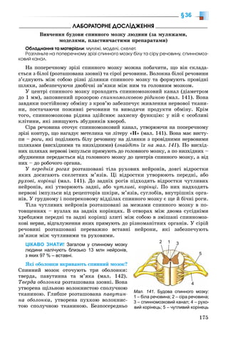175
§36
ËÀÁÎÐÀÒÎÐÍÅ ÄÎÑËІÄÆÅÍÍß
Âèâ÷åííÿ áóäîâè ñïèííîãî ìîçêó ëþäèíè (çà ìóëÿæàìè,
ìîäåëÿìè, ïëàñòèí÷àñòèìè ïðåïàðàòàìè)
Îáëàäíàííÿ òà ìàòåðіàëè: ìóëÿæі, ìîäåëі, ñêåëåò.
Ðîçãëÿíüòå íà ïîïåðå÷íîìó çðіçі ñïèííîãî ìîçêó áіëó òà ñіðó ðå÷îâèíó, ñïèííîìîç-
êîâèé êàíàë.
Íà ïîïåðå÷íîìó çðіçі ñïèííîãî ìîçêó ìîæíà ïîáà÷èòè, ùî âіí ñêëàäà-
єòüñÿ ç áіëîї (ðîçòàøîâàíà ççîâíі) òà ñіðîї ðå÷îâèíè. Âîëîêíà áіëîї ðå÷îâèíè
ç’єäíóþòü ìіæ ñîáîþ ðіçíі äіëÿíêè ñïèííîãî ìîçêó òà ôîðìóþòü ïðîâіäíі
øëÿõè, çàáåçïå÷óþ÷è äâîáі÷íі çâ’ÿçêè ìіæ íèì òà ãîëîâíèì ìîçêîì.
Ó öåíòðі ñïèííîãî ìîçêó ïðîõîäèòü ñïèííîìîçêîâèé êàíàë (äіàìåòðîì
äî 1 ìì), çàïîâíåíèé ïðîçîðîþ ñïèííîìîçêîâîþ ðіäèíîþ (ìàë. 141). Âîíà
çàâäÿêè ïîñòіéíîìó îáìіíó ç êðîâ’þ çàáåçïå÷óє æèâëåííÿ íåðâîâîї òêàíè-
íè, ïîñòà÷àþ÷è ïîæèâíі ðå÷îâèíè òà âèâîäÿ÷è ïðîäóêòè îáìіíó. Êðіì
òîãî, ñïèííîìîçêîâà ðіäèíà çäіéñíþє çàõèñíó ôóíêöіþ: ó íіé є îñîáëèâі
êëіòèíè, ÿêі çíèùóþòü çáóäíèêіâ õâîðîá.
Ñіðà ðå÷îâèíà îòî÷óє ñïèííîìîçêîâèé êàíàë, óòâîðþþ÷è íà ïîïåðå÷íîìó
çðіçі êîíòóð, ùî íàãàäóє ìåòåëèêà ÷è ëіòåðó «Í» (ìàë. 141). Âîíà ìàє âèñòó-
ïè – ðîãè, ÿêі ïîäіëÿþòü áіëó ðå÷îâèíó íà äіëÿíêè ç ïðîâіäíèìè íåðâîâèìè
øëÿõàìè (âèñõіäíèìè òà íèçõіäíèìè) (çíàéäіòü їõ íà ìàë. 141). Ïî âèñõіä-
íèõ øëÿõàõ íåðâîâі іìïóëüñè ïðÿìóþòü äî ãîëîâíîãî ìîçêó, à ïî íèçõіäíèõ –
çáóäæåííÿ ïåðåäàєòüñÿ âіä ãîëîâíîãî ìîçêó äî öåíòðіâ ñïèííîãî ìîçêó, à âіä
íèõ – äî ðîáî÷îãî îðãàíà.
Ó ïåðåäíіõ ðîãàõ ðîçòàøîâàíі òіëà ðóõîâèõ íåéðîíіâ, äîâãі âіäðîñòêè
ÿêèõ äîñÿãàþòü ñêåëåòíèõ ì’ÿçіâ. Öі âіäðîñòêè óòâîðþþòü ïåðåäíі, àáî
ðóõîâі, êîðіíöі (ìàë. 141). Äî çàäíіõ ðîãіâ ïіäõîäÿòü âіäðîñòêè ÷óòëèâèõ
íåéðîíіâ, ÿêі óòâîðþþòü çàäíі, àáî ÷óòëèâі, êîðіíöі. Ïî íèõ íàäõîäÿòü
íåðâîâі іìïóëüñè âіä ðåöåïòîðіâ øêіðè, ì’ÿçіâ, ñóãëîáіâ, âíóòðіøíіõ îðãà-
íіâ. Ó ãðóäíîìó і ïîïåðåêîâîìó âіääіëàõ ñïèííîãî ìîçêó є ùå é áі÷íі ðîãè.
Òіëà ÷óòëèâèõ íåéðîíіâ ðîçòàøîâàíі çà ìåæàìè ñïèííîãî ìîçêó â ïî-
òîâùåííÿõ – âóçëàõ íà çàäíіõ êîðіíöÿõ. Â îòâîðàõ ìіæ äâîìà ñóñіäíіìè
õðåáöÿìè ïåðåäíі òà çàäíі êîðіíöі çëèòі ìіæ ñîáîþ â çìіøàíі ñïèííîìîç-
êîâі íåðâè, âіäãàëóæåííÿ ÿêèõ ïðÿìóþòü äî ðіçíîìàíіòíèõ îðãàíіâ. Ó ñіðіé
ðå÷îâèíі ðîçòàøîâàíі ïåðåâàæíî âñòàâíі íåéðîíè, ÿêі çàáåçïå÷óþòü
çâ’ÿçêè ìіæ ÷óòëèâèìè òà ðóõîâèìè.
ЦІКАВО ЗНАТИ! Загалом у спинному мозку
людини налічують близько 13 млн нейронів,
з яких 97 % – вставні.
ßêі îáîëîíêè âêðèâàþòü ñïèííèé ìîçîê?
Ñïèííèé ìîçîê îòî÷óþòü òðè îáîëîíêè:
òâåðäà, ïàâóòèííà òà ì’ÿêà (ìàë. 142).
Òâåðäà îáîëîíêà ðîçòàøîâàíà ççîâíі. Âîíà
óòâîðåíà ùіëüíîþ âîëîêíèñòîþ ñïîëó÷íîþ
òêàíèíîþ. Ãëèáøå ðîçòàøîâàíà ïàâóòèí-
íà îáîëîíêà, óòâîðåíà ïóõêîþ âîëîêíèñ-
òîþ ñïîëó÷íîþ òêàíèíîþ. Áåçïîñåðåäíüî
Мал. 141. Будова спинного мозку:
1 – біла речовина; 2 – сіра речовина;
3 – спинномозковий канал; 4 – рухо-
вий корінець; 5 – чутливий корінець
2 1 3
4
5
 