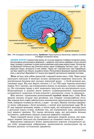 179
§37
ЦІКАВО ЗНАТИ! У довгастому мозку, як і в інших відділах стовбура головного мозку,
розташована ретикулярна формація – дифузне скупчення нервових клітин різногоя
виду і розміру з довгими та дуже розгалуженими короткими відростками. Ретикуляр-
на формація тягнеться від спинного мозку через стовбурову частину і далі – до пе-
реднього мозку, зв’язуючи їх між собою. Через неї «просіюється» вся інформація,
що має надійти до півкуль кінцевого мозку. Ретикулярна формація відіграє важливу
роль у регуляції збудливості й тонусу всіх відділів центральної нервової системи.
Ìіñò çâ’ÿçóє ìіæ ñîáîþ äîâãàñòèé і ñåðåäíіé ìîçîê (ìàë. 144). ×åðåç íüîãî
ïðîõîäÿòü âèñõіäíі é íèçõіäíі øëÿõè ïðîâåäåííÿ íåðâîâèõ іìïóëüñіâ. Çà
âíóòðіøíüîþ áóäîâîþ ìіñò íàãàäóє äîâãàñòèé ìîçîê – ó áіëіé ðå÷îâèíі ðîç-
òàøîâàíі ÿäðà. Âіä íèõ áåðóòü ïî÷àòîê ç V ïî VIII ïàðè ÷åðåïíî-ìîçêîâèõ
íåðâіâ. Òóò є öåíòðè, ùî êîíòðîëþþòü ìіìіêó òà æóâàííÿ, ïîñòàâó і ðіâíîâà-
ãó. Ïî ñëóõîâîìó íåðâó â ìіñò íàäõîäÿòü іìïóëüñè âіä âíóòðіøíüîãî âóõà.
Ïîøêîäæåííÿ â äіëÿíöі ìîñòà ìîæóòü ñóïðîâîäæóâàòèñÿ ïîðóøåííÿì
óçãîäæåíîñòі ñêîðî÷åíü ì’ÿçіâ-çãèíà÷іâ і ðîçãèíà÷іâ, ñëóõó òà ðіâíîâàãè.
Ìіæ ìîñòîì і ïðîìіæíèì ðîçòàøîâàíèé ñåðåäíіé ìîçîê (ìàë. 144). Éîãî
âåðõíþ ÷àñòèíó ñêëàäàє ñіðà ðå÷îâèíà, ÿêà óòâîðþє ÷îòèðèãîðáêîâå òіëî.
Äâà ïåðåäíі éîãî ãîðáè çàáåçïå÷óþòü àâòîìàòè÷íі îðієíòóâàëüíі ðåàêöії (ðóõè
î÷åé, ïîâîðîòè ãîëîâè) íà ñâіòëî, à çàäíі – íà çâóê. Íèæíÿ ÷àñòèíà ñåðåäíüî-
ãî ìîçêó ïîáóäîâàíà ç áіëîї ðå÷îâèíè, ó öåíòðі ÿêîї ðîçòàøîâàíі ÿäðà ІІІ òà
ІV ïàð ÷åðåïíî-ìîçêîâèõ íåðâіâ, à òàêîæ ÿäðà, ÿêі âіäіãðàþòü âàæëèâó ðîëü
ó ðåãóëÿöії òîíóñó ì’ÿçіâ, îñîáëèâî òèõ, ÿêі ïіäòðèìóþòü ïîçó, ïðîòèäіþ÷è
ñèëі çåìíîãî òÿæіííÿ. Òóò òàêîæ ìіñòÿòüñÿ ÿäðà, ÿêі ðåãóëþþòü áîëüîâó
÷óòëèâіñòü, çäіéñíþþòü çàõèñíі çãèíàëüíі ðåôëåêñè êіíöіâîê.
×åðåç ñåðåäíіé ìîçîê óãîðó і âíèç ïðîõîäÿòü íåðâîâі øëÿõè, ÿêі ïåðå-
äàþòü íåðâîâі іìïóëüñè âіä ïðîìіæíîãî äî êіíöåâîãî ìîçêó òà íàâïàêè.
Ïîðóøåííÿ ñåðåäíüîãî ìîçêó ïðîÿâëÿþòüñÿ âòðàòîþ óçãîäæåíîñòі ðó-
õіâ î÷åé, ðîçäâîєííÿì çîáðàæåííÿ, íåìîæëèâіñòþ íàëàøòóâàòè çіð íà
áà÷åííÿ äàëåêèõ ÷è áëèçüêèõ ïðåäìåòіâ.
Мал. 144. Складові головного мозку. Завдання. Користуючись малюнком, назвіть складові
стовбура головного мозку
кінцевий мозок
мозочок
довгастий мозокміст
середній мозок
чотиригорбкове тіло
гіпофіз
проміжний мозок
 