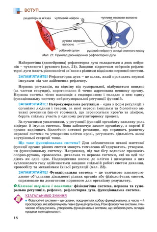 18
ВСТУП
Мал. 21. Приклад двонейронної рефлекторної дуги
рецептори в м’язахри в м язах
робочий орган
рухове нервове
волокно
о мозкуруховий нейрон у складі спинного
чутливе нервове волокночутливе нервове волокнчутливий нейрончутливий нейрон
Íàéïðîñòіøà (äâîíåéðîííà) ðåôëåêòîðíà äóãà ñêëàäàєòüñÿ ç äâîõ íåéðî-
íіâ – ÷óòëèâîãî і ðóõîâîãî (ìàë. 21). Çàâäÿêè âіäðîñòêàì íåéðîíіâ ðåôëåê-
òîðíі äóãè ìàþòü ðіçíîìàíіòíі çâ’ÿçêè ç ðіçíèìè âіääіëàìè íåðâîâîї ñèñòåìè.
ЗАПАМ’ЯТАЙТЕ! Ðåôëåêòîðíà äóãà – öå øëÿõ, ÿêèé ïðîõîäÿòü íåðâîâі
іìïóëüñè ïіä ÷àñ çäіéñíåííÿ ðåôëåêñó.
Íåðâîâà ðåãóëÿöіÿ, íà âіäìіíó âіä ãóìîðàëüíîї, âіäáóâàєòüñÿ øâèäêî
(çà ÷àñòêè ñåêóíäè), êîðîòêî÷àñíî é òî÷íî àäðåñîâàíà ïåâíîìó îðãàíó.
Íåðâîâà ñèñòåìà òіñíî âçàєìîäіє ç åíäîêðèííîþ і ñêëàäàє ç íåþ єäèíó
ôóíêöіîíàëüíó ñèñòåìó íåéðîãóìîðàëüíîї ðåãóëÿöії ôóíêöіé.
ЗАПАМ’ЯТАЙТЕ! Íåéðîãóìîðàëüíà ðåãóëÿöіÿ – îäíà ç ôîðì ðåãóëÿöії â
îðãàíіçìі ëþäèíè і òâàðèí, çà ÿêîї íåðâîâі іìïóëüñè òà áіîëîãі÷íî àê-
òèâíі ðå÷îâèíè (ÿê-îò ãîðìîíè), ùî ïåðåíîñÿòüñÿ êðîâ’þ òà ëіìôîþ,
áåðóòü ñïіëüíó ó÷àñòü ó єäèíîìó ðåãóëÿòîðíîìó ïðîöåñі.
Çà ñó÷àñíèìè óÿâëåííÿìè, ó ðåãóëÿöії ôóíêöіé îðãàíіçìó âàæëèâó ðîëü
âіäіãðàє é іìóííà ñèñòåìà. Âîíà çàáåçïå÷óє çàõèñò îðãàíіçìó, à îêðåìі її
îðãàíè âèäіëÿþòü áіîëîãі÷íî àêòèâíі ðå÷îâèíè, ùî ñïðèÿþòü ðîçâèòêó
íåðâîâîї ñèñòåìè òà óòâîðåííþ êëіòèí êðîâі, ðåãóëþþòü äіÿëüíіñòü çàëîç
âíóòðіøíüîї ñåêðåöії òîùî.
Ùî òàêå ôóíêöіîíàëüíà ñèñòåìà? Äëÿ çàáåçïå÷åííÿ ïåâíîї æèòòєâîї
ôóíêöії îðãàíè ðіçíèõ ñèñòåì ìîæóòü òèì÷àñîâî îá’єäíóâàòèñü, óòâîðþþ-
÷è ôóíêöіîíàëüíó ñèñòåìó. Íàïðèêëàä, ïіä ÷àñ áіãó âîäíî÷àñ ïðàöþþòü
îïîðíî-ðóõîâà, êðîâîíîñíà, äèõàëüíà òà íåðâîâà ñèñòåìè, ÿêі íà öåé ÷àñ
äіþòü ÿê îäíå öіëå. Íàäõîäæåííÿ êèñíþ äî êëіòèí і âèâåäåííÿ ç íèõ
âóãëåêèñëîãî ãàçó çäіéñíþєòüñÿ çàâäÿêè ñïіëüíіé ðîáîòі ñèñòåì äèõàííÿ,
êðîâîîáіãó òà ìåõàíіçìàì їõíüîї ðåãóëÿöії (ìàë. 22).
ЗАПАМ’ЯТАЙТЕ! Ôóíêöіîíàëüíà ñèñòåìà – öå òèì÷àñîâå âçàєìîóçãî-
äæåíå îá’єäíàííÿ äіÿëüíîñòі ðіçíèõ îðãàíіâ àáî ôіçіîëîãі÷íèõ ñèñòåì,
ñïðÿìîâàíå íà äîñÿãíåííÿ êîðèñíîãî äëÿ îðãàíіçìó ðåçóëüòàòó.
Êëþ÷îâі òåðìіíè і ïîíÿòòÿ: ôіçіîëîãі÷íà ñèñòåìà, íåðâîâà òà ãóìî-
ðàëüíà ðåãóëÿöіÿ, ðåôëåêñ, ðåôëåêòîðíà äóãà, ôóíêöіîíàëüíà ñèñòåìà.
УЗАГАЛЬНИМО ЗНАННЯ
Фізіологічні системи – це органи, поєднані між собою функціонально, а часто – й
просторово, які забезпечують певні функції організму. Різні фізіологічні системи, тим-
часово об’єднуючись, утворюють функціональні системи, що забезпечують складні
процеси життєдіяльності.
 
