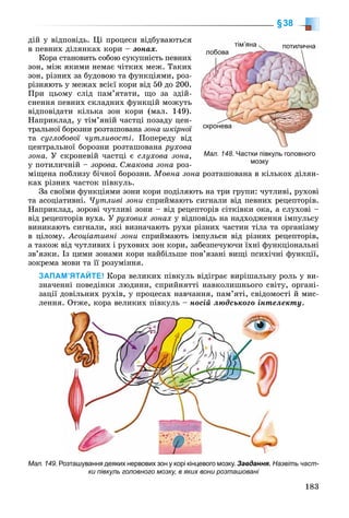 183
§38
äіé ó âіäïîâіäü. Öі ïðîöåñè âіäáóâàþòüñÿ
â ïåâíèõ äіëÿíêàõ êîðè – çîíàõ.
Êîðà ñòàíîâèòü ñîáîþ ñóêóïíіñòü ïåâíèõ
çîí, ìіæ ÿêèìè íåìàє ÷іòêèõ ìåæ. Òàêèõ
çîí, ðіçíèõ çà áóäîâîþ òà ôóíêöіÿìè, ðîç-
ðіçíÿþòü ó ìåæàõ âñієї êîðè âіä 50 äî 200.
Ïðè öüîìó ñëіä ïàì’ÿòàòè, ùî çà çäіé-
ñíåííÿ ïåâíèõ ñêëàäíèõ ôóíêöіé ìîæóòü
âіäïîâіäàòè êіëüêà çîí êîðè (ìàë. 149).
Íàïðèêëàä, ó òіì’ÿíіé ÷àñòöі ïîçàäó öåí-
òðàëüíîї áîðîçíè ðîçòàøîâàíà çîíà øêіðíîї
òà ñóãëîáîâîї ÷óòëèâîñòі. Ïîïåðåäó âіä
öåíòðàëüíîї áîðîçíè ðîçòàøîâàíà ðóõîâà
çîíà. Ó ñêðîíåâіé ÷àñòöі є ñëóõîâà çîíà,
ó ïîòèëè÷íіé – çîðîâà. Ñìàêîâà çîíà ðîç-
ìіùåíà ïîáëèçó áі÷íîї áîðîçíè. Ìîâíà çîíà ðîçòàøîâàíà â êіëüêîõ äіëÿí-
êàõ ðіçíèõ ÷àñòîê ïіâêóëü.
Çà ñâîїìè ôóíêöіÿìè çîíè êîðè ïîäіëÿþòü íà òðè ãðóïè: ÷óòëèâі, ðóõîâі
òà àñîöіàòèâíі. ×óòëèâі çîíè ñïðèéìàþòü ñèãíàëè âіä ïåâíèõ ðåöåïòîðіâ.
Íàïðèêëàä, çîðîâі ÷óòëèâі çîíè – âіä ðåöåïòîðіâ ñіòêіâêè îêà, à ñëóõîâі –
âіä ðåöåïòîðіâ âóõà. Ó ðóõîâèõ çîíàõ ó âіäïîâіäü íà íàäõîäæåííÿ іìïóëüñó
âèíèêàþòü ñèãíàëè, ÿêі âèçíà÷àþòü ðóõè ðіçíèõ ÷àñòèí òіëà òà îðãàíіçìó
â öіëîìó. Àñîöіàòèâíі çîíè ñïðèéìàþòü іìïóëüñè âіä ðіçíèõ ðåöåïòîðіâ,
à òàêîæ âіä ÷óòëèâèõ і ðóõîâèõ çîí êîðè, çàáåçïå÷óþ÷è їõíі ôóíêöіîíàëüíі
çâ’ÿçêè. Іç öèìè çîíàìè êîðè íàéáіëüøå ïîâ’ÿçàíі âèùі ïñèõі÷íі ôóíêöії,
çîêðåìà ìîâè òà її ðîçóìіííÿ.
ЗАПАМ’ЯТАЙТЕ! Êîðà âåëèêèõ ïіâêóëü âіäіãðàє âèðіøàëüíó ðîëü ó âè-
çíà÷åííі ïîâåäіíêè ëþäèíè, ñïðèéíÿòòі íàâêîëèøíüîãî ñâіòó, îðãàíі-
çàöії äîâіëüíèõ ðóõіâ, ó ïðîöåñàõ íàâ÷àííÿ, ïàì’ÿòі, ñâіäîìîñòі é ìèñ-
ëåííÿ. Îòæå, êîðà âåëèêèõ ïіâêóëü – íîñіé ëþäñüêîãî іíòåëåêòó.
Мал. 148. Частки півкуль головного
мозку
тім’яна
лобова
скронева
потилична
Мал. 149. Розташування деяких нервових зон у корі кінцевого мозку. Завдання. Назвіть част-
ки півкуль головного мозку, в яких вони розташовані
 