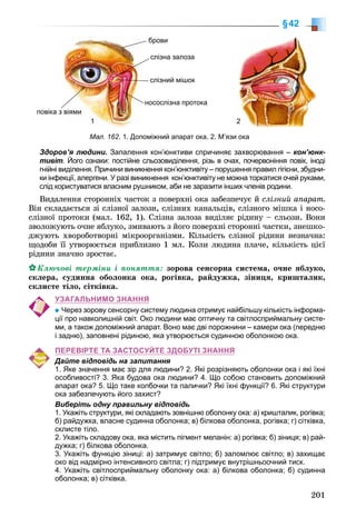 201
§42
Здоров’я людини. Запалення кон’юнктиви спричиняє захворювання – кон’юнк-
тивіт. Його ознаки: постійне сльозовиділення, різь в очах, почервоніння повік, іноді
гнійні виділення. Причини виникнення кон’юнктивіту – порушення правил гігієни, збудни-
ки інфекції, алергени. У разі виникнення кон’юнктивіту не можна торкатися очей руками,
слід користуватися власним рушником, аби не заразити інших членів родини.
Âèäàëåííÿ ñòîðîííіõ ÷àñòîê ç ïîâåðõíі îêà çàáåçïå÷óє é ñëіçíèé àïàðàò.
Âіí ñêëàäàєòüñÿ çі ñëіçíîї çàëîçè, ñëіçíèõ êàíàëüöіâ, ñëіçíîãî ìіøêà і íîñî-
ñëіçíîї ïðîòîêè (ìàë. 162, 1). Ñëіçíà çàëîçà âèäіëÿє ðіäèíó – ñëüîçè. Âîíè
çâîëîæóþòü î÷íå ÿáëóêî, çìèâàþòü ç éîãî ïîâåðõíі ñòîðîííі ÷àñòêè, çíåøêî-
äæóþòü õâîðîáîòâîðíі ìіêðîîðãàíіçìè. Êіëüêіñòü ñëіçíîї ðіäèíè íåçíà÷íà:
ùîäîáè її óòâîðþєòüñÿ ïðèáëèçíî 1 ìë. Êîëè ëþäèíà ïëà÷å, êіëüêіñòü öієї
ðіäèíè çíà÷íî çðîñòàє.
Êëþ÷îâі òåðìіíè і ïîíÿòòÿ: çîðîâà ñåíñîðíà ñèñòåìà, î÷íå ÿáëóêî,
ñêëåðà, ñóäèííà îáîëîíêà îêà, ðîãіâêà, ðàéäóæêà, çіíèöÿ, êðèøòàëèê,
ñêëèñòå òіëî, ñіòêіâêà.
УЗАГАЛЬНИМО ЗНАННЯ
Через зорову сенсорну систему людина отримує найбільшу кількість інформа-
ції про навколишній світ. Око людини має оптичну та світлосприймальну систе-
ми, а також допоміжний апарат. Воно має дві порожнини – камери ока (передню
і задню), заповнені рідиною, яка утворюється судинною оболонкою ока.
ПЕРЕВІРТЕ ТА ЗАСТОСУЙТЕ ЗДОБУТІ ЗНАННЯ
Дайте відповідь на запитання
1. Яке значення має зір для людини? 2. Які розрізняють оболонки ока і які їхні
особливості? 3. Яка будова ока людини? 4. Що собою становить допоміжний
апарат ока? 5. Що таке колбочки та палички? Які їхні функції? 6. Які структури
ока забезпечують його захист?
Виберіть одну правильну відповідь
1. Укажіть структури, які складають зовнішню оболонку ока: а) кришталик, рогівка;
б) райдужка, власне судинна оболонка; в) білкова оболонка, рогівка; г) сітківка,
склисте тіло.
2. Укажіть складову ока, яка містить пігмент меланін: а) рогівка; б) зіниця; в) рай-
дужка; г) білкова оболонка.
3. Укажіть функцію зіниці: а) затримує світло; б) заломлює світло; в) захищає
око від надмірно інтенсивного світла; г) підтримує внутрішньоочний тиск.
4. Укажіть світлосприймальну оболонку ока: а) білкова оболонка; б) судинна
оболонка; в) сітківка.
1 22
Мал. 162. 1. Допоміжний апарат ока. 2. М’язи ока
брови
слізна залоза
слізний мішок
носослізна протока
повіка з віями
 