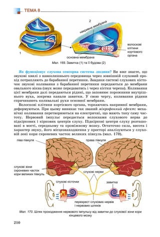 210
ТЕМА 8
ßê ôóíêöіîíóє ñëóõîâà ñåíñîðíà ñèñòåìà ëþäèíè? Âè âæå çíàєòå, ùî
çâóêîâі õâèëі ç íàâêîëèøíüîãî ñåðåäîâèùà ÷åðåç çîâíіøíіé ñëóõîâèé ïðî-
õіä ïîòðàïëÿþòü äî áàðàáàííîї ïåðåòèíêè. Çàâäÿêè ñèñòåìі ñëóõîâèõ êіñòî-
÷îê çâóêîâі êîëèâàííÿ ç áàðàáàííîї ïåðåòèíêè ïåðåäàþòüñÿ äî ìåìáðàíè
îâàëüíîãî âіêíà (çâóê ìîæå ïåðåäàâàòèñü і ÷åðåç êіñòêè ÷åðåïà). Êîëèâàííÿ
öієї ìåìáðàíè äàëі ïåðåäàþòüñÿ ðіäèíі, ùî çàïîâíþє ïîðîæíèíè âíóòðіø-
íüîãî âóõà, çîêðåìà êàíàëè çàâèòêè. Ó ñâîþ ÷åðãó, êîëèâàííÿ ðіäèíè
ñïðè÷èíÿþòü êîëèâàëüíі ðóõè îñíîâíîї ìåìáðàíè.
Âîëîñêîâі êëіòèíè êîðòієâîãî îðãàíà, òîðêàþ÷èñü íàêðèâíîї ìåìáðàíè,
äåôîðìóþòüñÿ. Ïðè öüîìó âèíèêàє òàê çâàíèé ìіêðîôîííèé åôåêò: ìåõà-
íі÷íі êîëèâàííÿ ïåðåòâîðþþòüñÿ íà åëåêòðè÷íі, ùî ìàþòü òàêó ñàìó ÷àñ-
òîòó. Íåðâîâèé іìïóëüñ ïåðåäàєòüñÿ âîëîêíàìè ñëóõîâîãî íåðâà äî
ïіäêіðêîâèõ і êіðêîâèõ öåíòðіâ ñëóõó. Ïіäêіðêîâі öåíòðè ñëóõó ðîçòàøî-
âàíі â ìîñòі, ñåðåäíüîìó òà ïðîìіæíîìó ìîçêó. Îñòàòî÷íî ñèëà, âèñîòà і
õàðàêòåð çâóêó, éîãî ìіñöåçíàõîäæåííÿ ó ïðîñòîðі àíàëіçóþòüñÿ ó ñëóõî-
âіé çîíі êîðè ñêðîíåâèõ ÷àñòîê âåëèêèõ ïіâêóëü (ìàë. 170).
Мал. 169. Завитка (1) та її будова (2)
накривна мембрана
основна мембранаосновна мембрана
волоскові
клітини
кортієвого
органа
1
2
Мал. 170. Шлях проходження нервового імпульсу від завитки до слухової зони кори
кінцевого мозку
слухові зони
скроневих часток
кори великих півкульь
слухові нерви
права півкуляліва півкуля
слухові кісточки завитка
перехрест слухових нервів
і нервових шляхів
 