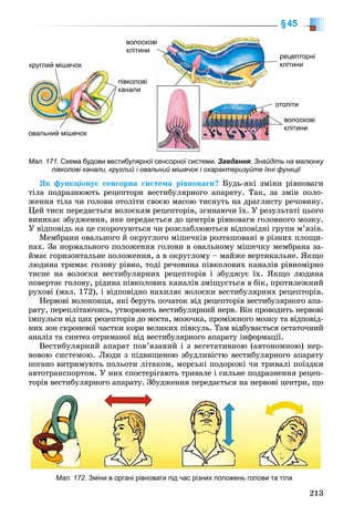 213
§45
Мал. 171. Схема будови вестибулярної сенсорної системи. Завдання. Знайдіть на малюнку
півколові канали, круглий і овальний мішечок і охарактеризуйте їхні функції
волоскові
клітини
рецепторні
клітини
волоскові
клітини
отоліти
півколові
канали
круглий мішечок
овальний мішечок
ßê ôóíêöіîíóє ñåíñîðíà ñèñòåìà ðіâíîâàãè? Áóäü-ÿêі çìіíè ðіâíîâàãè
òіëà ïîäðàçíþþòü ðåöåïòîðè âåñòèáóëÿðíîãî àïàðàòó. Òàê, çà çìіí ïîëî-
æåííÿ òіëà ÷è ãîëîâè îòîëіòè ñâîєþ ìàñîþ òèñíóòü íà äðàãëèñòó ðå÷îâèíó.
Öåé òèñê ïåðåäàєòüñÿ âîëîñêàì ðåöåïòîðіâ, çãèíàþ÷è їõ. Ó ðåçóëüòàòі öüîãî
âèíèêàє çáóäæåííÿ, ÿêå ïåðåäàєòüñÿ äî öåíòðіâ ðіâíîâàãè ãîëîâíîãî ìîçêó.
Ó âіäïîâіäü íà öå ñêîðî÷óþòüñÿ ÷è ðîçñëàáëþþòüñÿ âіäïîâіäíі ãðóïè ì’ÿçіâ.
Ìåìáðàíè îâàëüíîãî é îêðóãëîãî ìіøå÷êіâ ðîçòàøîâàíі â ðіçíèõ ïëîùè-
íàõ. Çà íîðìàëüíîãî ïîëîæåííÿ ãîëîâè â îâàëüíîìó ìіøå÷êó ìåìáðàíà çà-
éìàє ãîðèçîíòàëüíå ïîëîæåííÿ, à â îêðóãëîìó – ìàéæå âåðòèêàëüíå. ßêùî
ëþäèíà òðèìàє ãîëîâó ðіâíî, òîäі ðå÷îâèíà ïіâêîëîâèõ êàíàëіâ ðіâíîìіðíî
òèñíå íà âîëîñêè âåñòèáóëÿðíèõ ðåöåïòîðіâ і çáóäæóє їõ. ßêùî ëþäèíà
ïîâåðòàє ãîëîâó, ðіäèíà ïіâêîëîâèõ êàíàëіâ çìіùóєòüñÿ â áіê, ïðîòèëåæíèé
ðóõîâі (ìàë. 172), і âіäïîâіäíî íàõèëÿє âîëîñêè âåñòèáóëÿðíèõ ðåöåïòîðіâ.
Íåðâîâі âîëîêîíöÿ, ÿêі áåðóòü ïî÷àòîê âіä ðåöåïòîðіâ âåñòèáóëÿðíîãî àïà-
ðàòó, ïåðåïëіòàþ÷èñü, óòâîðþþòü âåñòèáóëÿðíèé íåðâ. Âіí ïðîâîäèòü íåðâîâі
іìïóëüñè âіä öèõ ðåöåïòîðіâ äî ìîñòà, ìîçî÷êà, ïðîìіæíîãî ìîçêó òà âіäïîâіä-
íèõ çîí ñêðîíåâîї ÷àñòêè êîðè âåëèêèõ ïіâêóëü. Òàì âіäáóâàєòüñÿ îñòàòî÷íèé
àíàëіç òà ñèíòåç îòðèìàíîї âіä âåñòèáóëÿðíîãî àïàðàòó іíôîðìàöії.
Âåñòèáóëÿðíèé àïàðàò ïîâ’ÿçàíèé і ç âåãåòàòèâíîþ (àâòîíîìíîþ) íåð-
âîâîþ ñèñòåìîþ. Ëþäè ç ïіäâèùåíîþ çáóäëèâіñòþ âåñòèáóëÿðíîãî àïàðàòó
ïîãàíî âèòðèìóþòü ïîëüîòè ëіòàêîì, ìîðñüêі ïîäîðîæі ÷è òðèâàëі ïîїçäêè
àâòîòðàíñïîðòîì. Ó íèõ ñïîñòåðіãàþòü òðèâàëå і ñèëüíå ïîäðàçíåííÿ ðåöåï-
òîðіâ âåñòèáóëÿðíîãî àïàðàòó. Çáóäæåííÿ ïåðåäàєòüñÿ íà íåðâîâі öåíòðè, ùî
Мал. 172. Зміни в органі рівноваги під час різних положень голови та тіла
 