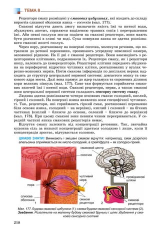 218
ТЕМА 8
Ðåöåïòîðè ñìàêó ðîçìіùåíі ó ñìàêîâèõ öèáóëèíàõ, ÿêі âõîäÿòü äî ñêëàäó
âèðîñòіâ ñëèçîâîї îáîëîíêè ÿçèêà – ñîñî÷êіâ (ìàë. 177).
Ñìàêîâі âіä÷óòòÿ äàþòü çìîãó âèçíà÷èòè ÿêіñòü їæі òà ïèòíîї âîäè,
çáóäæóþòü àïåòèò, ñïðèÿþ÷è âèäіëåííþ òðàâíèõ ñîêіâ і ïåðåòðàâëåííþ
їæі. Àáè ïåâíі ñïîëóêè ìîãëè ïîäіÿòè íà ñìàêîâі ðåöåïòîðè, âîíè ìàþòü
áóòè ðîç÷èíåíі â ñëèíі ÷è âîäі. Ñóõà ïîâåðõíÿ ÿçèêà íå çäàòíà ðîçïіçíà-
âàòè ñìàêîâі ÿêîñòі ñïîëóê.
×åðåç ïîðó, ðîçòàøîâàíó íà ïîâåðõíі ñîñî÷êà, ìîëåêóëè ðå÷îâèí, ùî ïî-
òðàïèëè äî ðîòîâîї ïîðîæíèíè, ïðîíèêàþòü óñåðåäèíó íåâåëèêîї êàìåðè,
çàïîâíåíîї ðіäèíîþ. Íà її äíі є ñìàêîâі ðåöåïòîðè. Âîíè âçàєìîäіþòü ç ðå-
öåïòîðíèìè êëіòèíàìè, ïîäðàçíþþ÷è їõ. Ðåöåïòîðè ñìàêó, ÿê і ðåöåïòîðè
íþõó, íàëåæàòü äî õåìîðåöåïòîðіâ. Ðåöåïòîðíі êëіòèíè ïåðåäàþòü çáóäæåí-
íÿ íà ïåðèôåðè÷íі âіäðîñòêè ÷óòëèâèõ êëіòèí, ðîçòàøîâàíèõ ó âóçëàõ ÷å-
ðåïíî-ìîçêîâèõ íåðâіâ. Ïîòіì ñìàêîâà іíôîðìàöіÿ ïî äåêіëüêîõ íåðâàõ íàä-
õîäèòü äî ñòðóêòóð öåíòðàëüíîї íåðâîâîї ñèñòåìè: äîâãàñòîãî ìîçêó òà ñìà-
êîâîãî ÿäðà ìîñòà. Äàëі âîíà ïðÿìóє äî ÿäåð òàëàìóñà òà ñêðîíåâèõ äіëÿíîê
êîðè âåëèêèõ ïіâêóëü (ìàë. 177). Ñàìå òàì ôîðìóєòüñÿ ñïðèéíÿòòÿ ñìàêî-
âèõ ÿêîñòåé їæі і ïèòíîї âîäè. Ñìàêîâі ðåöåïòîðè, íåðâè, à òàêîæ ñìàêîâі
çîíè öåíòðàëüíîї íåðâîâîї ñèñòåìè ñêëàäàþòü ñåíñîðíó ñèñòåìó ñìàêó.
Ëþäèíà çäàòíà ðîçïіçíàâàòè ÷îòèðè îñíîâíèõ ñìàêè: ñîëîäêèé, êèñëèé,
ãіðêèé і ñîëîíèé. Íà ïîâåðõíі ÿçèêà âèÿâëåíî çîíè ñïåöèôі÷íîї ÷óòëèâîñ-
òі. Òàê, ðåöåïòîðè, ÿêі ñïðèéìàþòü ãіðêèé ñìàê, ðîçòàøîâàíі ïåðåâàæíî
áіëÿ îñíîâè ÿçèêà, ñîëîäêèé – íà âåðõіâöі, êèñëèé і ñîëîíèé – íà áі÷íèõ
÷àñòèíàõ (êèñëèé – áëèæ÷å äî îñíîâè, ñîëîíèé – áëèæ÷å äî âåðõіâêè)
(ìàë. 178). Ïðè öüîìó ñìàêîâі çîíè ïåâíèì ÷èíîì ïåðåêðèâàþòüñÿ. Ó ñå-
ðåäíіé ÷àñòèíі ÿçèêà ñìàêîâèõ ðåöåïòîðіâ íåìàє.
Âіä÷óòòÿ ñìàêó çàëåæèòü âіä êîíöåíòðàöії ðå÷îâèíè. Òàê, çâè÷àéíà
êóõîííà ñіëü çà íèçüêîї êîíöåíòðàöії çäàєòüñÿ ñîëîäêîþ і ëèøå, êîëè її
êîíöåíòðàöіÿ çðîñòàє, âіä÷óâàєòüñÿ ñîëîíîþ.
ЦІКАВО ЗНАТИ! Виникають і змішані смакові відчуття: наприклад, смак дозрілого
апельсина сприймається як кисло-солодкий, а грейпфрута – як солодко-гіркий.
Мал. 177. Будова смакової цибулини (1); схема будови смакової сенсорної системи (2).
Завдання. Розгляньте на малюнку будову смакової бруньки і шлях збудження у сма-
ковій сенсорній системі
пора
слизова
оболонка
чутливий
нерв
смакові
рецептори
смакові
р ц ррецептори
віпровідников
шляхи
смаковий центр
сосочок
1 2
 