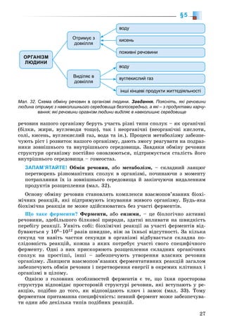 27
§5
ðå÷îâèí íàøîãî îðãàíіçìó áåðóòü ó÷àñòü ðіçíі òèïè ñïîëóê – ÿê îðãàíі÷íі
(áіëêè, æèðè, âóãëåâîäè òîùî), òàê і íåîðãàíі÷íі (íåîðãàíі÷íі êèñëîòè,
ñîëі, êèñåíü, âóãëåêèñëèé ãàç, âîäà òà іí.). Ïðîöåñè ìåòàáîëіçìó çàáåçïå-
÷óþòü ðіñò і ðîçâèòîê íàøîãî îðãàíіçìó, äàþòü çìîãó ðåàãóâàòè íà ïîäðàç-
íèêè çîâíіøíüîãî òà âíóòðіøíüîãî ñåðåäîâèùà. Çàâäÿêè îáìіíó ðå÷îâèí
ñòðóêòóðè îðãàíіçìó ïîñòіéíî îíîâëþþòüñÿ, ïіäòðèìóєòüñÿ ñòàëіñòü éîãî
âíóòðіøíüîãî ñåðåäîâèùà – ãîìåîñòàç.
ЗАПАМ’ЯТАЙТЕ! Îáìіí ðå÷îâèí, àáî ìåòàáîëіçì, – ñêëàäíèé ëàíöþã
ïåðåòâîðåíü ðіçíîìàíіòíèõ ñïîëóê â îðãàíіçìі, ïî÷èíàþ÷è ç ìîìåíòó
ïîòðàïëÿííÿ їõ іç çîâíіøíüîãî ñåðåäîâèùà é çàêіí÷óþ÷è âèäàëåííÿì
ïðîäóêòіâ ðîçùåïëåííÿ (ìàë. 32).
Îñíîâó îáìіíó ðå÷îâèí ñòàíîâëÿòü êîìïëåêñè âçàєìîïîâ’ÿçàíèõ áіîõі-
ìі÷íèõ ðåàêöіé, ÿêі ïіäòðèìóþòü іñíóâàííÿ æèâîãî îðãàíіçìó. Áóäü-ÿêà
áіîõіìі÷íà ðåàêöіÿ íå ìîæå çäіéñíþâàòèñü áåç ó÷àñòі ôåðìåíòіâ.
Ùî òàêå ôåðìåíòè? Ôåðìåíòè, àáî åíçèìè, – öå áіîëîãі÷íî àêòèâíі
ðå÷îâèíè, çäåáіëüøîãî áіëêîâîї ïðèðîäè, çäàòíі âïëèâàòè íà øâèäêіñòü
ïåðåáіãó ðåàêöії. Óÿâіòü ñîáі: áіîõіìі÷íі ðåàêöії çà ó÷àñòі ôåðìåíòіâ âіä-
áóâàþòüñÿ ó 106–1012 ðàçіâ øâèäøå, íіæ çà їõíüîї âіäñóòíîñòі. Çà êіëüêà
ñåêóíä ÷è íàâіòü ÷àñòêè ñåêóíäè â îðãàíіçìі âіäáóâàєòüñÿ ñêëàäíà ïî-
ñëіäîâíіñòü ðåàêöіé, êîæíà ç ÿêèõ ïîòðåáóє ó÷àñòі ñâîãî ñïåöèôі÷íîãî
ôåðìåíòó. Îäíі ç íèõ ïðèñêîðþþòü ðîçùåïëåííÿ ñêëàäíèõ îðãàíі÷íèõ
ñïîëóê íà ïðîñòіøі, іíøі – çàáåçïå÷óþòü óòâîðåííÿ âëàñíèõ ðå÷îâèí
îðãàíіçìó. Ëàíöþãè âçàєìîïîâ’ÿçàíèõ ôåðìåíòàòèâíèõ ðåàêöіé çàãàëîì
çàáåçïå÷óþòü îáìіí ðå÷îâèí і ïåðåòâîðåííÿ åíåðãії â îêðåìèõ êëіòèíàõ і
îðãàíіçìі â öіëîìó.
Îäíієþ ç ãîëîâíèõ îñîáëèâîñòåé ôåðìåíòіâ є òå, ùî їõíÿ ïðîñòîðîâà
ñòðóêòóðà âіäïîâіäàє ïðîñòîðîâіé ñòðóêòóðі ðå÷îâèí, ÿêі âñòóïàþòü ó ðå-
àêöіþ, ïîäіáíî äî òîãî, ÿê âіäïîâіäàþòü êëþ÷ і çàìîê (ìàë. 33). Òîìó
ôåðìåíòàì ïðèòàìàííà ñïåöèôі÷íіñòü: ïåâíèé ôåðìåíò ìîæå çàáåçïå÷óâà-
òè îäèí àáî äåêіëüêà òèïіâ ïîäіáíèõ ðåàêöіé.
55
ОРГАНІЗМ
ЛЮДИНИ
Отримує з
довкілля
Виділяє в
довкілля
інші кінцеві продукти життєдіяльності
вуглекислий газ
воду
поживні речовини
кисень
воду
Мал. 32. Схема обміну речовин в організмі людини. Завдання. Поясніть, які речовини
людина отримує з навколишнього середовища безпосередньо, а які – з продуктами харчу-
вання; які речовини організм людини виділяє в навколишнє середовище
 