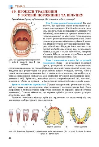 44
ТЕМА 2
§9. ÏÐÎÖÅÑÈ ÒÐÀÂËÅÍÍß
Ó ÐÎÒÎÂІÉ ÏÎÐÎÆÍÈÍІ ÒÀ ØËÓÍÊÓ
Пригадайте будову зубів ссавців. Які різновиди зубів є у ссавців?
ßêà áóäîâà ðîòîâîї ïîðîæíèíè? Âè âæå
çíàєòå, ùî òðàâíèé êàíàë ïî÷èíàєòüñÿ ðî-
òîâîþ ïîðîæíèíîþ. Ó íіé îöіíþєòüñÿ ñìàê
їæі, âèçíà÷àєòüñÿ її ïðèäàòíіñòü (їñòіâíå ÷è
íåїñòіâíå), ïî÷èíàþòüñÿ ïðîöåñè ìåõàíі÷íîãî
(ïåðåæîâóâàííÿ) òà õіìі÷íîãî (ðîçùåïëåííÿ
çà ó÷àñòі ôåðìåíòіâ) ïåðåòâîðåííÿ їæі. Çîâíі
ðîòîâà ïîðîæíèíà îáìåæåíà ãóáàìè é ùîêà-
ìè. Âåðõíþ ñòіíêó ðîòîâîї ïîðîæíèíè óòâî-
ðþє ïіäíåáіííÿ. Ïåðåäíÿ éîãî ÷àñòèíà – öå
òâåðäå ïіäíåáіííÿ, îñíîâó ÿêîãî ñêëàäàþòü
êіñòêè, à çàäíÿ – ì’ÿêå ïіäíåáіííÿ, óòâîðåíå
ì’ÿçàìè. Îáèäâі ÷àñòèíè ïіäíåáіííÿ âêðèòі
ñëèçîâîþ îáîëîíêîþ (ìàë. 42).
ßçèê і âèçíà÷åííÿ ñìàêó їæі â ðîòîâіé
ïîðîæíèíі. ßçèê – öå ðóõëèâèé ì’ÿçîâèé
îðãàí, óòâîðåíèé ì’ÿçîâîþ ïîñìóãîâàíîþ
ñêåëåòíîþ òêàíèíîþ, íà ñëèçîâіé îáîëîíöі ÿêîãî ìіñòÿòüñÿ ñìàêîâі ðåöåïòîðè.
Çàâäÿêè öèì ðåöåïòîðàì ìè ðîçðіçíÿєìî êèñëå, ñîëîäêå, ñîëîíå, ãіðêå і
òàêèì ÷èíîì âèçíà÷àєìî ñìàê їæі, à òàêîæ ÿêіñòü ðå÷îâèí, ùî íàäіéøëè äî
ðîòîâîї ïîðîæíèíè (íåõàð÷îâі àáî øêіäëèâі ðå÷îâèíè ðåôëåêòîðíî âèêè-
äàþòüñÿ ç íåї). Êðіì òîãî, ÿçèê áåðå ó÷àñòü ó ïåðåìіøóâàííі їæі, êîâòàííі,
à ðàçîì ç ãóáàìè òà çóáàìè – ó ôîðìóâàííі ÷ëåíîðîçäіëüíèõ çâóêіâ ìîâè.
Çóáè òà ìåõàíі÷íà îáðîáêà їæі. Ó ðîòîâіé ïîðîæíèíі ðîçòàøîâàíі çóáè,
ÿêі ñëóãóþòü äëÿ çàõîïëåííÿ, âіäêóøóâàííÿ і ïåðåæîâóâàííÿ їæі. Âîíè
çàêðіïëåíі â ëóíêàõ çóáíèõ âіäðîñòêіâ íèæíüîї òà âåðõíüîї ùåëåï (çóáíèõ
àëüâåîëàõ). Ñëèçîâà îáîëîíêà, ùî âêðèâàє çóáíі âіäðîñòêè ùåëåï, óòâîðþє
ÿñíà (äèâ. ìàë. 42).
Âèâ÷èìî çîâíіøíþ áóäîâó çóáіâ (çà ìóëÿæàìè ÷è ìîäåëÿìè) ïіä ÷àñ
âèêîíàííÿ ëàáîðàòîðíîãî äîñëіäæåííÿ.
верхня щелепа нижня щелепа
1
1 2 3 4
22
3
4
4
3
2
1
А Б
Мал. 43. Зовнішня будова (А) і розміщення зубів на щелепах (Б): 1 – різці; 2 – ікла; 3 – малі
кутні; 4 – великі кутні
Мал. 42. Будова ротової порожнини:
1 – зуби; 2 – ясна; 3 – язик; 4 – під-
небіння
1
4
3
2
2
1
 