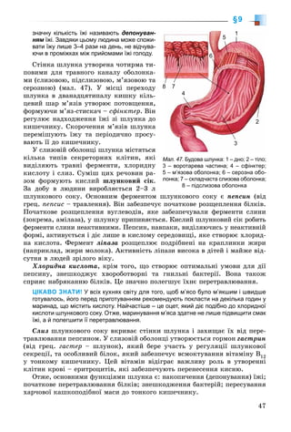 47
§9
значну кількість їжі називають депонуван-
ням їжі. Завдяки цьому людина може спожи-м
вати їжу лише 3–4 рази на день, не відчува-
ючи в проміжках між прийомами їжі голоду.
Ñòіíêà øëóíêà óòâîðåíà ÷îòèðìà òè-
ïîâèìè äëÿ òðàâíîãî êàíàëó îáîëîíêà-
ìè (ñëèçîâîþ, ïіäñëèçîâîþ, ì’ÿçîâîþ òà
ñåðîçíîþ) (ìàë. 47). Ó ìіñöі ïåðåõîäó
øëóíêà â äâàíàäöÿòèïàëó êèøêó êіëü-
öåâèé øàð ì’ÿçіâ óòâîðþє ïîòîâùåííÿ,
ôîðìóþ÷è ì’ÿç-ñòèñêà÷ – ñôіíêòåð. Âіí
ðåãóëþє íàäõîäæåííÿ їæі çі øëóíêà äî
êèøå÷íèêó. Ñêîðî÷åííÿ ì’ÿçіâ øëóíêà
ïåðåìіøóþòü їæó òà ïåðіîäè÷íî ïðîñó-
âàþòü її äî êèøå÷íèêó.
Ó ñëèçîâіé îáîëîíöі øëóíêà ìіñòÿòüñÿ
êіëüêà òèïіâ ñåêðåòîðíèõ êëіòèí, ÿêі
âèäіëÿþòü òðàâíі ôåðìåíòè, õëîðèäíó
êèñëîòó і ñëèç. Ñóìіø öèõ ðå÷îâèí ðà-
çîì ôîðìóþòü êèñëèé øëóíêîâèé ñіê.
Çà äîáó â ëþäèíè âèðîáëÿєòüñÿ 2–3 ë
øëóíêîâîãî ñîêó. Îñíîâíèì ôåðìåíòîì øëóíêîâîãî ñîêó є ïåïñèí (âіä
ãðåö. ïåïñèñ – òðàâëåííÿ). Âіí çàáåçïå÷óє ïî÷àòêîâå ðîçùåïëåííÿ áіëêіâ.
Ïî÷àòêîâå ðîçùåïëåííÿ âóãëåâîäіâ, ÿêå çàáåçïå÷óâàëè ôåðìåíòè ñëèíè
(çîêðåìà, àìіëàçà), ó øëóíêó ïðèïèíÿєòüñÿ. Êèñëèé øëóíêîâèé ñіê ðîáèòü
ôåðìåíòè ñëèíè íåàêòèâíèìè. Ïåïñèí, íàâïàêè, âèäіëÿþ÷èñü ó íåàêòèâíіé
ôîðìі, àêòèâóєòüñÿ і äіє ëèøå â êèñëîìó ñåðåäîâèùі, ÿêå ñòâîðþє õëîðèä-
íà êèñëîòà. Ôåðìåíò ëіïàçà ðîçùåïëþє ïîäðіáíåíі íà êðàïëèíêè æèðè
(íàïðèêëàä, æèðè ìîëîêà). Àêòèâíіñòü ëіïàçè âèñîêà â äіòåé і ìàéæå âіä-
ñóòíÿ â ëþäåé çðіëîãî âіêó.
Õëîðèäíà êèñëîòà, êðіì òîãî, ùî ñòâîðþє îïòèìàëüíі óìîâè äëÿ äії
ïåïñèíó, çíåøêîäæóє õâîðîáîòâîðíі òà ãíèëüíі áàêòåðії. Âîíà òàêîæ
ñïðèÿє íàáðÿêàííþ áіëêіâ. Öå çíà÷íî ïîëåãøóє їõíє ïåðåòðàâëþâàííÿ.
ЦІКАВО ЗНАТИ! У всіх кухнях світу для того, щоб м’ясо було м’якшим і швидше
готувалось, його перед приготуванням рекомендують покласти на декілька годин у
маринад, що містить кислоту. Найчастіше – це оцет, який діє подібно до хлоридної
кислоти шлункового соку. Отже, маринування м’яса здатне не лише підвищити смак
їжі, а й полегшити її перетравлювання.
Ñëèç øëóíêîâîãî ñîêó âêðèâàє ñòіíêè øëóíêà і çàõèùàє їõ âіä ïåðå-
òðàâëþâàííÿ ïåïñèíîì. Ó ñëèçîâіé îáîëîíöі óòâîðþєòüñÿ ãîðìîí ãàñòðèí
(âіä ãðåö. ãàñòåð – øëóíîê), ÿêèé áåðå ó÷àñòü ó ðåãóëÿöії øëóíêîâîї
ñåêðåöії, òà îñîáëèâèé áіëîê, ÿêèé çàáåçïå÷óє âñìîêòóâàííÿ âіòàìіíó Â12
ó òîíêîìó êèøå÷íèêó. Öåé âіòàìіí âіäіãðàє âàæëèâó ðîëü â óòâîðåííі
êëіòèí êðîâі – åðèòðîöèòіâ, ÿêі çàáåçïå÷óþòü ïåðåíåñåííÿ êèñíþ.
Îòæå, îñíîâíèìè ôóíêöіÿìè øëóíêà є: íàêîïè÷åííÿ (äåïîíóâàííÿ) їæі;
ïî÷àòêîâå ïåðåòðàâëþâàííÿ áіëêіâ; çíåøêîäæåííÿ áàêòåðіé; ïåðåñóâàííÿ
õàð÷îâîї êàøêîïîäіáíîї ìàñè äî òîíêîãî êèøå÷íèêó.
Мал. 47. Будова шлунка: 1 – дно; 2 – тіло;
3 – воротарева частина; 4 – сфінктер;
5 – м’язова оболонка; 6 – серозна обо-
лонка; 7 – складчаста слизова оболонка;
8 – підслизова оболонка
1
5
6
2
3
4
88 7
 