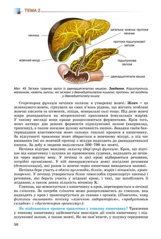 50
ТЕМА 2
Мал. 49. Зв’язок травних залоз із дванадцятипалою кишкою. Завдання. Користуючись
малюнком, назвіть залози, які зв’язані з дванадцятипалою кишкою; протоки, які входять
у дванадцятипалу кишку
печінка
жовчний міхур
на жовчна протоказагальн
печінки
ока підшлунковоїпрото
залози
дшлунковапід
залоза
дцятипала кишкадванад
Ñåêðåòîðíà ôóíêöіÿ ïå÷іíêè ïîëÿãàє â óòâîðåííі æîâ÷і. Æîâ÷ – öå
çåëåíêóâàòî-æîâòà, ãіðêóâàòà íà ñìàê â’ÿçêà ðіäèíà, ùî ìіñòèòü îñîáëèâі
æîâ÷íі êèñëîòè òà ïіãìåíòè, ëіïіäè, ìіíåðàëüíі ñîëі òîùî. Ïіä äієþ æîâ÷і
æèðè ðîçïàäàþòüñÿ íà ìіêðîñêîïі÷íі êðàïëèíêè (åìóëüãàöіÿ æèðіâ).
Ó òàêîìó âèãëÿäі âîíè êðàùå ðîçùåïëþþòüñÿ ôåðìåíòàìè. Êðіì òîãî,
æîâ÷ àêòèâóє äіþ äåÿêèõ ôåðìåíòіâ ïіäøëóíêîâîї çàëîçè (íàïðèêëàä,
òðèïñèíó), à òàêîæ ïîñèëþє ðóõîâó àêòèâíіñòü êèøîê. Çàâäÿêè ñâîїì áàê-
òåðèöèäíèì âëàñòèâîñòÿì æîâ÷ ãàëüìóє ãíèëüíі ïðîöåñè â êèøå÷íèêó.
Çà âіäñóòíîñòі òðàâëåííÿ æîâ÷ çáèðàєòüñÿ â æîâ÷íîìó ìіõóðі, à ïіä ÷àñ
âæèâàííÿ їæі ïî æîâ÷íіé ïðîòîöі ç ìіõóðà íàäõîäèòü äî äâàíàäöÿòèïàëîї
êèøêè. Çà äîáó â ëþäèíè âèäіëÿєòüñÿ 500–700 ìë æîâ÷і.
Ïå÷іíêà âіäіãðàє âàæëèâó çàõèñíó (áàð’єðíó) ôóíêöіþ. Êðîâ, ùî âіäòі-
êàє âіä êèøå÷íèêó і øëóíêà ïî êðîâîíîñíèõ ñóäèíàõ, íàäõîäèòü äî ïå÷іí-
êè ÷åðåç âîðіòíó âåíó. Ó ïå÷іíöі іç öієї êðîâі âіäáèðàþòüñÿ ðå÷îâèíè,
ïîòðіáíі îðãàíіçìîâі. Ó íіé çíåçàðàæóþòüñÿ äåÿêі øêіäëèâі ðå÷îâèíè
(äåòîêñèêàöіÿ), ÿêі ðàçîì іç æîâ÷þ ÷åðåç êèøå÷íèê âèâîäÿòüñÿ íàçîâíі.
Ïå÷іíêà áåðå ó÷àñòü â îáìіíі âóãëåâîäіâ, áіëêіâ, æèðіâ і âіòàìіíіâ, êðîâî-
òâîðåííіî . Ó ïå÷іíöі óòâîðþєòüñÿ áіëîê ãåìîãëîáіí (òðàíñïîðòóє êèñåíü) і
ðå÷îâèíè, ÿêі áåðóòü ó÷àñòü ó çñіäàííі êðîâі, і òàêі, ùî çàïîáіãàþòü її
çñіäàííþ, à òàêîæ äåÿêà êіëüêіñòü âіòàìіíó K.
Ãëþêîçà, ùî âñìîêòóєòüñÿ ç êèøå÷íèêó â êðîâ, ïåðåòâîðþєòüñÿ â ïå÷іíöі
íà ãëіêîãåí. Çà ïîòðåáè ãëіêîãåí ìîæå ðîçùåïëþâàòèñü äî ãëþêîçè, ÿêà
íàäõîäèòü ó êðîâ і òðàíñïîðòóєòüñÿ äî òêàíèí і îðãàíіâ. (Ïîÿñíіòü, ÷îìó
ôіçіîëîãè íàçèâàþòü ïå÷іíêó «õіìі÷íîþ ëàáîðàòîðієþ», «ïðîäóêòîâèì
ñêëàäîì» і «äèñïåò÷åðîì îðãàíіçìó».)
ßê âіäáóâàþòüñÿ ïðîöåñè òðàâëåííÿ ó òîíêîìó êèøå÷íèêó? Òðàâëåííÿ
ó òîíêîìó êèøå÷íèêó çäіéñíþєòüñÿ âíàñëіäîê äії ñîêіâ êèøå÷íèêó і ïіä-
øëóíêîâîї çàëîçè, à òàêîæ æîâ÷і. ßê âè ïàì’ÿòàєòå, ó øëóíêó ñåðåäîâèùå
 