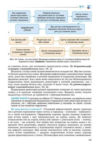 55
§11
äî ñëèííèõ çàëîç, ÿêі ïî÷èíàþòü ïðîäóêóâàòè ñëèíó. Öå áåçóìîâíî-ðåô-
ëåêòîðíå ñëèíîâèäіëåííÿ (ìàë. 54, 1).
Êіëüêіñòü і ñêëàä ñëèíè öіëêîì âèçíà÷àєòüñÿ ñêëàäîì їæі. Ùî їæà ñóõіøà,
òî áіëüøå âèäіëÿєòüñÿ ñëèíè. Áåçóìîâíî-ðåôëåêòîðíå ñëèíîâèäіëåííÿ òðèâàє
äîòè, äîêè їæà ïåðåáóâàє â ðîòîâіé ïîðîæíèíі é ïîäðàçíþє ðåöåïòîðè. Öå
âðîäæåíà ðåàêöіÿ. Àëå ñëèíà ìîæå âèäіëÿòèñÿ ÿê ïіä ÷àñ áåçïîñåðåäíüîãî
ïîäðàçíåííÿ їæåþ âіäïîâіäíèõ ðåöåïòîðіâ ó ðîòîâіé ïîðîæíèíі, òàê і
òîäі, êîëè ëþäèíà áà÷èòü їæó, âіä÷óâàє її çàïàõ òîùî. Öå óìîâíî-ðåôëåê-
òîðíå ñëèíîâèäіëåííÿ (ìàë. 54, 2).
Ïîäðàçíåííÿ ðåöåïòîðіâ ðîòîâîї ïîðîæíèíè ñòèìóëþє íå ëèøå âèäіëåííÿ
ñëèíè, à é çàïóñêàє ñåêðåöіþ øëóíêîâîãî ñîêó. Çàâäÿêè öüîìó øëóíîê
çàçäàëåãіäü ãîòóєòüñÿ äî ïðèéíÿòòÿ і ïåðåòðàâëþâàííÿ їæі.
ЦІКАВО ЗНАТИ! У дослідах на собаках І.П. Павлов установив, що виділення слини
зумовлене як вродженими безумовними (подразнення їжею рецепторів ротової по-
рожнини), так і набутими умовними рефлексами (у відповідь на зорові, слухові,
нюхові та інші нехарчові подразники).
ßê ðåãóëþєòüñÿ êîâòàííÿ? Ñêëàäíèé ðåôëåêòîðíèé ïðîöåñ ïåðåõîäó
їæі ç ðîòîâîї ïîðîæíèíè ÷åðåç ãëîòêó ó ñòðàâîõіä – êîâòàííÿ – âіäáóâàєòü-
ñÿ ó òàêіé ïîñëіäîâíîñòі. Ñôîðìîâàíà õàð÷îâà ãðóäêà çàâäÿêè ñêîðî÷åí-
íÿì ì’ÿçіâ ÿçèêà і ùіê ïåðåìіùóєòüñÿ íà êîðіíü ÿçèêà. Äî ìîìåíòó
ïîòðàïëÿííÿ їæі íà êîðіíü ÿçèêà öåé ïðîöåñ є äîâіëüíèì (õî÷ó – êîâòíó,
à íå õî÷ó – ùå ïîæóþ). Àëå ùîéíî їæà ïîòðàïëÿє íà êîðіíü ÿçèêà і ïî-
äðàçíþє éîãî ðåöåïòîðè, íåðâîâі іìïóëüñè âіäðàçó íàäõîäÿòü äî öåíòðó
êîâòàííÿ, ðîçòàøîâàíîãî ó âіäïîâіäíîìó âіääіëі ãîëîâíîãî ìîçêó, і âèíè-
êàє ðåôëåêñ êîâòàííÿ. Ïðè öüîìó ñòèñêàþòüñÿ ãóáè òà ùåëåïè, ïіäíіìà-
єòüñÿ ì’ÿêå ïіäíåáіííÿ, і çàâäÿêè ñêîðî÷åííÿì ì’ÿçіâ ÿçèêà õàð÷îâà
ãðóäêà ïðîøòîâõóєòüñÿ ó ãëîòêó. Îñòàííÿ ôàçà àêòó êîâòàííÿ є ìèìîâіëüíîþ.
Їжа подразнює
рецептори язика і
слизової оболонки
ротової порожнини
Нервові імпульси
від рецепторів по чутливих
нервових волокнах надходять
до центру в головному мозку
ВИДІЛЕННЯ
СЛИНИ
Від центру слиновиділення по
нервових волокнах імпульси надхо-
дять до слинних залоз
Центр слино-
виділення у
головному мозку
1
Їжа (вигляд або
запах )
Рецептори ока
або нюхові
Центр (зоровий або нюховий)
у головному мозку
Харчовий центр у
головному мозку
Центр слиновиділення
у головному мозку
Слинні залози
(утворення і виділення
слини)2
Мал. 54. Схеми, що ілюструють безумовно-рефлекторне (1) та умовно-рефлекторне (2)
виділення слини. Завдання. Порівняйте обидві схеми і поясніть їх
 