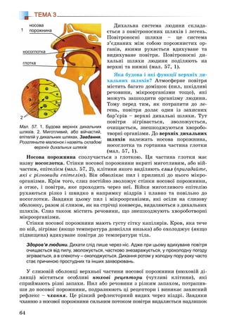 64
ТЕМА 3
Äèõàëüíà ñèñòåìà ëþäèíè ñêëàäà-
єòüñÿ ç ïîâіòðîíîñíèõ øëÿõіâ і ëåãåíü.
Ïîâіòðîíîñíі øëÿõè – öå ñèñòåìà
ç’єäíàíèõ ìіæ ñîáîþ ïîðîæíèñòèõ îð-
ãàíіâ, ÿêèìè ðóõàєòüñÿ âäèõóâàíå òà
âèäèõóâàíå ïîâіòðÿ. Ïîâіòðîíîñíі äè-
õàëüíі øëÿõè ëþäèíè ïîäіëÿþòü íà
âåðõíі òà íèæíі (ìàë. 57, 1).
ßêà áóäîâà і ÿêі ôóíêöії âåðõíіõ äè-
õàëüíèõ øëÿõіâ? Àòìîñôåðíå ïîâіòðÿ
ìіñòèòü áàãàòî äîìіøîê (ïèë, øêіäëèâі
ðå÷îâèíè, ìіêðîîðãàíіçìè òîùî), ÿêі
ìîæóòü çàøêîäèòè îðãàíіçìó ëþäèíè.
Òîìó ïåðåä òèì, ÿê ïîòðàïèòè äî ëå-
ãåíü, ïîâіòðÿ äîëàє îäèí іç çàõèñíèõ
áàð’єðіâ – âåðõíі äèõàëüíі øëÿõè. Òóò
ïîâіòðÿ çіãðіâàєòüñÿ, çâîëîæóєòüñÿ,
î÷èùàєòüñÿ, çíåøêîäæóþòüñÿ õâîðîáî-
òâîðíі îðãàíіçìè. Äî âåðõíіõ äèõàëüíèõ
øëÿõіâ íàëåæàòü íîñîâà ïîðîæíèíà,
íîñîãëîòêà òà ãîðòàííà ÷àñòèíà ãëîòêè
(ìàë. 57, 1).
Íîñîâà ïîðîæíèíà ñïîëó÷àєòüñÿ ç ãëîòêîþ. Öÿ ÷àñòèíà ãëîòêè ìàє
íàçâó íîñîãëîòêà. Ñòіíêè íîñîâîї ïîðîæíèíè âêðèòі ìèãîòëèâèì, àáî âіé-
÷àñòèì, åïіòåëієì (ìàë. 57, 2), êëіòèíè ÿêîãî âèäіëÿþòü ñëèç (ïðèãàäàéòå,
ÿêі є ðіçíîâèäè åïіòåëіþ). Âіí îáâîëіêàє ïèë і ïðèëèïëі äî íüîãî ìіêðî-
îðãàíіçìè. Êðіì òîãî, ñëèç ïîñòіéíî çâîëîæóє ñòіíêè íîñîâîї ïîðîæíèíè,
à îòæå, і ïîâіòðÿ, ÿêå ïðîõîäèòü ÷åðåç íåї. Âіéêè ìèãîòëèâîãî åïіòåëіþ
ðóõàþòüñÿ ðіçêî і øâèäêî â íàïðÿìêó íіçäðіâ і ïëàâíî òà ïîâіëüíî äî
íîñîãëîòêè. Çàâäÿêè öüîìó ïèë і ìіêðîîðãàíіçìè, ÿêі îñіëè íà ñëèçîâó
îáîëîíêó, ðàçîì çі ñëèçîì, ÿê íà ñòðі÷öі êîíâåєðà, âèäàëÿþòüñÿ ç äèõàëüíèõ
øëÿõіâ. Ñëèç òàêîæ ìіñòèòü ðå÷îâèíè, ùî çíåøêîäæóþòü õâîðîáîòâîðíі
ìіêðîîðãàíіçìè.
Ñòіíêè íîñîâîї ïîðîæíèíè ìàþòü ãóñòó ñіòêó êàïіëÿðіâ. Êðîâ, ÿêà òå÷å
ïî íіé, çіãðіâàє (ÿêùî òåìïåðàòóðà äîâêіëëÿ íèçüêà) àáî îõîëîäæóє (ÿêùî
ïіäâèùåíà) âäèõóâàíå ïîâіòðÿ äî òåìïåðàòóðè òіëà.
Здоров’я людини. Дихати слід лише через ніс. Адже при цьому вдихуване повітря
очищається від пилу, зволожується, частково знезаражується, у прохолодну погоду
зігрівається, а в спекотну – охолоджується. Дихання ротом у холодну пору року часто
стає причиною простудних та інших захворювань.
Ó ñëèçîâіé îáîëîíöі âåðõíüîї ÷àñòèíè íîñîâîї ïîðîæíèíè (íþõîâіé äі-
ëÿíöі) ìіñòÿòüñÿ îñîáëèâі íþõîâі ðåöåïòîðè (÷óòëèâі êëіòèíè), ÿêі
ñïðèéìàþòü ðіçíі çàïàõè. Ïèë àáî ðå÷îâèíè ç ðіçêèì çàïàõîì, ïîòðàïèâ-
øè äî íîñîâîї ïîðîæíèíè, ïîäðàçíþþòü öі ðåöåïòîðè і âèíèêàє çàõèñíèé
ðåôëåêñ – ÷õàííÿ. Öå ðіçêèé ðåôëåêòîðíèé âèäèõ ÷åðåç íіçäðі. Çàâäÿêè
÷õàííþ ç íîñîâîї ïîðîæíèíè ñèëüíèì ïîòîêîì ïîâіòðÿ âèäàëÿєòüñÿ íàäëèøîê
Мал. 57. 1. Будова верхніх дихальних
шляхів. 2. Миготливий, або війчастий,
епітелій у дихальних шляхах. Завдання.
Розгляньте малюнок і назвіть складові
верхніх дихальних шляхів
носова
порожнина
носоглотка
глотка
1
2
 