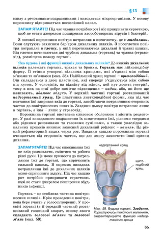 65
§13
ñëèçó ç ðå÷îâèíàìè-ïîäðàçíèêàìè і âèâîäÿòüñÿ ìіêðîîðãàíіçìè. Ó íîñîâó
ïîðîæíèíó âіäêðèâàєòüñÿ íîñîñëіçíèé êàíàë.
ЗАПАМ’ЯТАЙТЕ! Ïіä ÷àñ ÷õàííÿ ïîòðіáíî ðîò і íіñ ïðèêðèâàòè ñåðâåòêîþ,
ùîá íå ñòàòè äæåðåëîì ïîøèðåííÿ õâîðîáîòâîðíèõ âіðóñіâ і áàêòåðіé.
Ç íîñîâîї ïîðîæíèíè ïîâіòðÿ ïîòðàïëÿє â íîñîãëîòêó, äå є ìèãäàëèêè.
Âîíè ñëóãóþòü çàõèñíèì áàð’єðîì äèõàëüíèõ øëÿõіâ. Ç íîñîãëîòêè ïîâі-
òðÿ ïîòðàïëÿє â ãëîòêó, ó ÿêіé ïåðåòèíàþòüñÿ äèõàëüíі é òðàâíі øëÿõè.
Âіä ãëîòêè ïî÷èíàþòüñÿ äâі òðóáêè: äèõàëüíà (ãîðòàíü) òà òðàâíà (ñòðàâî-
õіä), ðîçìіùåíà ïîçàäó ãîðòàíі.
ßêà áóäîâà і ÿêі ôóíêöії íèæíіõ äèõàëüíèõ øëÿõіâ? Äî íèæíіõ äèõàëüíèõ
øëÿõіâ íàëåæàòü ãîðòàíü, òðàõåÿ òà áðîíõè. Ãîðòàíü ìàє ëіéêîïîäіáíó
ôîðìó. Її ñòіíêè óòâîðåíі êіëüêîìà õðÿùàìè, ÿêі ç’єäíàíі ìіæ ñîáîþ
ì’ÿçàìè òà çâ’ÿçêàìè (ìàë. 58). Íàéáіëüøèé õðÿù ãîðòàíі – ùèòîïîäіáíèé.
Âіí ñêëàäàєòüñÿ ç äâîõ ïëàñòèíîê, ÿêі ñïåðåäó ç’єäíóþòüñÿ ìіæ ñîáîþ
ïіä êóòîì. Ó ÷îëîâіêіâ, íà âіäìіíó âіä æіíîê, öåé êóò äîñèòü ãîñòðèé,
òîìó â íèõ íà øèї äîáðå ïîìіòíå ïіäâèùåííÿ – êàäèê, àáî, ÿê éîãî ùå
íàçèâàþòü, àäàìîâå ÿáëóêî. Ó âåðõíіé ÷àñòèíі ãîðòàíі ðîçòàøîâàíèé
íàäãîðòàííèé õðÿù. Öå ïëàñòèíêà ëèñòêîïîäіáíîї ôîðìè, ÿêà ïіä ÷àñ
êîâòàííÿ їæі çàêðèâàє âõіä äî ãîðòàíі, çàïîáіãàþ÷è ïîòðàïëÿííþ ñòîðîííіõ
÷àñòîê äî ïîâіòðîíîñíèõ øëÿõіâ. Çàâäÿêè öüîìó ïîâіòðÿ ïîòðàïëÿє ëèøå
â ãîðòàíü, à їæà – ëèøå ó ñòðàâîõіä.
Ïîðîæíèíà ãîðòàíі âèñòåëåíà ñëèçîâîþ îáîëîíêîþ і ìіñòèòü ðåöåïòî-
ðè. Ó ðàçі âèïàäêîâîãî ïîäðàçíåííÿ їõ øìàòî÷êàìè їæі, ðіçíèìè òâåðäèìè
àáî ðіäêèìè ðå÷îâèíàìè òà ãàçîâèìè ñóìіøàìè, à òàêîæ óíàñëіäîê çà-
ïàëüíèõ ïðîöåñіâ âèíèêàє çàõèñíèé äèõàëüíèé ðåôëåêñ – êàøåëü. Öå ðіç-
êèé ðåôëåêòîðíèé âèäèõ ÷åðåç ðîò. Çàâäÿêè êàøëþ ïîðîæíèíà ãîðòàíі
î÷èùàєòüñÿ âіä ñòîðîííіõ ÷àñòîê, ùî äàє çìîãó çàõèñòèòè іíøі îðãàíè
äèõàííÿ.
ЗАПАМ’ЯТАЙТЕ! Ïіä ÷àñ ñïîæèâàííÿ їæі
íå ñëіä ðîçìîâëÿòè, ñìіÿòèñÿ òà ðîáèòè
ðіçêі ðóõè. Öå ìîæå ïðèçâåñòè äî ïîòðàï-
ëÿííÿ їæі äî ãîðòàíі, ùî ñïðè÷èíèòü
ñèëüíèé êàøåëü. Â îêðåìèõ âèïàäêàõ
ïîòðàïëÿííÿ їæі äî äèõàëüíèõ øëÿõіâ
ìîæå ñïðè÷èíèòè çàäóõó. Ïіä ÷àñ êàøëþ
ðîò ïîòðіáíî ïðèêðèâàòè ñåðâåòêîþ,
ùîá íå ñòàòè äæåðåëîì ïîøèðåííÿ çáóä-
íèêіâ іíôåêöії.
Ãîðòàíü – öå îñîáëèâà ÷àñòèíà ïîâіòðî-
íîñíèõ øëÿõіâ. Êðіì ïðîâåäåííÿ ïîâіòðÿ,
âîíà áåðå ó÷àñòü ó ãîëîñîóòâîðåííі. Ó ïðî-
ñâіòі ãîðòàíі (â її ñåðåäíіé ÷àñòèíі) ðîçòà-
øîâàíèé ãîëîñîâèé àïàðàò, îñíîâó ÿêîãî
ñêëàäàþòü ãîëîñîâі çâ’ÿçêè òà ãîëîñîâі
ì’ÿçè (ìàë. 59).
Мал. 58. Будова гортані. Завдання.
Користуючись текстом і малюнком,
охарактеризуйте функцію надгор-
танного хряща
надгортанний хрящ
щито-
подібний
хрящ
 