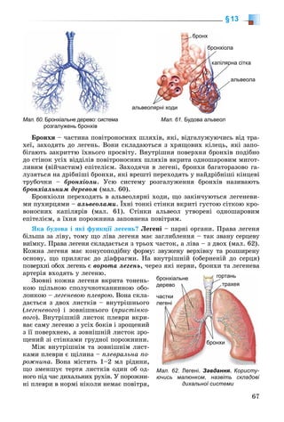 67
§13
Мал. 60. Бронхіальне дерево: система
розгалужень бронхів
Мал. 61. Будова альвеол
бронх
олабронхіо
ярна сіткакапіл
альвеола
альвеоляярні ходи
Áðîíõè – ÷àñòèíà ïîâіòðîíîñíèõ øëÿõіâ, ÿêі, âіäãàëóæóþ÷èñü âіä òðà-
õåї, çàõîäÿòü äî ëåãåíü. Âîíè ñêëàäàþòüñÿ ç õðÿùîâèõ êіëåöü, ÿêі çàïî-
áіãàþòü çàêðèòòþ їõíüîãî ïðîñâіòó. Âíóòðіøíÿ ïîâåðõíÿ áðîíõіâ ïîäіáíî
äî ñòіíîê óñіõ âіääіëіâ ïîâіòðîíîñíèõ øëÿõіâ âêðèòà îäíîøàðîâèì ìèãîò-
ëèâèì (âіé÷àñòèì) åïіòåëієì. Çàõîäÿ÷è â ëåãåíі, áðîíõè áàãàòîðàçîâî ãà-
ëóçÿòüñÿ íà äðіáíіøі áðîíõè, ÿêі âðåøòі ïåðåõîäÿòü ó íàéäðіáíіøі êіíöåâі
òðóáî÷êè – áðîíõіîëè. Óñþ ñèñòåìó ðîçãàëóæåííÿ áðîíõіâ íàçèâàþòü
áðîíõіàëüíèì äåðåâîì (ìàë. 60).
Áðîíõіîëè ïåðåõîäÿòü â àëüâåîëÿðíі õîäè, ùî çàêіí÷óþòüñÿ ëåãåíåâè-
ìè ïóõèðöÿìè – àëüâåîëàìè. Їõíі òîíêі ñòіíêè âêðèòі ãóñòîþ ñіòêîþ êðî-
âîíîñíèõ êàïіëÿðіâ (ìàë. 61). Ñòіíêè àëüâåîë óòâîðåíі îäíîøàðîâèì
åïіòåëієì, à їõíÿ ïîðîæíèíà çàïîâíåíà ïîâіòðÿì.
ßêà áóäîâà і ÿêі ôóíêöії ëåãåíü? Ëåãåíі – ïàðíі îðãàíè. Ïðàâà ëåãåíÿ
áіëüøà çà ëіâó, òîìó ùî ëіâà ëåãåíÿ ìàє çàãëèáëåííÿ – òàê çâàíó ñåðöåâó
âèїìêó. Ïðàâà ëåãåíÿ ñêëàäàєòüñÿ ç òðüîõ ÷àñòîê, à ëіâà – ç äâîõ (ìàë. 62).
Êîæíà ëåãåíÿ ìàє êîíóñîïîäіáíó ôîðìó: çâóæåíó âåðõіâêó òà ðîçøèðåíó
îñíîâó, ùî ïðèëÿãàє äî äіàôðàãìè. Íà âíóòðіøíіé (îáåðíåíіé äî ñåðöÿ)
ïîâåðõíі îáîõ ëåãåíü є âîðîòà ëåãåíü, ÷åðåç ÿêі íåðâè, áðîíõè òà ëåãåíåâà
àðòåðіÿ âõîäÿòü ó ëåãåíþ.
Ççîâíі êîæíà ëåãåíÿ âêðèòà òîíåíü-
êîþ ùіëüíîþ ñïîëó÷íîòêàíèííîþ îáî-
ëîíêîþ – ëåãåíåâîþ ïëåâðîþ. Âîíà ñêëà-
äàєòüñÿ ç äâîõ ëèñòêіâ – âíóòðіøíüîãî
(ëåãåíåâîãî) і çîâíіøíüîãî (ïðèñòіíêî-
âîãî). Âíóòðіøíіé ëèñòîê ïëåâðè âêðè-
âàє ñàìó ëåãåíþ ç óñіõ áîêіâ і çðîùåíèé
ç її ïîâåðõíåþ, à çîâíіøíіé ëèñòîê çðî-
ùåíèé çі ñòіíêàìè ãðóäíîї ïîðîæíèíè.
Ìіæ âíóòðіøíіì òà çîâíіøíіì ëèñò-
êàìè ïëåâðè є ùіëèíà – ïëåâðàëüíà ïî-
ðîæíèíà. Âîíà ìіñòèòü 1–2 ìë ðіäèíè,
ùî çìåíøóє òåðòÿ ëèñòêіâ îäèí îá îä-
íîãî ïіä ÷àñ äèõàëüíèõ ðóõіâ. Ó ïîðîæíè-
íі ïëåâðè â íîðìі íіêîëè íåìàє ïîâіòðÿ,
Мал. 62. Легені. Завдання. Користу-
ючись малюнком, назвіть складові
дихальної системи
частки
ллегені
гортань
трахея
бронхіальне
ддерево
бронхи
 