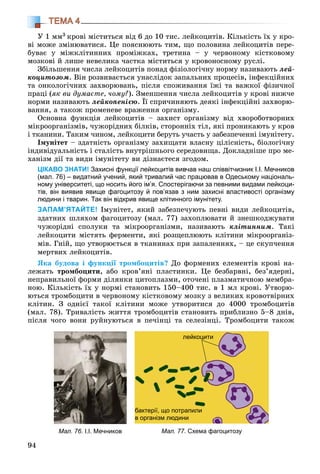94
ТЕМА 4
Ó 1 ìì3 êðîâі ìіñòèòüñÿ âіä 6 äî 10 òèñ. ëåéêîöèòіâ. Êіëüêіñòü їõ ó êðî-
âі ìîæå çìіíþâàòèñÿ. Öå ïîÿñíþþòü òèì, ùî ïîëîâèíà ëåéêîöèòіâ ïåðå-
áóâàє ó ìіæêëіòèííèõ ïðîìіæêàõ, òðåòèíà – ó ÷åðâîíîìó êіñòêîâîìó
ìîçêîâі é ëèøå íåâåëèêà ÷àñòêà ìіñòèòüñÿ ó êðîâîíîñíîìó ðóñëі.
Çáіëüøåííÿ ÷èñëà ëåéêîöèòіâ ïîíàä ôіçіîëîãі÷íó íîðìó íàçèâàþòü ëåé-
êîöèòîçîì. Âіí ðîçâèâàєòüñÿ óíàñëіäîê çàïàëüíèõ ïðîöåñіâ, іíôåêöіéíèõ
òà îíêîëîãі÷íèõ çàõâîðþâàíü, ïіñëÿ ñïîæèâàííÿ їæі òà âàæêîї ôіçè÷íîї
ïðàöі (ÿê âè äóìàєòå, ÷îìó?). Çìåíøåííÿ ÷èñëà ëåéêîöèòіâ ó êðîâі íèæ÷å
íîðìè íàçèâàþòü ëåéêîïåíієþ. Її ñïðè÷èíÿþòü äåÿêі іíôåêöіéíі çàõâîðþ-
âàííÿ, à òàêîæ ïðîìåíåâå âðàæåííÿ îðãàíіçìó.
Îñíîâíà ôóíêöіÿ ëåéêîöèòіâ – çàõèñò îðãàíіçìó âіä õâîðîáîòâîðíèõ
ìіêðîîðãàíіçìіâ, ÷óæîðіäíèõ áіëêіâ, ñòîðîííіõ òіë, ÿêі ïðîíèêàþòü ó êðîâ
і òêàíèíè. Òàêèì ÷èíîì, ëåéêîöèòè áåðóòü ó÷àñòü ó çàáåçïå÷åííі іìóíіòåòó.
Іìóíіòåò – çäàòíіñòü îðãàíіçìó çàõèùàòè âëàñíó öіëіñíіñòü, áіîëîãі÷íó
іíäèâіäóàëüíіñòü і ñòàëіñòü âíóòðіøíüîãî ñåðåäîâèùà. Äîêëàäíіøå ïðî ìå-
õàíіçì äії òà âèäè іìóíіòåòó âè äіçíàєòåñÿ çãîäîì.
ЦІКАВО ЗНАТИ! Захисні функції лейкоцитів вивчав наш співвітчизник І.І. Мечников
(мал. 76) – видатний учений, який тривалий час працював в Одеському національ-
ному університеті, що носить його ім’я. Спостерігаючи за певними видами лейкоци-
тів, він виявив явище фагоцитозу й пов’язав з ним захисні властивості організму
людини і тварин. Так він відкрив явище клітинного імунітету.
ЗАПАМ’ЯТАЙТЕ! Іìóíіòåò, ÿêèé çàáåçïå÷óþòü ïåâíі âèäè ëåéêîöèòіâ,
çäàòíèõ øëÿõîì ôàãîöèòîçó (ìàë. 77) çàõîïëþâàòè é çíåøêîäæóâàòè
÷óæîðіäíі ñïîëóêè òà ìіêðîîðãàíіçìè, íàçèâàþòü êëіòèííèì. Òàêі
ëåéêîöèòè ìіñòÿòü ôåðìåíòè, ÿêі ðîçùåïëþþòü êëіòèíè ìіêðîîðãàíіç-
ìіâ. Ãíіé, ùî óòâîðþєòüñÿ â òêàíèíàõ ïðè çàïàëåííÿõ, – öå ñêóï÷åííÿ
ìåðòâèõ ëåéêîöèòіâ.
ßêà áóäîâà і ôóíêöії òðîìáîöèòіâ? Äî ôîðìåíèõ åëåìåíòіâ êðîâі íà-
ëåæàòü òðîìáîöèòè, àáî êðîâ’ÿíі ïëàñòèíêè. Öå áåçáàðâíі, áåç’ÿäåðíі,
íåïðàâèëüíîї ôîðìè äіëÿíêè öèòîïëàçìè, îòî÷åíі ïëàçìàòè÷íîþ ìåìáðà-
íîþ. Êіëüêіñòü їõ ó íîðìі ñòàíîâèòü 150–400 òèñ. â 1 ìë êðîâі. Óòâîðþ-
þòüñÿ òðîìáîöèòè â ÷åðâîíîìó êіñòêîâîìó ìîçêó ç âåëèêèõ êðîâîòâіðíèõ
êëіòèí. Ç îäíієї òàêîї êëіòèíè ìîæå óòâîðèòèñÿ äî 4000 òðîìáîöèòіâ
(ìàë. 78). Òðèâàëіñòü æèòòÿ òðîìáîöèòіâ ñòàíîâèòü ïðèáëèçíî 5–8 äíіâ,
ïіñëÿ ÷îãî âîíè ðóéíóþòüñÿ â ïå÷іíöі òà ñåëåçіíöі. Òðîìáîöèòè òàêîæ
Мал. 77. Схема фагоцитозуМал. 76. І.І. Мечников
лейкоцити
бактерії, що потрапили
в організм людини
 