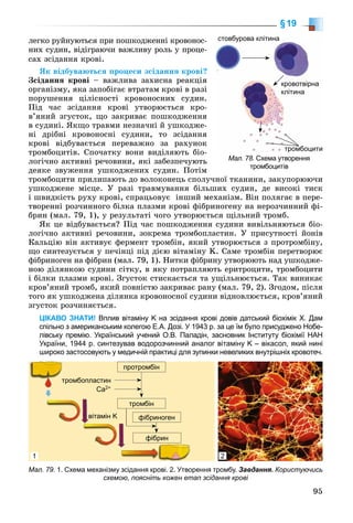 95
§19
ëåãêî ðóéíóþòüñÿ ïðè ïîøêîäæåííі êðîâîíîñ-
íèõ ñóäèí, âіäіãðàþ÷è âàæëèâó ðîëü ó ïðîöå-
ñàõ çñіäàííÿ êðîâі.
ßê âіäáóâàþòüñÿ ïðîöåñè çñіäàííÿ êðîâі?
Çñіäàííÿ êðîâі – âàæëèâà çàõèñíà ðåàêöіÿ
îðãàíіçìó, ÿêà çàïîáіãàє âòðàòàì êðîâі â ðàçі
ïîðóøåííÿ öіëіñíîñòі êðîâîíîñíèõ ñóäèí.
Ïіä ÷àñ çñіäàííÿ êðîâі óòâîðþєòüñÿ êðî-
â’ÿíèé çãóñòîê, ùî çàêðèâàє ïîøêîäæåííÿ
â ñóäèíі. ßêùî òðàâìè íåçíà÷íі é óøêîäæå-
íі äðіáíі êðîâîíîñíі ñóäèíè, òî çñіäàííÿ
êðîâі âіäáóâàєòüñÿ ïåðåâàæíî çà ðàõóíîê
òðîìáîöèòіâ. Ñïî÷àòêó âîíè âèäіëÿþòü áіî-
ëîãі÷íî àêòèâíі ðå÷îâèíè, ÿêі çàáåçïå÷óþòü
äåÿêå çâóæåííÿ óøêîäæåíèõ ñóäèí. Ïîòіì
òðîìáîöèòè ïðèëèïàþòü äî âîëîêîíåöü ñïîëó÷íîї òêàíèíè, çàêóïîðþþ÷è
óøêîäæåíå ìіñöå. Ó ðàçі òðàâìóâàííÿ áіëüøèõ ñóäèí, äå âèñîêі òèñê
і øâèäêіñòü ðóõó êðîâі, ñïðàöüîâóє іíøèé ìåõàíіçì. Âіí ïîëÿãàє â ïåðå-
òâîðåííі ðîç÷èííîãî áіëêà ïëàçìè êðîâі ôіáðèíîãåíó íà íåðîç÷èííèé ôі-
áðèí (ìàë. 79, 1), ó ðåçóëüòàòі ÷îãî óòâîðþєòüñÿ ùіëüíèé òðîìá.
ßê öå âіäáóâàєòüñÿ? Ïіä ÷àñ ïîøêîäæåííÿ ñóäèíè âèâіëüíÿþòüñÿ áіî-
ëîãі÷íî àêòèâíі ðå÷îâèíè, çîêðåìà òðîìáîïëàñòèí. Ó ïðèñóòíîñòі éîíіâ
Êàëüöіþ âіí àêòèâóє ôåðìåíò òðîìáіí, ÿêèé óòâîðþєòüñÿ ç ïðîòðîìáіíó,
ùî ñèíòåçóєòüñÿ ó ïå÷іíöі ïіä äієþ âіòàìіíó K. Ñàìå òðîìáіí ïåðåòâîðþє
ôіáðèíîãåí íà ôіáðèí (ìàë. 79, 1). Íèòêè ôіáðèíó óòâîðþþòü íàä óøêîäæå-
íîþ äіëÿíêîþ ñóäèíè ñіòêó, â ÿêó ïîòðàïëÿþòü åðèòðîöèòè, òðîìáîöèòè
і áіëêè ïëàçìè êðîâі. Çãóñòîê ñòèñêàєòüñÿ òà óùіëüíþєòüñÿ. Òàê âèíèêàє
êðîâ’ÿíèé òðîìá, ÿêèé ïîâíіñòþ çàêðèâàє ðàíó (ìàë. 79, 2). Çãîäîì, ïіñëÿ
òîãî ÿê óøêîäæåíà äіëÿíêà êðîâîíîñíîї ñóäèíè âіäíîâëþєòüñÿ, êðîâ’ÿíèé
çãóñòîê ðîç÷èíÿєòüñÿ.
ЦІКАВО ЗНАТИ! Вплив вітаміну K на зсідання крові довів датський біохімік Х. Дам
спільно з американським колегою Е.А. Дозі. У 1943 р. за це їм було присуджено Нобе-
лівську премію. Український учений О.В. Паладін, засновник Інституту біохімії НАН
України, 1944 р. синтезував водорозчинний аналог вітаміну K – вікасол, який нині
широко застосовують у медичній практиці для зупинки невеликих внутрішніх кровотеч.
Мал. 79. 1. Схема механізму зсідання крові. 2. Утворення тромбу. Завдання. Користуючись
схемою, поясніть кожен етап зсідання крові
тромбопластин
Са2+
вітамін K
1 2
протромбін
тромбін
фібриноген
фібрин
Мал. 78. Схема утворення
тромбоцитів
б істовбурова клітина
р цтромбоцити
кровотвірна
клітина
 