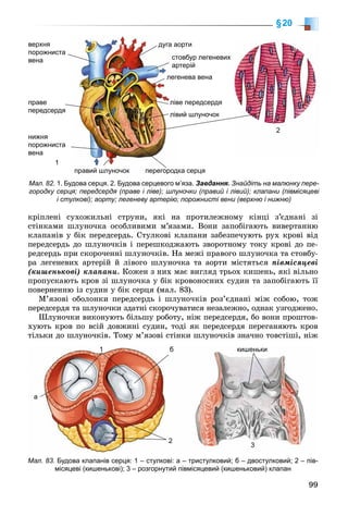 99
êðіïëåíі ñóõîæèëüíі ñòðóíè, ÿêі íà ïðîòèëåæíîìó êіíöі ç’єäíàíі çі
ñòіíêàìè øëóíî÷êà îñîáëèâèìè ì’ÿçàìè. Âîíè çàïîáіãàþòü âèâåðòàííþ
êëàïàíіâ ó áіê ïåðåäñåðäü. Ñòóëêîâі êëàïàíè çàáåçïå÷óþòü ðóõ êðîâі âіä
ïåðåäñåðäü äî øëóíî÷êіâ і ïåðåøêîäæàþòü çâîðîòíîìó òîêó êðîâі äî ïå-
ðåäñåðäü ïðè ñêîðî÷åííі øëóíî÷êіâ. Íà ìåæі ïðàâîãî øëóíî÷êà òà ñòîâáó-
ðà ëåãåíåâèõ àðòåðіé é ëіâîãî øëóíî÷êà òà àîðòè ìіñòÿòüñÿ ïіâìіñÿöåâі
(êèøåíüêîâі) êëàïàíè. Êîæåí ç íèõ ìàє âèãëÿä òðüîõ êèøåíü, ÿêі âіëüíî
ïðîïóñêàþòü êðîâ çі øëóíî÷êà ó áіê êðîâîíîñíèõ ñóäèí òà çàïîáіãàþòü її
ïîâåðíåííþ іç ñóäèí ó áіê ñåðöÿ (ìàë. 83).
Ì’ÿçîâі îáîëîíêè ïåðåäñåðäü і øëóíî÷êіâ ðîç’єäíàíі ìіæ ñîáîþ, òîæ
ïåðåäñåðäÿ òà øëóíî÷êè çäàòíі ñêîðî÷óâàòèñÿ íåçàëåæíî, îäíàê óçãîäæåíî.
Øëóíî÷êè âèêîíóþòü áіëüøó ðîáîòó, íіæ ïåðåäñåðäÿ, áî âîíè ïðîøòîâ-
õóþòü êðîâ ïî âñіé äîâæèíі ñóäèí, òîäі ÿê ïåðåäñåðäÿ ïåðåãàíÿþòü êðîâ
òіëüêè äî øëóíî÷êіâ. Òîìó ì’ÿçîâі ñòіíêè øëóíî÷êіâ çíà÷íî òîâñòіøі, íіæ
§20
Мал. 82. 1. Будова серця. 2. Будова серцевого м’яза. Завдання. Знайдіть на малюнку пере-
городку серця; передсердя (праве і ліве); шлуночки (правий і лівий); клапани (півмісяцеві
і стулкові); аорту; легеневу артерію; порожнисті вени (верхню і нижню)
верхня
порожниста
вена
нижня
порожниста
вена
овбур легеневихсто
терійарт
енева веналеге
е передсердялівеправе
передсердя
ий шлуночокліви
ка серцяперегородкправий шлуночок
ортидуга ао
1
2
Мал. 83. Будова клапанів серця: 1 – стулкові: а – тристулковий; б – двостулковий; 2 – пів-
місяцеві (кишенькові); 3 – розгорнутий півмісяцевий (кишеньковий) клапан
а
бб11 кишеньки
2
3
 