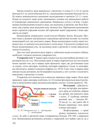 102
Значна кількість води виводиться з організму із сечею (1,1÷1,6 л), калом
(близько 0,3 л), потом (близько 0,6 л), з видихуваним повітрям (близько 0,4 л).
Ці втрати компенсуються щоденним надходженням в організм 2,5–3 л води.
Однак ця кількість може різко змінюватися залежно від виконуваної роботи
й температури зовнішнього середовища. Наприклад, улітку в зв’язку з підви-
щеним потовиділенням кількість води, що надходить в організм, має бути біль-
шою, ніж узимку, коли виділення поту зменшується. Припинення надходження
води в організм упродовж кількох діб спричиняє важкі порушення і може при-
звести до смерті.
Концентрація мінеральних солей (сполук Натрію, Калію, Кальцію, Маг-
нію тощо) у рідинах внутрішнього середовища організмів впливає на ступінь
концентрації сечі, яку виділяють нирки. Якщо концентрація солей у крові під-
вищується, то зменшується виділення із сечею води. У результаті утворюється
більш концентрована сеча. За надлишку води в організмі із сечею виводиться
значна її кількість.
Для того щоб зрозуміти роль нирок у здійсненні водно-сольового обміну,
необхідно з’ясувати механізм утворення сечі.
Утворення сечі. У нирках кров очищується від непотрібних речовин і пе-
ретворюється на сечу. Постачання кров’ю нирок відрізняється від постачання
інших органів тим, що в нирках кров проходить через дві, розташовані одна
за одною, сітки капілярів: клубочка капілярів ниркового тільця та капілярів,
що обплітають звивисті канальці нефрону (іл. 69 б). Саме тому в нирках кров
швидко віддає речовини, які безперервно надходять у неї з клітин і підлягають
виведенню з організму із сечею.
Утворення сечі починається в капсулах кіркового шару нирок. Коли кров
проходить через капіляри клубочків, то з її плазми фільтруються вода й розчи-
нені в ній речовини (крім високомолекулярних сполук і клітин крові) (іл. 70).
Фільтрація здійснюєть-
ся тому, що артерія, яка прино-
сить кров до клубочка, ширша
від артерії, яка виносить кров
з нього. У клубочку виникає
високий тиск  — близько 60–
70 мм рт. ст., що удвічі або й
більше перевищує тиск крові
в інших капілярах.
Відфільтровану з крові
рідину називають первинною
сечею. За добу в організмі може утворюватися близько 150–180 л первинної
сечі. Концентрація розчинених речовин у первинній сечі майже така ж, як у
Іл. 70. Утворення сечі: 1 — фільтрація;
2 — реабсорбція
 