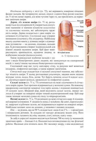 107
Похідними епідермісу є нігті (іл. 72), які вкривають поверхню кінцевих
фаланг пальців. Це чотирикутні, щільні, опуклі з одного боку рогові пластин-
ки. У нігтях немає нервів, але вони чутливі через те, що прилягають до нерво-
вих закінчень шкіри.
Дерма, або власне шкіра (іл.  71 в), розта-
шовується під епідермісом й утворюється сполуч-
ною тканиною зі значною кількістю колагенових
та еластичних волокон, які забезпечують пруж-
ність шкіри. Дерма складається з двох шарів: со-
сочкового й сітчастого. Сосочковий шар утворює
випинання (сосочки) у бік епідермісу. Найбільшу
висоту сосочки мають у ділянках шкіри з підвище-
ною чутливістю — на долонях, підошвах, пальцях
рук. Їх розташування створює індивідуальний для
кожної людини малюнок шкіри. Цей факт вико-
ристовують криміналісти, шукаючи людину за
відбитками пальців (дактилоскопія).
Також індивідуальні відбитки пальців є од-
ним з видів біометричних даних людини, які записуються на електронний
носій і є невід’ємною частиною біо­метричного паспорта.
Сосочковий шар має густу капілярну сітку, за рахунок якої живиться
епідерміс, лімфатичні капіляри, а також нервові закінчення.
Сітчастий шар складається зі щільної сполучної тканини, яка забезпе-
чує міцність шкіри. У ньому розташовані рецептори, завдяки яким людина
відчуває тепло, холод, біль, дотик. Тут беруть початок сальні й потові зало-
зи, містяться корені волосся, кровоносні та лімфатичні судини.
Сальні залози (іл. 71 а, 73) починаються на межі сосочкового й сітчас-
того шарів дерми. Їхні протоки відкриваються у волосяні сумки. На кожному
квадратному сантиметрі поверхні тіла (крім долонь і підошов) поміщається
15 сальних залоз. Шкірний жир, який виділяють сальні залози, змащує во-
лосся й утворює на поверхні шкіри тонкий водонепроникний шар. Цей шар
також захищає волосяні сумки від пилу та мікроорганізмів.
Потові залози (іл. 71 а, 73) розміщені на межі сітчастого шару й підшкір-
ної жирової клітковини. У людини їх понад 2 мільйони. Це довгі, нерозгалуже-
ні, закручені клубочком залози, які відкриваються порами на поверхні шкіри.
Найбільше потових залоз на долонях, у пахвових і пахових складках.
Піт — це рідина, яка на 98 % складається з води й на 2 % — з органічних
і мінеральних речовин. За складом піт нагадує розведену водою сечу. Його
інтенсивність залежить від віку людини, статі, погоди, одягу тощо.
За добу в дорослої людини виділяється близько 700 мл поту (у мешканців
тропічних країн — близько 4 л). Посилюється потовиділення під час фізичної
роботи. Маленькі діти пітніють мало. Піт зволожує шкіру, з ним виділяються
Іл. 72. Будова нігтя
 
