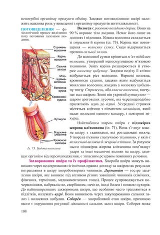 108
непотрібні організму продукти обміну. Завдяки потовиділенню шкірі нале-
жить важлива роль у виведенні з організму продуктів життєдіяльності.
Волосся є роговою похідною дерми. Воно на
90 % вкриває тіло людини. Немає його лише на
долонях і підошвах. Кожна волосина складається
зі стрижня й кореня (іл. 73). Корінь має потов-
щення  — волосяну сумку. Сюди відкривається
протока сальної залози.
До волосяної сумки кріпиться м’яз-підіймач
волосини, утворений непосмугованою м’язовою
тканиною. Знизу корінь розширюється й утво-
рює волосяну цибулину. Завдяки поділу її клітин
відбувається ріст волосини. Нервові волокна,
кровоносні судини, завдяки яким відбувається
живлення волосини, входять у волосяну цибули-
ну знизу. Стрижень, або власне волосина, висту-
пає над шкірою. Зовні він укритий кутикулою —
шаром зроговілих лусочок, які черепицеподібно
прилягають одна до одної. Усередині стрижня
містяться клітини з пігментом меланіном, який
надає волосині певного кольору, і повітряні мі-
хурці.
Найглибшим шаром шкіри є підшкірна
жирова клітковина (іл. 71). Вона з’єднує влас-
не шкіру з тканинами, які розташовані нижче.
Утворена пухкою сполучною тканиною, у якій є
колагенові волокна й жирові клітини. За рахунок
цього підшкірна жирова клітковина пом’якшує
удари та інші механічні впливи на шкіру, захи-
щає організм від переохолодження, є запасним резервом поживних речовин.
Захворювання шкіри та їх профілактика. Хвороби шкіри можуть ви-
никати через недотримання гігієнічних правил догляду за шкірою як результат
потрапляння в шкіру хвороботворних чинників. Дермати́ т — гостре запа-
лення шкіри, яке виникає під впливом різних зовнішніх чинників (хімічних,
фізичних, термічних, медикаментозних тощо). Процес супроводжується по-
червонінням, набряклістю, свербінням, печією, іноді болем і появою пухирів.
До найпоширеніших захворювань шкіри, що особливо часто трапляються в
підлітків, належать вугрі. Вони виникають через закупорювання сальних за-
лоз і волосяних цибулин. Себоре́я  — хворобливий стан шкіри, причиною
якого є порушення регуляції діяльності сальних залоз шкіри. Себорея може
Іл. 73. Будова волосини
ПОТОВИДІЛЕННЯ  — фі­
зіологічний процес виділення
поту потовими залозами лю-
дини.
 