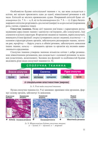 11
Особливістю будови епітеліальної тканини є те, що вона складається з
клітин, які щільно прилягають одна до одної; міжклітинної речовини в ній
мало. Епітелій не містить кровоносних судин. Покривний епітелій буває од-
ношаровим (іл. 7 А — а, б, в) та багатошаровим (іл. 7 А — г). Серед багато-
шарового епітелію розрізняють зроговілий (шкіра) та незроговілий (порожнина
рота, глотки, стравохід тощо).
Сполучна тканина. Назва цієї тканини пов’язана з характерним розта-
шуванням серед інших тканин і здатністю «зв’язувати», або «сполучати», їхні
елементи в цілісні структури. В організмі людини ці тканини, окрім сполучної,
виконують й інші функції: опорну (утворюють скелет людини); пластичну — є
основою структури різних органів, забезпечують регенерацію тканин, загоєн-
ня ран; трофічну — беруть участь в обміні речовин, забезпечують живлення
інших тканин; захисну — захищають органи та організм від впливів навко-
лишнього середовища.
Сполучна тканина утворена значною кількістю клітин і добре розвине-
ною міжклітинною речовиною, яка складається з основної речовини та воло-
кон (еластичних, колагенових). Залежно від функцій та особливостей будови
виділяють різні види сполучної тканини (іл. 8).
Пухка сполучна тканина (іл. 9 а) заповнює проміжки між органами, фор-
мує основу органів, забезпечує їх живлення.
Іл. 8. Різні види сполучної тканини
Іл. 9. Мікроскопічна будова сполучних тканин:
а — пухкої; б — щільної; в — жирової
 