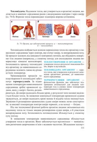 111
Тепловіддача. Надлишок тепла, яке утворюється в організмі людини, ви-
діляється в зовнішнє середовище разом з видихуваним повітрям і через шкіру
(іл. 74 б). Втратам тепла перешкоджає підшкірна жирова клітковина.
Тепловіддача відбувається шляхом перенесення тепла від організму в на-
вколишнє середовище через повітря, яке оточує шкіру, та випаровування поту.
Ці процеси залежать від швидкості повітряних потоків, що обдувають поверх-
ню тіла людини (наприклад, у спекотну погоду для охолодження людина ви-
користовує кімнатні вентилятори).
Інтенсивність процесу тепловіддачі
від організму до навколишнього се-
редовища залежить також від різни-
ці їхніх температур.
Урівноваження процесів те-
плоутворення й тепловіддачі забез-
печує терморегуляція. За підви-
щення температури навколишнього
середовища дрібні кровоносні су-
дини, яких у шкірі є багато, розши-
рюються. До шкіри надходить більше крові, у результаті чого назовні виділя-
ється більше тепла. За зниження зовнішньої температури кровоносні судини
звужуються, до шкіри надходить крові менше й віддача тепла зменшується.
Звуження й розширення кровоносних судин шкіри можна легко спостеріга-
ти: за високої температури повітря шкіра червоніє, а на холоді — блідне.
Під час інтенсивної фізичної роботи організм людини звільняються від
надлишку тепла не тільки завдяки розширенню судин шкіри, а й унаслідок
випаровування поту. Інтенсивність потовиділення збільшується у спекотну
суху погоду.
Зі зниженням температури навколишнього середовища збільшується
утворення тепла в організмі. Воно забезпечується тремтінням — мимовіль-
ним ритмічним скороченням м’язів з великою частотою. Збільшення теплоут-
Іл. 74. Органи, що забезпечують процеси: а — теплоутворення;
б — тепловіддачі
ТЕПЛОУТВОРЕННЯ В ОРГАНІЗМІ  —
утворення тепла в результаті окиснення біл-
ків, жирів та вуглеводів.
ТЕПЛОВІДДАЧА ОРГАНІЗМУ  — пере-
хід тепла, яке утворилося в результаті окис-
нення органічних речовин, до навколиш-
нього середовища.
ТЕРМОРЕГУЛЯЦІЯ ОРГАНІЗМУ  —
фізіологічна функція, яка забезпечує під-
тримання оптимальної для людини тем-
ператури тіла в умовах зміни температури
навколишнього середовища.
 