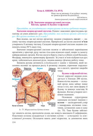 114
Тема 6. ОПОРА ТА РУХ
Ніщо так не виснажує й не руйнує людину,
як тривала фізична бездіяльність.
Арісто́тель,
давньогрецький учений-енциклопедист
§ 28. Значення опорно-рухової системи.  
Кістки, хрящі: їх будова та функції
Пригадайте, як ускладнювалась опорно-рухова система хребетних тварин.
Значення опорно-рухової системи. Одним з важливих пристосувань ор-
ганізму до умов довкілля є рух. Пригадайте, яка система органів забезпечує
рух. Які органи входять до її складу?
Вам відомо, що всі кістки організму людини утворюють скелет — па-
сивну частину опорно-рухової системи. Прикріплені до кісток скелетні м’язи
утворюють її активну частину. Складові опорно-рухової системи людини ста-
новлять понад 50 % маси тіла.
Значення опорно-рухової системи полягає в забезпеченні переміщення
організмів у просторі, руху частин тіла одна відносно одної, опори та захисту
найважливіших органів. Кістки скелета беруть участь в обміні солей Кальцію,
Фосфору, виконують кровотворну функцію. За участі м’язів відбувається рух
крові, здійснюються дихальні рухи, людина виконує фізичну роботу тощо.
Знижена рухова активність (гіподинамія) є одним з чинників, який не-
гативно впливає на процеси росту й розвитку людини, спричиняє порушен-
ня в скелеті, хронічні хвороби
тощо.
Будова та функції кісток.
Скелет дорослої людини скла-
дається із близько 200 кісток.
Кожна кістка людини — склад-
ний орган: вона займає певне
місце в тілі, має свою форму й
будову та виконує властиву їй
функцію. Кістки утворені кіст-
ковою тканиною.
Основною структурною
одиницею кісткової тканини є
остеон — циліндричний утвір
з нашарувань кісткових плас-
тинок, уставлених одна в одну
(іл.  75). Така будова забезпе-
чує міцність кістки, протидіючи силам, що можуть викликати її деформацію.
Пластинки остеона складаються із кісткових клітин — остеоцитів та між-
клітинної речовини. Остеоцити мають довгі відростки, за допомогою яких
Іл. 75. Мікроскопічна будова кістки
 