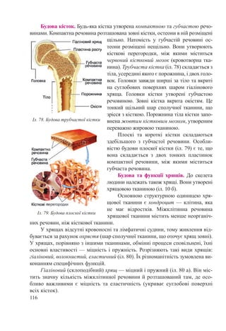 116
Будова кісток. Будь-яка кістка утворена компактною та губчастою речо-
винами. Компактна речовина розташована зовні кістки, остеони в ній розміщені
щільно. Натомість у губчастій речовині ос-
теони розміщені нещільно. Вони утворюють
кісткові перегородки, між якими міститься
червоний кістковий мозок (кровотворна тка-
нина). Трубчаста кістка (іл. 78) складається з
тіла, усередині якого є порожнина, і двох голо-
вок. Головки завжди ширші за тіло та вкриті
на суглобових поверхнях шаром гіалінового
хряща. Го­ловки кістки утворені губчастою
речовиною. Зовні кістка вкрита окістям. Це
тонкий щільний шар сполучної тканини, що
зрісся з кісткою. Порожнина тіла кістки запо-
внена жовтим кістковим мозком, утвореним
переважно жировою тканиною.
Плоскі та короткі кістки складаються
здебільшого з губчастої речовини. Особли-
вістю будови плоскої кістки (іл. 79) є те, що
вона складається з двох тонких пластинок
компактної речовини, між якими міститься
губчаста речовина.
Будова та функції хрящів. До скелета
людини належать також хрящі. Вони утворені
хрящовою тканиною (іл. 10 б).
Основною структурною одиницею хря-
щової тканини є хондроцит — клітина, яка
не має відростків. Міжклітинна речовина
хрящової тканини містить менше неорганіч-
них речовин, ніж кісткової тканини.
У хрящах відсутні кровоносні та лімфатичні судини, тому живлення від-
бувається за рахунок охрястя (шар сполучної тканини, що оточує хрящ зовні).
У хрящах, порівняно з іншими тканинами, обмінні процеси сповільнені, їхні
основні властивості — міцність і пружність. Розрізняють такі види хрящів:
гіаліновий, волокнистий, еластичний (іл. 80). Їх різноманітність зумовлена ви-
конанням специфічних функцій.
Гіаліновий (склоподібний) хрящ — міцний і пружний (іл. 80 а). Він міс-
тить значну кількість міжклітинної речовини й розташований там, де осо-
бливо важливими є міцність та еластичність (укриває суглобові поверхні
всіх кісток).
Іл. 78. Будова трубчастої кістки
Іл. 79. Будова плоскої кістки
 