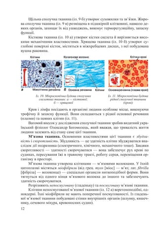 12
Щільна сполучна тканина (іл. 9 б) утворює сухожилки та зв’ˆязки. Жиро-
ва сполучна тканина (іл. 9 в) розміщена в підшкірній клітковині, навколо де-
яких органів, захищає їх від ушкоджень, виконує терморегуляційну, запасну
функції.
Кісткова тканина (іл. 10 а) утворює кістки скелета й вирізняється висо-
кими механічними властивостями. Хрящова тканина (іл. 10 б) утворює су-
глобові поверхні кісток, міститься в міжхребцевих дисках, з неї побудована
вушна раковина.
Кров і лімфа посідають в організмі людини особливе місце, виконуючи
трофічну й захисну функції. Вони складаються з рідкої основної речовини
(плазми) та певних клітин (іл. 11).
Вагомий внесок у дослідження сполучної тканини зробив видатний укра-
їнський фізіолог Олександр Богомолець, який вважав, що тривалість життя
людини залежить від стану саме цієї тканини.
М’язова тканина. Основними властивостями цієї тканини є збудли-
вість і скоротливість. Збудливість — це здатність клітин збуджуватися вна-
слідок дії подразника (електричного, хімічного, механічного тощо). Завдяки
скоротливості — здатності скорочуватися — вона забезпечує рух крові по
судинах, пересування їжі в травному тракті, роботу серця, переміщення ор-
ганізму в просторі.
М’язова тканина утворена клітинами — м’язовими волокнами. У їхній
цитоплазмі містяться міо­фібрили (від грец. myos [мiос] — м’яз; лат. fibrilla
[фібріла] — волоконце) — спеціальні органели ниткоподібної форми. Вони
тягнуться від одного кінця м’язового волокна до іншого та забезпечують
здатність скорочуватися.
Розрізняють непосмуговану (гладеньку) та посмуговану м’язові тканини.
Клітини непосмугованої м’язової тканини (іл. 12 а) веретеноподібні, од-
ноядерні. Їхні міофібрили не мають поперечної посмугованості. Із гладень-
кої м’язової тканини побудовані стінки внутрішніх органів (шлунку, кишеч-
нику, сечового міхура, кровоносних судин).
Іл. 10. Мікроскопічна будова сполучних
скелетних тканин: а — кісткової;
б — хрящової
Іл. 11. Мікроскопічна будова
рідкої сполучної тканини
(крові)
 