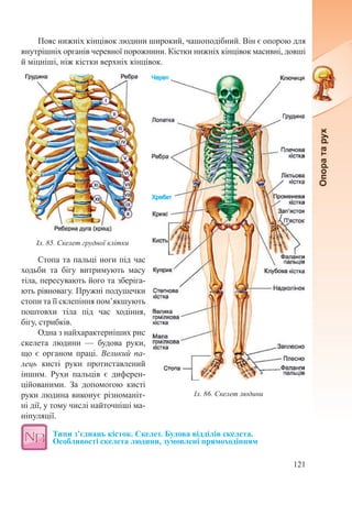 121
Пояс нижніх кінцівок людини широкий, чашоподібний. Він є опорою для
внутрішніх органів черевної порожнини. Кістки нижніх кінцівок масивні, довші
й міцніші, ніж кістки верхніх кінцівок.
Стопа та пальці ноги під час
ходьби та бігу витримують масу
тіла, пересувають його та зберіга-
ють рівновагу. Пружні подушечки
стопи та її склепіння пом’якшують
поштовхи тіла під час ходіння,
бігу, стрибків.
Одна з найхарактерніших рис
скелета людини  — будова руки,
що є органом праці. Великий па-
лець кисті руки протиставлений
іншим. Рухи пальців є диферен-
ційованими. За допомогою кисті
руки людина виконує різноманіт-
ні дії, у тому числі найточніші ма-
ніпуляції.
Типи з’єднань кісток. Скелет. Будова відділів скелета.  
Особливості скелета людини, зумовлені прямоходінням
Іл. 86. Скелет людини
Іл. 85. Скелет грудної клітки
 
