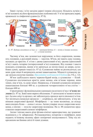 123
Зовні і пучок, і м’яз загалом укриті тонкою оболонкою. Кількість пучків у
м’язі залежить від його функціональних особливостей. У м’язі проходять нерви,
кровоносні та лімфатичні судини (іл. 87 б).
Частину м’яза, яка залишається нерухомою за його скорочення, назива-
ють головкою, а рухливий кінець — хвостом. М’язи, які мають одну головку,
належать до простих. Є м’язи з двома (двоголовий м’яз), трьома (триголовий
м’яз) і навіть чотирма (чотириголовий м’яз) головками. Від головки і хвоста
відходять сухожилки, якими м’яз кріпиться до кісток (іноді до шкіри, сугло-
бових сумок, хрящів тощо) (іл. 87 а). Сухожилки майже не розтягуються, але
вони дуже міцні й витримують великі навантаження. Міцності сухожилку на-
дає щільна сполучна тканина. Пригадайте особливості її будови (іл. 9 б, с. 12).
М’язи здебільшого мають червоно-бурий колір, а сухожилки — білий.
Сухожилки постачаються кров’ю дещо менше, ніж м’язове черевце, вони
тонші, ніж м’язи, та дуже міцні. Наприклад, п’ятковий сухожилок витримує
навантаження близько 400 кг, а сухожилок чотириголового м’яза стегна —
близько 600 кг.
Структурною і функціональною одиницею скелетного м’яза є м’язове во-
локно (іл. 87 в). Зовні воно вкрите оболонкою. У цитоплазмі м’язового волок-
на є багато ядер та органел, які забезпечують процеси життєдіяльності м’яза.
Тут містяться спеціальні органели — міофібрили, які забезпечують м’язу ви-
конання скоротливої функції. Міофібрила — це тонке волоконце, до складу
якого входять білки — актин і міозин. Актин утворює тонке скоротливе воло-
конце, а міозин — товсте скоротливе волоконце. На іл. 88 схематично пред-
ставлено скоротливий елемент міофібрили.
Актин і міозин мають різні фізико-хімічні характеристики, що зумовлює
відмінність у їх забарвленні. Розташовуючись почергово в міофібрилі, вони
надають м’язовому волокну ефект поперечної посмугованості. Тому під мі-
кроскопом ми бачимо світлі й темні ділянки.
Іл. 87. Будова скелетного м’яза: а — зовнішня будова; б — пучки м’язових волокон;
в — м’язове волокно
 