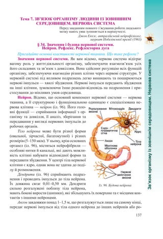 137
Тема 7. ЗВ’ЯЗОК ОРГАНІЗМУ ЛЮДИНИ ІЗ ЗОВНІШНІМ  
СЕРЕДОВИЩЕМ. НЕРВОВА СИСТЕМА
Перед завданням повного з’ясування роботи людського
мозку навіть уява зупиняється в нерішучості.
Джон Екклс, автралійський нейрофізіолог,
лауреат Нобелівської премії (1963)
§ 34. Значення і будова нервової системи.  
Нейрон. Рефлекс. Рефлекторна дуга
Пригадайте основні властивості нервової тканини. Що таке рефлекс?
Значення нервової системи. Як вам відомо, нервова система відіграє
вагому роль у життєдіяльності організму, забезпечуючи взаємозв’язок усіх
його складових та зв’язок з довкіллям. Вона здійснює регуляцію всіх функцій
організму, забезпечуючи взаємодію різних клітин через нервові структури. У
нервовій системі під впливом подразнень легко виникають та поширюються
нервові імпульси — хвилі збудження. Нервові імпульси передають збудження
на інші клітини, зумовлюючи їхню реакцію-відповідь на подразнення і при-
стосування до мінливих умов середовища.
Нейрон. Відомо, що основний компонент нервової системи — нервова
тканина, а її структурною і функціональною одиницею є спеціалізована не-
рвова клітина — нейрон (іл. 96). Його голо-
вні функції — сприймання інформації з ор-
ганізму та довкілля, її аналіз, зберігання та
передавання у вигляді нервових імпульсів до
робочих органів.
Тіло нейрона може бути різної форми
(овальної, зірчастої, багатокутної) і різних
розмірів (5–150 мкм). У ньому, крім основних
органел (іл. 96), містяться нейрофібрили —
особливі нитки й канальці, які дають можли-
вість клітині набувати відповідної форми та
передавати збудження. У центрі тіла нервової
клітини є ядро, однак вона не здатна до поді-
лу й розмноження.
Дендрити (іл.  96) сприймають подраз-
нення і проводять імпульси до тіла нейрона.
Їх довжина сягає 0,01–0,50  мм. Дендрити
сильно розгалужені поблизу тіла нейрона,
мають бокові вирости (шипики), які збільшують їх поверхню та є місцями кон-
тактів з іншими нейронами.
Аксон завдовжки понад 1–1,5 м, що розгалужується лише на самому кінці,
передає нервові імпульси від тіла одного нейрона до інших нейронів або ро-
Іл. 96. Будова нейрона
 