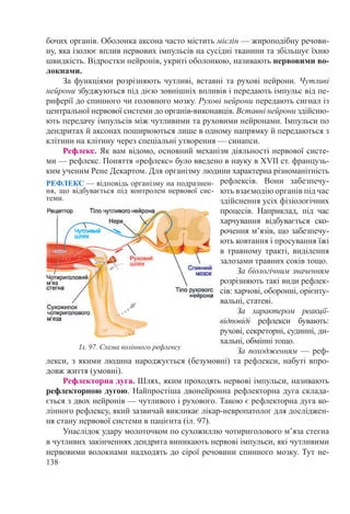 138
бочих органів. Оболонка аксона часто містить мієлін — жироподібну речови-
ну, яка ізолює вплив нервових імпульсів на сусідні тканини та збільшує їхню
швидкість. Відростки нейронів, укриті оболонкою, називають нервовими во-
локнами.
За функціями розрізняють чутливі, вставні та рухові нейрони. Чутливі
нейрони збуджуються під дією зовнішніх впливів і передають імпульс від пе-
риферії до спинного чи головного мозку. Рухові нейрони передають сигнал із
центральної нервової системи до органів-виконавців. Вставні нейрони здійсню-
ють передачу імпульсів між чутливими та руховими нейронами. Імпульси по
дендритах й аксонах поширюються лише в одному напрямку й передаються з
клітини на клітину через спеціальні утворення — синапси.
Рефлекс. Як вам відомо, основний механізм діяльності нервової систе-
ми — рефлекс. Поняття «рефлекс» було введено в науку в ХVІІ ст. французь-
ким ученим Рене Декартом. Для організму людини характерна різноманітність
рефлексів. Вони забезпечу-
ють взаємодію органів під час
здійснення усіх фізіологічних
процесів. Наприклад, під час
харчування відбувається ско-
рочення м’язів, що забезпечу-
ють ковтання і просування їжі
в травному тракті, виділення
залозами травних соків тощо.
За біологічним значенням
розрізняють такі види рефлек-
сів: харчові, оборонні, орієнту-
вальні, статеві.
За характером реакції-
відповіді рефлекси бувають:
рухові, секреторні, судинні, ди-
хальні, обмінні тощо.
За походженням  — реф-
лекси, з якими людина народжується (безумовні) та рефлекси, набуті впро-
довж життя (умовні).
Рефлекторна дуга. Шлях, яким проходять нервові імпульси, називають
рефлекторною дугою. Найпростіша двонейронна рефлекторна дуга склада-
ється з двох нейронів — чутливого і рухового. Такою є рефлекторна дуга ко-
лінного рефлексу, який зазвичай викликає лікар-невропатолог для досліджен-
ня стану нервової системи в пацієнта (іл. 97).
Унаслідок удару молоточком по сухожиллю чотириголового м’яза стегна
в чутливих закінченнях дендрита виникають нервові імпульси, які чутливими
нервовими волокнами надходять до сірої речовини спинного мозку. Тут не-
Іл. 97. Схема колінного рефлексу
РЕФЛЕКС — відповідь організму на подразнен-
ня, що відбувається під контролем нервової сис-
теми.
 
