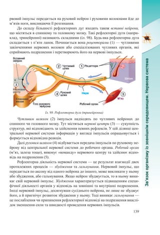139
рвовий імпульс передається на руховий нейрон і руховими волокнами йде до
м’язів ноги, викликаючи її розгинання.
До складу більшості рефлекторних дуг входять також вставні нейрони,
що містяться в спинному та головному мозку. Такі рефлекторні дуги (напри-
клад, тринейронні) називають складними (іл. 98). Будь-яка рефлекторна дуга
складається з п’яти ланок. Починається вона рецепторами (1) — чутливими
закінченнями нервових волокон або спеціалізованих чутливих органів, які
сприймають подразнення і перетворюють його на нервові імпульси.
Чутливим шляхом (2) імпульси надходять по чутливих нейронах до
спинного чи головного мозку. Тут містяться нервові центри (3) — сукупність
структур, які відповідають за здійснення певних рефлексів. У цій ділянці цен-
тральної нервової системи інформація у вигляді імпульсів опрацьовується і
формується відповідна реакція.
Далі руховим шляхом (4) відбувається передача імпульсів по руховому не-
йрону від центральної нервової системи до робочого органа. Робочий орган
(м’яз, залоза тощо), виконує «команду» нервового центру та здійснює відпо-
відь на подразнення (5).
Рефлекторна діяльність нервової системи — це результат взаємодії двох
протилежних процесів — збудження та гальмування. Нервовий імпульс, що
передається по аксону від одного нейрона до іншого, може викликати у ньому
або збудження, або гальмування. Якщо нейрон збуджується, то в ньому вини-
кає свій нервовий імпульс. Збудження характеризується підвищенням специ-
фічної діяльності органів у відповідь на зовнішні та внутрішні подразнення.
Іноді нервовий імпульс, досягнувши сусіднього нейрона, не лише не збуджує
його, а й пригнічує розвиток збудження у ньому. Тоді виникає гальмування —
це послаблення чи припинення рефлекторної відповіді на подразнення внаслі-
док зменшення сили та швидкості проведення нервових імпульсів.
Іл. 98. Рефлекторна дуга (тринейронна)
 