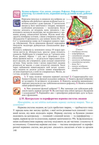 140
Будова нейрона: тіло, аксон, дендрит. Рефлекс. Рефлекторна дуга:
рецептор, чутливий шлях, нервовий центр, руховий шлях, робочий
орган
Передача імпульсу в синапсах від нейрона до
нейрона або робочого органа відбувається хі-
мічним шляхом і дуже швидко. У цитоплазмі
аксона (у його закінченні) є міхурці, заповнені
особливою речовиною  — медіатором. Коли
імпульс доходить до міхурців, вони тріскають і ви-
вільняють молекули медіатора, які потрапляють у тка-
нинну рідину синаптичної щілини. Відтак вони збу-
джують мембрану клітини, з якою утворюють контакт,
збільшуючи її проникність для певних йонів (Na+
, K+
,
Ca2+
) і зумовлюючи появу на її поверхні певного заря-
ду (збудження). Після виконання функції передавача
імпульсів медіатори руйнуються спеціальними фер-
ментами.
Кількість нейронів (у немовляти понад 10 млрд) про-
тягом життя не збільшується, зростає лише кількість
синапсів. Найбільше їх утворюється до 7-річного віку.
Рухи, реакції, όбрази  — усе, що є фізичним і духо-
вним проявом життя, — це результат наростання кіль-
кості аксонів, які утворюють дуже складні синаптичні
зв’язки. Тому мозок генія і мозок пересічної людини
різняться не масою, а саме кількістю синапсів. Іноді
через небажання навантажувати свій мозок талано-
вита людина не досягає успіхів: наявні міжнейронні
зв’язки втрачаються, а нові не створюються. Мозок, як
і м’язи, потребує «тренування».
1. У чому полягає значення нервової системи? 2. Схарактеризуйте осо-
бливості будови та функції складових нейрона. 3. Укажіть функції нейронів:
а) чутливого; б) вставного; в) рухового. 4. Поясніть механізм виникнення і
передачі імпульсів під час здійснення колінного рефлексу. 5. Назвіть основні
ланки рефлекторної дуги.
6. Чим зумовлені функції нейрона? 7. Яке значення для здійснення реф-
лексів мають нервові центри? 8. Як пов’язані між собою процеси збудження
і гальмування? 9. Порівняйте дво- і тринейронні рефлекторні дуги за будо-
вою і функціями.
§ 35. Центральна та периферична нервова система людини
Пригадайте, на які відділи поділяють нервову систему тварин. Чим це
зумовлено?
Нервова система людини, як і усіх хребетних тварин, — трубчастого типу.
У зародка вона має вигляд трубки, з якої потім розвивається спинний і голо-
вний мозок, від яких відходять нерви. Нервову систему за будовою умовно
поділяють на центральну — головний і спинний мозок — та периферичну —
нерви, нервові вузли та сплетення, нервові закінчення (іл. 99). За функціональ-
ними особливостями нервову систему поділяють на дві частини: соматичну й
вегетативну. Соматична нервова система — частина центральної та перифе-
ричної нервових систем, яка регулює діяльність скелетних м’язів та органів
Синапс:
1 — мембрана аксона;
2 — нейрофібрили;
3 — синаптичні міхурці;
4 — мітохондрія;
5 — молекули медіатора;
6 — синаптична щілина;
7 — йони Na+;
8 — канали мембрани;
9 — мембрана клітини-
мішені
 