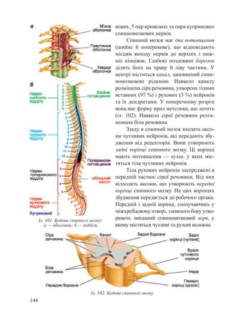 144
кових, 5 пар крижових та пара куприкових
спинномозкових нервів.
Спинний мозок має два потовщення
(шийне й поперекове), що відповідають
місцям виходу нервів до верхніх і ниж-
ніх кінцівок. Глибокі поздовжні борозни
ділять його на праву й ліву частини. У
центрі міститься канал, заповнений спин-
номозковою рідиною. Навколо каналу
розміщена сіра речовина, утворена тілами
вставних (97 %) і рухових (3 %) нейронів
та їх дендритами. У поперечному розрізі
вона має форму крил метелика, що летить
(іл.  102). Навколо сірої речовини розта-
шована біла речовина.
Ззаду в спинний мозок входять аксо-
ни чутливих нейронів, які передають збу-
дження від рецепторів. Вони утворюють
задні корінці спинного мозку. Ці корінці
мають потовщення — вузли, у яких міс-
тяться тіла чутливих нейронів.
Тіла рухових нейронів зосереджені в
передній частині сірої речовини. Від них
відходять аксони, що утворюють передні
корінці спинного мозку. По цих корінцях
збудження передається до робочого органа.
Передній і задній корінці, сполучаючись у
міжхребцевому отворі, з кожного боку утво-
рюють змішаний спинномозковий нерв, у
якому містяться чутливі та рухові волокна.
Іл. 101. Будова спинного мозку:
а — оболонки; б — відділи
Іл. 102. Будова спинного мозку
 
